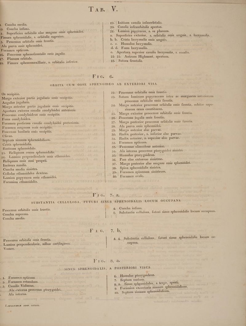 IUE. | Concha media. (1 iQ. Concha infima. | 4. Superficies orbitalis alae magnae ossis sphenoidei. Fissura sphenoidalis, s. orbitalis superior. —.— 3. Processus orbitalis ossis frontis. Ala parva ossis sphenoidei. Foramen optüicum. (6. Processus sphenofrontalis ossis jugalis. (7. Planum orbitale. [8. Fissura sphenomaxillaxis, s. oxbitalis inferior. Fre. Os occipitis. Margo exterior partis jugularis ossis occipitis. Angulus jugularis. Margo anterior parüs jugularis ossis occipiüs. Apertura externa canalis condyloidei anterioris. Processus condyloideus ossis occipitis. Fossa cond yloidea. Foramen posticum canalis condyloidei posterioris. - Foramen magnum ossis occipitis. Processus basilaris ossis occipitis. | Clivus. | | Septüm sinuum Sphenoidahum. | Crista sphenoidalis. | Rostrum sphenoidale. 15. hHeliquum cornu sphenoidalis. 16. Lamina perpendicularis ossis ethmoide1. Reliquum ossis nasi propru. Incisura nasalis. Concha media sinistra. Cellulae ethmoidales dextrae. Lamina papyracea ossis ethmoidei. Foramina ethmoidalia. V. 19. Initium canalis infraorbitalis. 20. Canals infraorbitahs apertus. 21. Lamina papyracea, s. os planum. a. Superficies exterior, s. orbitalis ossis unguis, s. lacryinalis, b. b. Crista lacrymalis ossis unguis. c. c. Hamulus lacrymahs. d. d. Fossa lacrymalis. e. Apertura superior canalis lacrymalis, s. nasalis.^ 22. 22. Antrum Highmorn, apertum. 23. Sutura frontalis. AB EXTERIORI VISA. 29. Processus orbitalis ossis frontis. . 28. Sutura laminam papyraceam inler ac marginem interiorem processus orbitalis ossis frontis. 24. Margo anterior processus orbitalis ossis frontis, orbitae supe- riorem oram constituens. 25. Margo exterior processus orbitalis ossis frontis. 26. Processus jugalis ossis frontis. 27. Margo posterior processus orbitals ossis fronüs. 298. Ala parva ossis sphenoidei. 29. Margo anterior alae parvae. 30. Hadix posterior, s. inferior alae parvae. 31. Radix anterior, s. superior alae parvae. 39. Foramen opticum. 33. Processus clinoideus anterior. 34. Ala interna processus pterygoidei sinistri. 35. Hamulus pterygoideus. 36. Pars alae externae sinistrae. 37. Margo posterior alae magnae ossis sphenoidei. 38. Spina sphenoidahs sinistra. 39. Foramen spinosum sinistrum, 40. Foramen ovale. Processus orbitalis ossis frontis. | Concha suprema. | Concha media. P nc. Processus orbitalis ossis frontis. Lamina perpendicularis, adhuc cartilaginea: V omer. fond I :. SENUS Foramen opticum. Foramen rotundum. .3. Canalis. Vidiauus. Ala externa processus pterygoidei. /01 Ala interna. Xt | | p LANGENBECK ICON. OSTEOL. c 4. Concha infima. | 5. Substantia cellulosa, futuri sinus sphenoidalis locum occupans. 4. 4. Substantia cellulosa, futuri sinus sphenoidalis locum oc- cupans. 6. Hamulus pterygoideus. 7. Septum narium. 8..8. Sinus sphenoidales, a tergo. aperti. x 9. Foramina excretoria sinuum sphenoidalium. 10. Septum sinuum sphenoidalium.