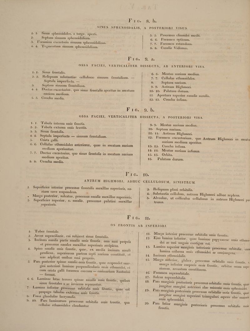 T: 15 2s 4 Pos c. SINDS SPHENOIDALIS, Esc. Processus clinoidei medn. Foramen rotundum. Canalis Vidianus. Sinus frontalis. | Reliquum substantiae cellulosae sinuum frontalium. — Septula imperfecta. — Septum sinuum frontaliuim. Ductus excretorius, quo sinus frontalis aperitur in meatum navium medium. Concha media. Fric. 10. 11. 12. S eptum narium. 10. Palatum durum. Apertura superlor canalis nasalis. 12. Concha iufima. T'abula interna ossis frontis. l'abula externa ossis frontis. Sinus frontalis. Septula imperfecta — sinuum frontalium. Crista galli. ! Cellulae ethmoidales anteriores, quae in meatum narium medium aperiuntur. Ductus excretorius, quo sinus frontalis in meatum narium medium aperitur. Concha media. Septum narium. 11. Antrum Highmori. | Foramen excretorium, quo Antrum Highmorni in meatu narium medium aperitur. 13. Concha infima. 14. Mleatus narium infimus. 15. Orbita. Palatum durum. rium cavo respondens. d superioris. '3. 9. 11. in antrum Highmori pri tlrusus. ex 6. 6. et processus nasales maxillae superioris recipiens. incisura nasali prodiens, superiorem partem sepli narium constituit, et sese adplicat ossibus nasi propriis. eini anteriori laminae perpendicularis ossis ethmoidei, et cum crista galli foramen coecum — emissarium Santorini — Íormat. | Laminae latae tenues spinae nasalis ossis frontis, quibus Sms ibtoniosu se invicem separantur. propago tabulae externae ossis frontis. qua cellulae ethmoidales clauduntur 11. 12. 14. 15. 16. 17. 18. 19. 20. Margo interior processus orbitalis ossis frontis. Ejus lamina inferior, quae laminae papyraceae ossis ethunoi- dei ac ossi unguis conügua est. | Lamina superior marginis interioris processus orbitalis, cum lamina cribrosa ossis ethmoidei se conjungensj - Incisura ethmoidalis. Margo anterior, glaber, processus orbitalis ossis frontis, s. margo inferior corporis ossis frontis, orbitae oram supe- riorem, arcuatam constituens. l'oramen supraorbitale. sulcus supraorbitalis. Fars marginis posterioris processus orbitalis ossis Írontis, quae Jungitur margini anteriori alae minoris ossis sphenoidei. P'ars marginis posterioris processus orbitalis ossis frontis, quae jungitur margini superiori triangulari aspero alae majoris ossis sphenoidei, Pars latior marginis posterioris processus orbitalis ossis frontis. |