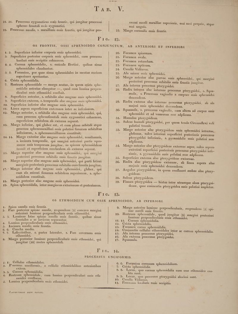 —— OMS ms TJaB V. 21. 21. Processus zygomaticus ossis frontis, qui jungitur processui cessui nasal maxillae superioris, ossi nasi proprio, atque spheno- frontali ossis zygomatici. OSS1 ungulis. 22. Processus nasalis, s. maxillaris ossis frontis, qui jungitur pro- 25. Mlargo coronalis ossis frontis. E rG.:249; OS FRONTIS, OSSI SPHENOIDEO CONJUNCTUM, LAB ANTERIORI ET INFERIORI. 1. 2. Superficies mferior corporis ossis sphenoidei. 3. Superficies posterior corporis ossis sphenoidei, cum processu basilari ossis occipitis cohaerens. ! 4. 4. Cornua sphenoidalia, s. ossicula Bertini, quibus sinus sphenoidales clauduntur. 5. 5. Foramina, per quae sinus sphenoidales in meatus narium superiores aperiuntur. 6. Crista sphenoidalis. 20. Foramen spinosum. 21. PFPoramen ovale. 22. Foramen rotundum. * 23. Foramen opticum. 24. Canalis Vidianus. 25. Ala minor ossis sphenoidei. 26. Margo anterior alae parvae ossis sphenoidei, qui margini posterior: processus orbitalis ossis frontis jungitur. 7. Hostrum sphenoidale — margo acutus, in quem crista sphe- 27. Ala interna processus pterygoidei. noidahs anterius elongatur —, quod cum lamina perpen- diculari ossis ethmoidei confluit, 8. Superficies anterior, s. orbitalis alae magnae ossis sphenoidei. 9. Superficies externa, s. temporalis alae imagnae ossis sphenoidei. 10. Superficies iuferior alae magnae ossis sphenoidei. majori ossis sphenoidei descendens. 11. Lanea aspera superficiem externam inter ac infcriorem. 30. Squamula, s. processus vaginalis, cum altera ad corpus ossis 28. Hadix interna alae internae processus pterygoidei, s. Squa- 12. Mlargo anterior, s. orbitalis alae magnae ossis sphenoidei, qui, sphenoidei et ad vomerem sese adplicans.- mula, s. Processus vaginalis a corpore ossis sphenoidei descendens. 29. Radix externa alae internae processus pterygoidei, ab ala cum processu sphenofrontali ossis zygomatici cohaerens, 31. Hamulus pterygoideus. superficiem orbitalem ab externa separat. 32. Sulcus hamuli pterygoidei, per quem tendo Circumflexi veli 13. Margo inferior, qui glaber est, et cum plano orbitali atque palatini transit. processu sphenomaxillari ossis palatini fissuram orbitalem inferiorem, s. sphenomaxillaxem constituit, 14. 14. Margo exterior alae magnae ossis sphenoidei, semilunaris, s. incisura temporalis, qui margini anteriori partis squa- mosae ossis temporum jungitur, in spinam sphenoidalem transit et superficiem. cerebralem ab externa separat. 15. Margo superior alae magnae ossis sphenoidei, qui margini posteriori processus orbitalis ossis frontis jungitur. 16. Margo superior alae magnae ossis sphenoidei, qui parti latiori marginis posterioris processus orbitalis ossis frontis jungitur. 17. Margo inlerior alae magnae ossis sphenoidei, glaber, qui cum ala minori fissuram orbitalem superiorem, s. sphe- noidalem constituit. 18. Margo posterior alae magnae ossis sphenoidei. 19. Spina sphenoidalis, inter marginem exteriorem et posteriorem. 33. Margo anterior alae pterygoideae ossis sphenoidei internae, globosus, sulco interiori superficiei posterioris processus plerygoidei inferioris, s. pyramidalis ossis palatini sese adplicans. 34. Margo anterior alae pterygoideae externae asper, sulco aspero exteriori superficiei posterioris processus pterygoidei infe- rioris, $. pyramidalis ossis palatini sese adplicans. 35. Superficies externa alae pterygoideae externae. 36. Radix alae pterygoideae externae, ab linea aspera alae majoris ossis sphenoidei descendens. 37. Angulus plerygoideus, in quem confluunt ambae alae ptery- goideae. | 38. Sulcus pterygoideus. 39. Fissura plerygoidea — hiatus inter utramque alam pterygoi- deam, quae eminentia pterygoidea ossis palatini impletur. Uto T5. OS ETHMOIDEUM CUM OSSE SPHENOIDEO, AB INFERIORI. 1. Spina nasahs ossis frontis. — a 9. Margo anterior laminae perpendicularis, respondens (2) spi- 2. Pars posterior spinae nasalis, respondens (9) concavo margini . nae nasali ossis frontis. anteriori laminae perpendicularis ossis ethmoidei. 10. Rostrum sphenoidale, quod jungitur (8) margini posteriori 3. 3. Laminae latae spinae nasalis ossis frontis, quibus sinus laminae perpendicularis ossis ethmoidei. | frontales a se invicem separantur. 11. 11. Cornua sphenoidalia. 4. Lamina perpendicularis ossis ethmoidei. 12. Crista sphenoidalis. 5. lncisura nasalis ossis frontis. 13. Foramen cornu sphenoidalis. 6. 6. Concha media. 14. Conujunctio cellulas ethmoidales inter ac cornua sphenoidalia. 7. 7T. Labyxrmthus, s. partes laterales, s. Pars cavernosa ossis 15. Ala interna processus pterygoidei. ethmoidei. | 16. Ala externa processus pterygoidei. 8. Margo posterior laminae perpendicularis ossis ethmoidei, qui 17. Squamula. jungitur (10) rostro sphenoidali. Lio. q4 PROCESSUS UNCIFORMIS. i. 1. Cellulae ethmoidales. 6.6. Foramina cornuum sphenoidalium. 2. P ocessus unciformis, a cellulis ethmoidalibus anterioribus 7. Crista sphenoidalis. exiens. 8. 8. Locus, quo cornua sphenoidalia cum osse ethmoideo coa- 3. 3. Cornua sphenoidalia. lita. sunt. 4. MBRostrum sphenoidale, cum lamina perpendiculari ossis eth- 9. 9. Locus, quo processus pterygoidei abscissi sunt. moidei confluens. 10. Canalis Vidianus. | 5. Lamina perpendicularis ossis ethmoidei. 11. Processus basilaris ossis occipitis. Umm on SOSBBICTREDUKEGEGUIELERGUEDEBEEEERURSRER Era