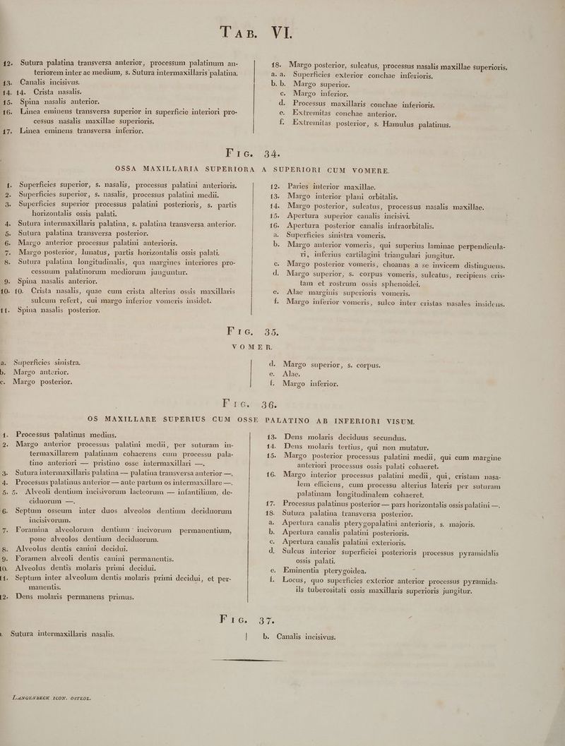 12. Sutura palatina transversa anterior, processum palatinum an- 18. Margo posterior, sulcatus, processus nasalis maxillae superioris. teriorem inter ac medium, s. Sutura intermaxillaris palatina, a.a. Superficies exterior conchae inferioris. 13. Canalis incisivus. b.b. Margo superior. 14. 14. Crista nasalis. c. Margo inferior. | 15. Spina nasalis anterior. d. Processus mmaxillüisWoeHclise ife 16. Linea eminens transversa superior in superficie interiori pro- e. Extremitas conchae anterior. | cessus nasals maxillae superioris. f. Extremilas posterior, s. Hamulus guis 17. Lànea eminens transversa inferior. | 3 4. OSSA MAXILLARIA SUPERIORA A SUPERIORI CUM VOMERE. 1. Superficies superior, s. nasalis, processus palatini anterioris. 12. Paries interior maxillae. .2. Superficies superior, s. nasalis, processus palatini medii. 13. Margo interior plani orbitalis. 3. Superficies superior processus palatini posterioris, s. partis 14. Margo posterior, sulcatus, processus nasalis maxillae. horizontalis ossis palati. 15. Apertura superior canalis incisivi. 4. Sutura intermaxillaris palatina, s. palatina transversa anterior. 16. Apertura posterior canalis infraorbitalis. 5. Sutura palatima transversa posterior. a. Superficies sinislra vomeris. 6. Margo anterior processus palatini anterioris. | b. Margo anterior vomeris, qui superius laminae perpendicula- 7. Margo posterior, lunatus, partis horizontalis ossis palati. rn, inferus carülagimi triangulari jungitur. 8. Sutura palatina longitudinalis, qua margines interiores pro- c. Margo posterior vomeris, choanas a se invicem distinguens. cessuum palatinorum mediorum junguntur. d. Margo superior, s. corpus vomeris, sulcatus, recipiens cris- 9. Spina masalis anterior. tam et rostrum ossis sphenoidei. 10. 10. Crista nasalis, quae cum crista alterius ossis maxillaris e. Alae marginis superioris vomeris. sulcum refert, cui margo inferior vomeris insidet. t. Margo inferior vomeris, sulco inter cristas nasales insidens. i11. Spina nasalis posterior. Ire - 2x VOMBER. a. Superficies sinistra. d. Margo superior, s. corpus. b. Margo anterior. | e. Alae. c. Margo posterior. f. Margo inferior. I oma. OS MAXILLARE SUPERIUS CUM OSSE 3 6. PALATINO AB INFERIORI VISUM. 1. Processus palatinus medius. 13. Dens molaris deciduus secundus. 2. Margo anterior processus palatini medii, per suturam in- 14. Dens molaris tertius, qui non mutatur. termaxillarem palatinam cohaerens cum processu pala- 15. Mlargo posterior processus palatini medii, qui cum margine tino anteriori — pristino osse intermaxillari —. anteriori processus ossis palati cohaeret. 3. Suturaintermaxillaris palatina — palatina transversa anterior —. 16. Margo interior processus palatini medii, qui, cristam masa- 4. Processus palatinus anterior — ante partum os intermaxillare —. lem efficiens, cum processu alterius lateris per suturam 5. 5. Alveoli dentium 1ncisivorum lacteorum — infantilium, de- palatinam. longitudinalem cohaeret. ciduorum —. 17. Processus palatinus posterior — pars horizontalis ossis palatini —. 6. Septum 0osseum inter duos alveolos dentium deciduorum 18. Sutura palaüna transversa posterior. incisivorum. à. Apertura canalis pterygopalatini anterioris, s. majoris. 7. Foramina alveolorum dentium * incivorum.— permanentium, b. Apertura canalis palatini posterioris. pone alveolos dentium deciduorum. c. Apertura canalis palatini exterioris. 8. Alveolus dentis canini decidui. d. Sulcus interior superficiei posterioris processus pyramidalis 9. Foramen alveoli dentis canini permanentis. ossis palati. (0. Alveolus dentis molaris primi decidui. e. Eminentia pterygoidea. 3 (1. Septum inter alveolum dentis molaris primi decidui, et per- L Locus, quo superficies exterior anterior processus pyramida- manentis. ils tuberositaüi ossis maxillaris superioris jungitur. i2. Dens molaris permanens primus. 9 7.