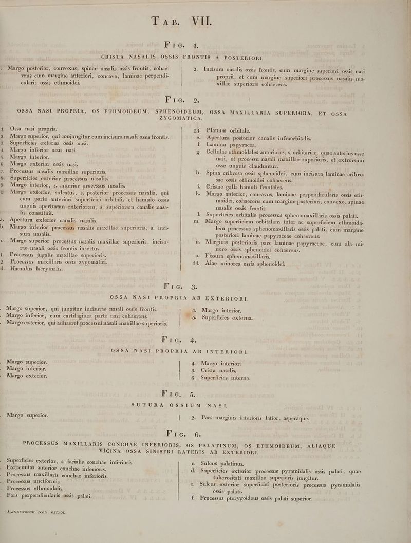lans. VII. Ere. 4. CRISTA NASALIS OSSIS FRONTIS A POSTERIORI . Margo posterior, convexus, spinae nasalis ossis frontis, cohae- | 2. Llucisura nasalis ossis frontis, cum margine Superiori ossis nasi rens cum margine anteriori, concavo, laminae perpendi- | proprü, et cum margie superiori processus nasalis imna- cularis ossis ethmoidei. xillae superioris cohaerens. D Nom SONTOSRSHNUSS ec QC e, S *. *. Pre. 59, OSSA NASI PROPRIA, OS ETHMOIDEUM, SPHENOIDEUM, OSSA MAXILLARBIA SUPERIORA, ET OSSA ZYGOMATICA. Ossa nasi propria. | 13. Planum orbitale. | Margo superior, qui conjungitur cum incisura nasali ossis frontis, e. Apertura posterior canalis infraorbitalis. Superficies externa ossis nasi. L Lamina papyracea. Margo inferior ossis nasi. g. Cellulae ethmoidales anteriores, s. orbitariae, quae anterius osse Margo interior. nasi, et processu nasali maxillae superioris, et extrorsum Margo exterior ossis nasi. | osse unguis clauduntur. Processus nasalis maxillae superioris. | h. Spina cribrosa ossis sphenoidei, cum incisura laminae cribro- Superficies exterior processus nasalis. sae ossis ethmoidei cohaerens. Margo interior, s. anterior processus nasalis. L. Crstae galli hamuli frontales. Margo exterior, suleatus, s. posterior processus nasalis, qui kh. Margo anterior, concavus, laminae NE Io ossis eth- cum parte anteriori superficiei orbitalis et hamulo ossis moidei, cubus un cum margine posteriori, convexo, spinae unguis aperturam exteriorem, s. superiorem canalis nasa- nasalis ossis frontis. lis. constituit. l Superficies orbitalis processus sphenomaxillaris ossis palati. Apertura exterior canalis nasalis. m. Mlrgo superficiem orbitalem inter ac superhciem ethmoida- Margo inferior processus nasalhs maxillae superioris, s. inci- [5 processus sphenomaxillaris ossis palati, cum margine sura nasalis. posteriori laminae papyraceae cohaerens. Margo superior processus nasalis maxillae superioris , 1ncisit- n. Marginis posterioris pars laminae papyraceae, cum ata ne rae nasali ossis frontis insertus. nore ossis sphenoidei cohaerens. Processus jugalis maxillae superioris. Fissura sphenomaxillaris. Processus maxillaris ossis zygomnaticL 14. Alae minores ossis sphenoidei. Hamulus lacryimnalis. Frc. 3. OSSA NASI PROPRIA AB EXTERIORL Margo superior, qui jungitur incisurae nasali ossis frontis. 4. Margo interior. Margo inferior, cum cartilaginea parte nasi cohaerens. MS. Superficies externa. Margo exterior, qui adhaeret processui nasali maxillae superioris. 8 10 OSSA NASI PROPRIA AB INTERIORL Margo superior. | 4. Margo interior. Margo inferior. 5. Crista masalis, Margo exterior. | 6. Superficies interna. loheoa4 5 SUTURA OSSIUM NASL Margo superior. | 2. Pars marginis interioris latior, asperaque. [16.- 6. PROCESSUS MAXILLARIS CONCHAE INFERIORIS, OS PALATINUM, OS ETHMOIDEUM, ALIAQUE VICINA OSSA SINISTRI LATERIS AB EXTERIORI Superhcies exterior, s. facialis conchae inferioris. c. Sulcus palatinus. Extremitas anterior conchae inferioris. d. Processus maxillaris conchae inferioris. Processus unciformis. Superficies exterior processus pyramidalis ossis palati, quae tuberositati maxillae superioris jungitur. e. Sulcus exterior superficiei posterioris processus pyramidalis ossis palati. | Processus pterygoideus ossis palati superior. Processus ethmoidalis. Pars perpendicularis ossis palati. f£