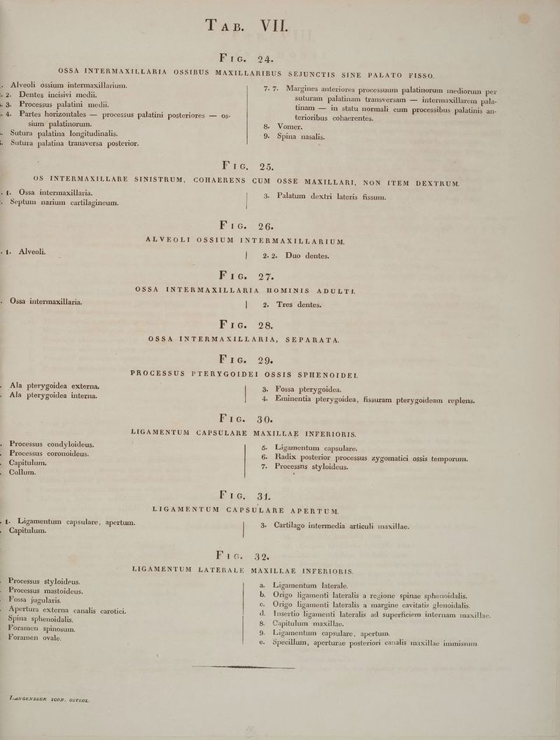 x coc PRAET U . Pio. 54. 2. Dentes incisivi medii. 3. Processus palatini medi. sium palatinorum. Sutura palatima longitudinalis. 7. 7. Margines anteriores processuum palatinorum mediorum per suturam palatinam lransversam — intermaxillarem pala- ünam — in statu normali cum processibus palatinis an- terioribus cohaerentes. 8. Vomer. 9. Spina nasalis. 1. Ossa intermaxillaria. Septum narium cartilagineum. Ossa intermaxillaria. Ala pterygoidea externa. Ala pterygoidea interna. Processus condyloideus. Processus coronoideus. Capitulum. Collum. Capitulum. Processus styloideus. Processus mastoideus. Fossa jugularis. Spina Sphenoidalis. Foramen Spinosum. Foramen ovale. LANGENDBEGK iCON. OSTEOL. T3345 05 NON ITEM DEXTRU M. 3. Palatum dextri lateris fissum. Bro. 9$. ALVEOLI OSSIUM INTERMAXILLARIUM. | 2.2. Duo dentes. Pro. o7. OSSA INTERMAXILLARIA HOMINIS AJ UrLTILtL | 2. 'Ires dentes. E rc. 2 8. OSSA INTERMAXILLARIA, SEPARAT A. Erc. ?9. PROCESSUS PTERYGOIDEI OSSIS SPHENOIDEL 9. Fossa pterygoidea. 4. Eminentia pterygoidea, fissuram pterygoideam veplens. P€e. 340. LIGAMENTUM CAPSULARE MAXILLAE INFERIORIS. 5. Liügamentum capsulare. 6. Radix posterior processus zygomatici ossis temporum. 7. Processus styloideus. L D Ra. 44 LIGAMENTUM CAPSULARE APERTUM. 3. Carülago intermedia articuli maxillae. D. 2. LIGAMENTUM LATERALE MAXILLAE INFERIORIS. a. Ligamentum laterale. Origo ligamenti lateralis a regione spinae sphenoidalis. c. Origo ligamenti lateralis a. margine cavitatis glenoidalis. | d. Insertio ligamenti lateralis ad. superficiem internam maxillae. 8. Capitulum maxillae. 9. Luigamentum capsulare, apertuimn. e. Specillum, aperturae posteriori canalis maxillae immissum.