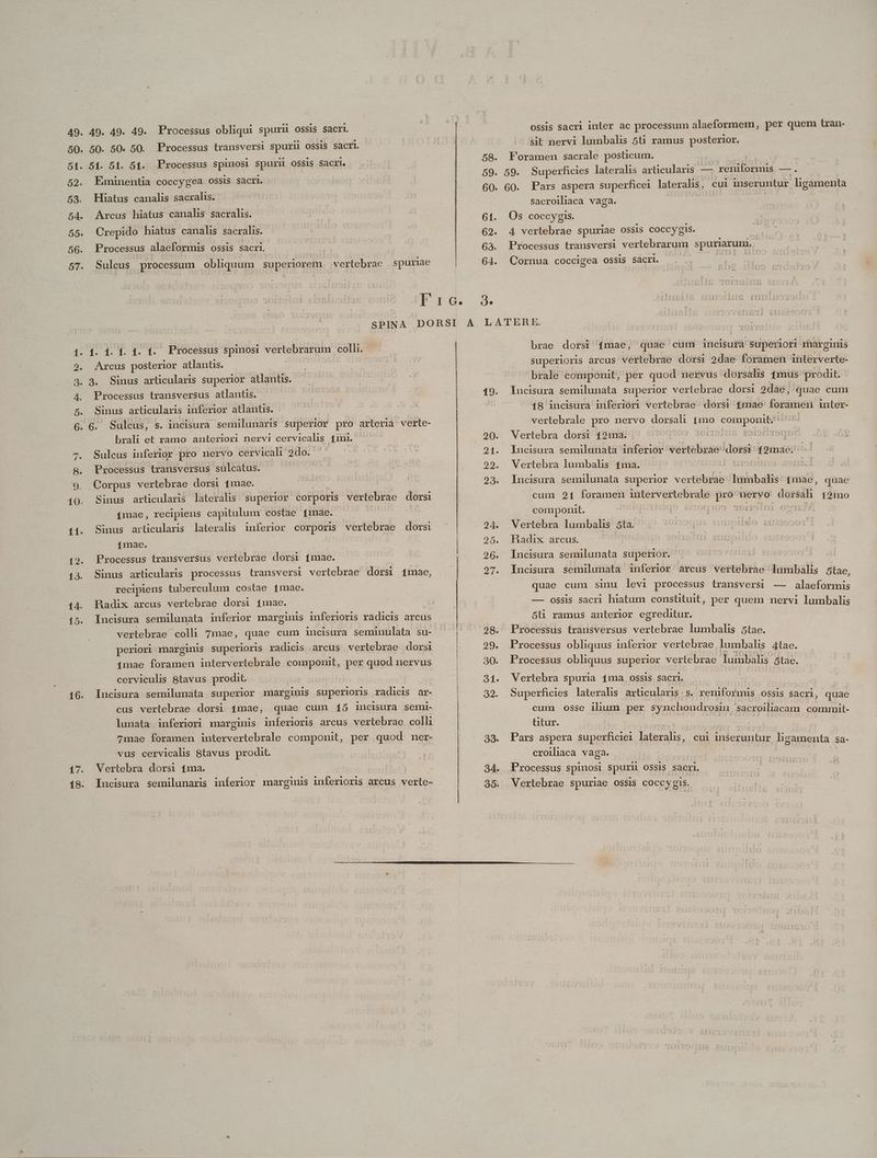 49. 50. 5t. 11. 12. 13. 14. 15. 16. 17. 18. 49. 49. 49. 50. 50. 50. 51. 51. 51. FEimimentia Processus obliqui spurii ossis sacri Processus transversi spurii OSSIS sacri. Processus spinosi spurii OSSIS SAcrl. cOccygea OSSIS Sacri. Hiatus canalis sacralis. Arcus hiatus canalis sacralis. Crepido hiatus canalis sacralis. Processus alaeformis ossis sacri. Suleus processum obliquum superiorem. vertebrae spuriae 1. 1. 1. 1. t. Processus spinosi vertebrarum colli. Arcus posterior atlantis. | 3. Sinus articularis superior atlantis. Processus transversus atlantis. Sinus articularis inferior atlantis. brali et ramo anteriori nervi cervicalis 4mi. Sulcus inferior pro nervo cervicali 2do. E Processus transversus sulcatus. BESOQE A Corpus vertebrae dorsi 1mae. - : Sinus articularis lateralis superior corporis /4mae, recipiens capitulum costae mae. Sinus articularis lateralis inferior corporis vertebrae dorsi vertebrae dorsi 1mae. Processus transversus vertebrae dorsi (mae. | Sinus articularis processus transversi vertebrae dorsi 1mae, recipiens tuberculum costae 1mae. Badix arcus vertebrae dorsi 11mae.. Incisura semiülunata inferior marginis inferioris radicis arcus vertebrae colli 7mae, quae cum incisura seminulata su- periori marginis superioris radicis arcus vertebrae dorsi 1mae foramen intervertebrale componit, per quod nervus cerviculis 8tavus prodit. Incisura semilunata superior margiuis superioris radicis ar- cus vertebrae dorsi 1mae, quae cum 15 incisura semi- lunata inferiori marginis inferioris arcus verlebrae. colli 7mae foramen intervertebrale componit, per quos ner- vus cervicalis 8tavus prodit. Vertebra dorsi 1ma. ÁÀ 58. Foramen sacrale posticum. 59. 59. Superficies lateralis articularis — er onde odra Y x r 60. 60. Pars aspera superficei lateralis, cul inseruntur ligamenta sacroiliaca vaga. 61. Os coccygis. 62. 4 vertebrae spuriae OSSIS COCCygls.  63. Processus transversi vertebrarum spuriarum.. | 64. Cornua coccigea ossis SACII. oie j1 LATER E. brae dorsi 1mae, quae cum incisurà superiori rharginis superioris arcus vertebrae dorsi 2dae- foramen interverte- brale componit, per quod nervus dorsalis 1mius prodit. 19. Incisura semilunata superior vertebrae dorsi 2dàe;- quae cum : 18 incisura inferióri vertebrae. dorsi 4mae d inter- vertebrale pro nervo dorsali [mo D. Me ud 20. Vertebra dorsi 429ma. ^ ^^ ^ [931 Orid | 21. Incisura semilunatà inferior vertebrae: dorsi t2mae; | 29. Vertebra lumbalis 1ma. 1104 | 23. Incisura semuülunata superior vertebrae Tümbalis: 1miàe, quae cum 21 foramen intervertebrale pes nervo dorsali 12imo componit. | eri K[105 TOLIOifii O0 24. Wertebra lumbahs 5ta. | 25. Radix arcus. 26. Incisura semilunata superior. | 27. lncisura semilunata inferior àrcus vertebrae lumbalis 5tae, quae cum sinu levi processus transversi — alaeformis — ossis sacri hiatum constituit, per quem nervi lumbalis 5l ramus anterior egreditur. 28. Processus transversus vertebrae lumbalis 5tae. 29. Processus obliquus inferior vertebrae. lumbalis 4tae. 30. Processus obliquus superior vertebrae lumbalis. 5tae. 31. WVertebra spuria 4ma ossis sacri. | 32. Superficies lateralis articularis - s. Yel EY OSSIS Sacri, quae cum osse ihum per synchondrosin sacroiliacam commit- üutur. d E 1 39. Pars aspera superficiei lateralis, cul inseruntur ligamenta sa- croihaca vaga. | 34. Processus spinosi spurii ossis sacri. | 35. Vertebrae spuriae ossis coccygis. ossis sacri inter ac processum alaeformem, per quem tran- sit nervi lumbalis 5ti ramus posterior.