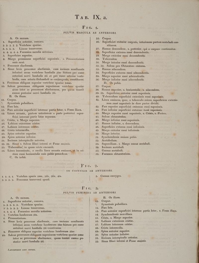 2. 3. 4. 5. 6 ES e 16. 19. 21t-. 23. 24. x 9. 10. 1. -A. Os sacrum. 9. 9. Lineae transversae. Superficies superior. Margo prominens superficiei superioris , OSSIS Sacri. Processus alaeformis. Sinus levis processus alaeformis, Promontorium cum incisura semilunata inferiori arcus vertebrae lumbalis 5tae hiatum pro ramo anteriori nervi lumbalis 5ti et pro ramo arteriae verte- bralis, cum arteria iliolumbali se conjungente, constituens. Processus obliquus superior vertebrae spuriae tmae. Sulcus processum obliquum superiorem vertebrae spuriae 1mae inter ac processum alaeformem, per quem transit ramus posterior nervi lumbalis 5t. B. Os ilium. | Corpus. Synostosis puboiliaca. Pars lata. | Pars anterior superficiei internae partis latae, s. F'ossa iliaca. Linea arcuata, partem anteriorem' a. parte posteriori super- ficie1 internae partis latae separans. Crista, s. Margo superior. | Labium externum cristae. Labium internum cristae. Crista intermedia. Spina anterior superior. Spina anterior inferior. Incisura interspinalis anterior. 29. Sinus s. Sulcus lliaci interni et Psoae majoris. 'T'uberositas, in quam crista excurrit. Linea innominata, e media linea arcuata eminens, .et in cri- stam rami horizontalis ossis pubis procedens. C. Os ischi. n——————————————— gR—————————————————————————————————— —— € M tà .  ——————— —À—HÀ—— — 27. 28. 29. 30. 31. 32. 34. 3o. 36. Sus 38. 39. 40. 41. 42. 43. 44. 45. 2. Corpus. stituens.- | Hamus descendens, s. posterior, qui a Pn dua continuatur. Superficies externa rami descendentis. . Margo exterior rami descendentis. 'l'uberositas. | Margo interior rami descendentis. Bamus adscendens. — Superficies externa rami adscendentis. Margo superior rami adscendentis. Margo inferior rami adscendentis. D. . Os pubis. Corpus. Ramus Superior, s. horizontalis , s. ;adstendens. Tuberculum superficiei exterioris rami superioris. Linea eminens, quae, a tuberculo oriens, superficiem exterio- rem rami superioris in duas partes dividit. Pars superior superficiei. externae rami superioris. Pars inferior superficiei externae rami superioris. Margo superior rami superioris, s. Crista, s. Pecten. Sulcus obturatorius. Margo inferior rami superioris. hamus inferior, s. descendens. Superficies externa rami inferioris. Margo exterior rami inferioris. Margo interior. Sscachnniudis ossium pubis. Acetabulum. | Supercilium , s. Margo osseus acetabuli. Incisura acetabuli. Cornua acetabuli. Foramen obturatorium. 1. 1. Vertebra spuria 1ma, 2da, 3tia, 4ta. 2. 29. Processus transversi spuri. Je A.. Os sacrum. Superficies anterior, concava. 9. 9. 9. 2. Vertebrae spuriae. 3. 3. 39. 3. Lüneae transversae. 4. 4. 4. Foramina sacralia anteriora. Vertebra lumborum 5ta. Promontorium. | Sinus levis processus alaeformis, inferiori arcus vertebrae lumborum 5tae hiatum pro ramo anteriori nervi lumbalis 5ti constituens. Processus obliquus superior vertebrae lumborum 5tae. Sulcus processum obliquum superiorem vertebrae spuriae ímae inter ac processum alaeformen, SACHUA transit ramus po- sterior nervi lumbalis 5t. LI cum incisura semilunata LANGENBECK ICON. OSTEOL. b. Os ilium. Corpus. Synostosis puboiliaca. Pars lata. Pars anterior superficiei We o partis latae, s. Fossa iliaca. S ynchondrosis sacroiliaca. Crista, s. Margo superior. Labium internum cristae. Crista intermedia. Spina anterior superior. Spina anterior inferior. Incisura interspinalis anterior. Sinus lliaci interni et Psoae majoris.