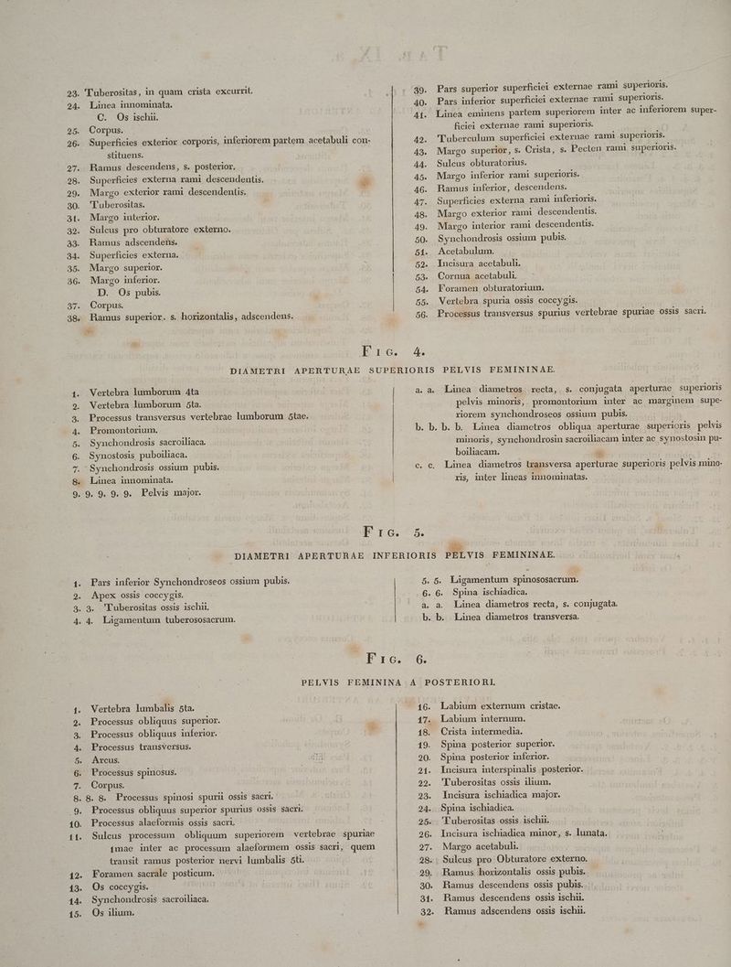 253. l'uberositas, in quam crista excurrit. 24. Linea innominata. m CO, - Os 1S6hiH. 25. Corpus. 26. Superficies exterior corporis, inferiorem partem acetabuli con- stituens. | 97. Ramus descendens, s. posterior. 28. Superficies externa rami descendentis. .29. Margo exterior rami descendent. 30. 'Luberositas. 31. Margo interior. 32. Sulcus pro obturatore Sd OsEnc. 33. HRamus adscendens. 34. Superficies externa. 35. Margo superior. 36. Margo inferior. D. Os pubis. 37. Corpus. 38 Hamus superior. s. horizontalis, adscendens. Pars superior superficiei externae rami superioris. Pars inferior superficiei externae rami superioris. Linea eminens partem superiorem inter ac inferiorem Super- ficiei externae rami superioris. 'Tuberculum superficiei externae rami. superioris. Margo superior, s. Crista, s. F'ecten rami superioris. Sulcus obturatorius. Margo inferior rami superioris. Ramus inferior, descendens. Superficies externa rami inferioris. Margo exterior rami descendentis.. Margo interior rami descendents. Synchondrosis ossium pubis. Acetabulum. Cornua acetabuli | Foramen obturatorium. Vertebra spuria ossis coccy gis. | Processus transversus spurius vertebrae s spuriae ossis Sacr. Vertebra lumborum Ata Vertebra lumborum 5ta. Processus transversus vertebrae lumborum diee Promontorium. | | Synchondrosis sacroiliaca. s Synostosis puboiliaca. | Synchondrosis ossium pubis. Linea innominata. 9. 9. 9. 9. Pelvis major. 2. LÀ cO Q uo oO Linea diametros. recta, s. conjugata aperturae superioris pelvis minoris, promontorium inter ac marginem supe- riorem synchondroseos ossium pubis. minoris, synchondrosin sacroiliacam inter ac synostosin pu- b Rire | m | Linea diametros transversa aperturae superioris pelvis mino- ris, inter lineas innominatas. | Pars inferior Synchondroseos ossium pubis. Apex ossis coccygis. 3. 'Fuberositas ossis ischu. 4. Laàgamentum tuberososacrum. Lx desde: -- d. 6. Vertebra lumbalis 5ta. $4. 9. Processus obliquus superior. 3. Processus obliquus inferior. 4. Processus transversus. | 5. Arcus. | | in 6. Processus soidolud | 7. Corpus. 8. 8. 8. Processus spinosi spur OSSIS Sacri. .9. Processus obliquus superior spurius OSSIS Sacri. 10. Processus alaeformis ossis sacri - i . Sulcus processum obliquum superiorem vertebrae. spuriae EN pum (mae inter ac processum alaeformem ossis sacri, quem | transit ramus posterior nervi lumbalis 5ti. 12. Foramen sacrale posticum. 43. Os coccygis. 14. Synchondrosis sacroiliaca. 15. Os ilum. Labium externum cristae. Labium internum. Spina posterior superior. Spina posterior inferior. Incisura interspinalis posterior. ''uberositas ossis ilium. Incisura ischiadica major. Spina ischiàdica. 'Fuberositas ossis ischu. Margo acetabuli. BHamus descendens ossis pubis... Ramus descendens ossis 1schui.