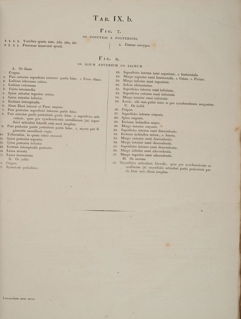 6. 1. 1 3. 8. LANGENBECK ICON. OSTOL. A. Os ilium. : 18. Superficies interna rami Superioris, s. horizontalis. Corpus. | | 19. Margo superior rami horizontalis, s. Crista, s. Pecten.. Pars anterior superhciei internae partis latae, s. P'ossa-iliaca. | 20. Margo inferior rami Superioris. | Labium internum cristae. ^91. Sulcüs obturatorius. Labium externum. 22. Superficies interna rami inferioris. Crista intermedia. 23. Superficies externa rami inferioris. Spina anterior superior cristae. 24. Margo interior rami inferioris. | Spina ánterior inferior. 25. Locus, ubi ossa pubis inter se per synchondrosin junguntur. . Incisura interspinalis. C. Os ischii. Sinus lliaci interni et Psoae majoris. 26. Corpus. | | Pars posterior superficiei internae partis latae. 27. Superficies interna corporis. Pars anterior partis posterioris partis latae, s. superficies arti- 28. Spina corporis. | cularis, quae per synchondrosin sacroiliacam (38) super- 29. Incisura ischiadica major. hciei articulari laterali OSSIS Sacri jungitur. | 30. Margo interior corporis. .* oh Pars posterior partis posterioris parts latae, s, aspera pro li- 31. Superficies interna rami descendentis. camentis. sacroiliacis vagis. 32. Incisura ischiadica minor, s. lunata. T'uberositas, in quam crista excurrit. 33. Margo exterior rami descendentis. Spina posterior superior. 34. Mlargo interior rami descendentis. Spina posterior inferior. ; 35. Superficies interna rami descendentis. Incisura interspinalis posterior. 36. Margo inferior rami adscendentis. Linea arcuata. | 37. Margo superior rami adscendentis. Linea innominata. Ü D. Os sacrum. D. Os pubis. | 38. Superficies articularis lateralis, quae per synchondrosin sa- Corpus. | crolliacam (8) superficiei arliculari partis posterioris par- 5ynostosis puboiliaca. | üs latae ossis ilium jungitur. à *