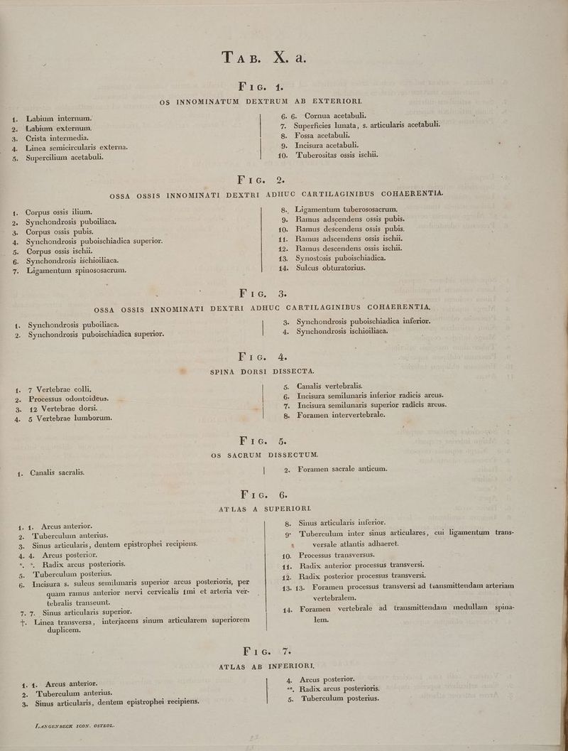 e t2 x e e. CD Meere code FR P SIE ecu Dd T : | Tan X 4 Eric. 1. OS INNOMINATUM DEXTRUM AB EXTERIORI. 6.6. Cornua acetabuli. 7. Superficies lunata, s. articularis acetabuli. Linea semicircularis externa. 9. Incisura acetabuli.. : Supercilium acetabuh. | ! Labium internum. 10. 'Fuberositas ossis ischu. | 116,7. OSSA OSSIS INNOMINATI DEXTRI ADHUC CARTILAGINIBUS COHAERENTIA. Corpus ossis ilium. 8. Ligamentum tuberososacrum. Synchondrosis puboiliaca. dix 9. Hamus adscendens OSSIS pubis. Corpus ossis pubis. | 10. Hamus desccuden ossis pubis. Synchondrosis puboischiadica superior. 11. hamus adscendens ossis ischii. Corpus ossis ischii. 129. hamus descendens ossis ischii. .Synchondrosis ischioiliaca. | 13. Synostosis puboischiadica. Ligamentum spinososacrum. . 14. Sulcus obturatorius. n I I G., s : OSSA OSSIS INNOMINATI DEXTHRI ADHUGC CARTILAGINIBUS COHAERENTIA, Synchondrosis puboiliaca. | 3. Synchondrosis puboischiadica inferior. Synchondrosis puboischiadica superior. 4. Synchondrosis ischioiliaca. - Edo A4 SPINA DORSI DISSECTA. 7 WMertebrae colli. | 5. Canalis vertebral. Processus odontoideus. PS | | 6. Incisura semilunaris inferior radicis arcus. 19. Vertebrae dorsi. x: TY. Incisura semilunaris superior radicis arcus. 5 Vertebrae lumborum. | 8. Foramen intervertebrale. P ro. OS SACRUM DISSECTUM. Canalis sacralis. | M 9. Foramen sacrale anticum. Fro. 6. ATLAS A SUPERIORI. 1. Arcus anterior. 8. Sinus articularis inferior. 'Tuberculum anterius. |. 9' 'Fuberculum inter sinus artculares, cui. ligamentum trans- Sinus articularis, dentem epistrophei recipiens. | ' versale atlantiscadhaesck 4. Arcus posterior. * Radix arcus posterioris. 'Tuberculum posterius. Incisura s. suleus semilunaris superior arcus posterioris, per quam ramus anterior nervi cervicalis 1mi et arteria ver- .10. Processus transversus. 11. Radix anterior processus transversi. 12. Radix posterior processus transversi. 13. 13. Foramen processus transversi ad t«ansmittendam arteriam tebralis transeunt. | vertebralem. T. Sinus articularis superior. 14. Foramen vertebrale ad transmittendam medullam spina- Linea transversa, interjacens sinum articularem superiorem in duplicem. Pucca ATLAS AB INFERIORI, 1. Arcus anterior. | | 4. Arcus posterior. 'Tuberculum anterius. | ** Radix arcus posterioris. Sinus articularis, dentem epistrophei recipiens. 5. Tuberculum posterius.