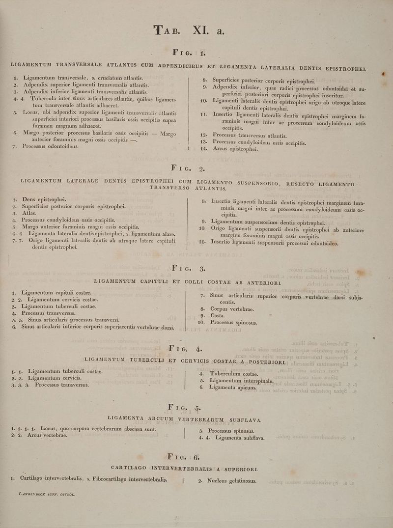 Bov- m 1. eo»ÓÉotuven- Ligamentum transversale, s. cruciatum atlantis. Adpendix superior ligament transversalis atlantis. Adpendix inferior ligamenti transversalis atlantis. tum transversale atlantis adhaeret. Locus, ubi adpendix superior ligamenti trausversalis atlantis superficiei interiori processus basilaris ossis occipitis supra foramen magnum adhaeret. Margo posterior processus basilaris ossis Occipllis — Margo anterior foraminis magni ossis Occipitis —. Processus odontoideus. Dens epistrophei. Superficies posterior corporis epistrophei. Atlas. Processus condyloideus ossis occipitis. Margo anterior foraminis magni ossis Occipitis. 2 MN t dentis epistrophei. 1. 8. 9. e 9. 10. 11. Je Ligamentum capituli costat. Ligamentum tuberculi costae. Processus transversus. Sinus articularis inferior corporis superJacenüis vertebrae dorsi. mns 7T. 10. Ligamentum tuberculi costae. Ligamentum cervicis. . 8. Processus transversus. TERALIA DENTIS EPISTROPHEI Superficies posterior corporis epistrophei. Adpendix inferior, quae radici processus odontoidei et su- perficiei posteriori corporis epistrophei inseritur. Ligamenti lateralis dentis epistrophei origo ab utroque latere capituli dentis epistrophei. Cd Iunsertüio ligamenti lateralis dentis epistrophei marginem fo- raminis magni inter ac processum condyloideum ossis occipitis. Processus transversus atlantis. Processus condyloideus ossis occipitis. Arcus epistrophei. SORIO, RESECTO LIGAMENTO lusertio ligamenti lateralis dentis epistrophei marginem fora- minis magni inter ac processum. condyloideum ossis oc- cipitis. - d | Ligamentum suspensorium dentis epistrophei. | Ongo ligamenti suspensoru dentis epistrophei ab anteriore margine foraminis magni ossis occipitis. : Insertio ligament suspensorii processui odontoideo. TEX x Ee z T 5 centis. Corpus vertebrae. Costa. : e o. 5. Arcus vertebrae. | Ld | 6.