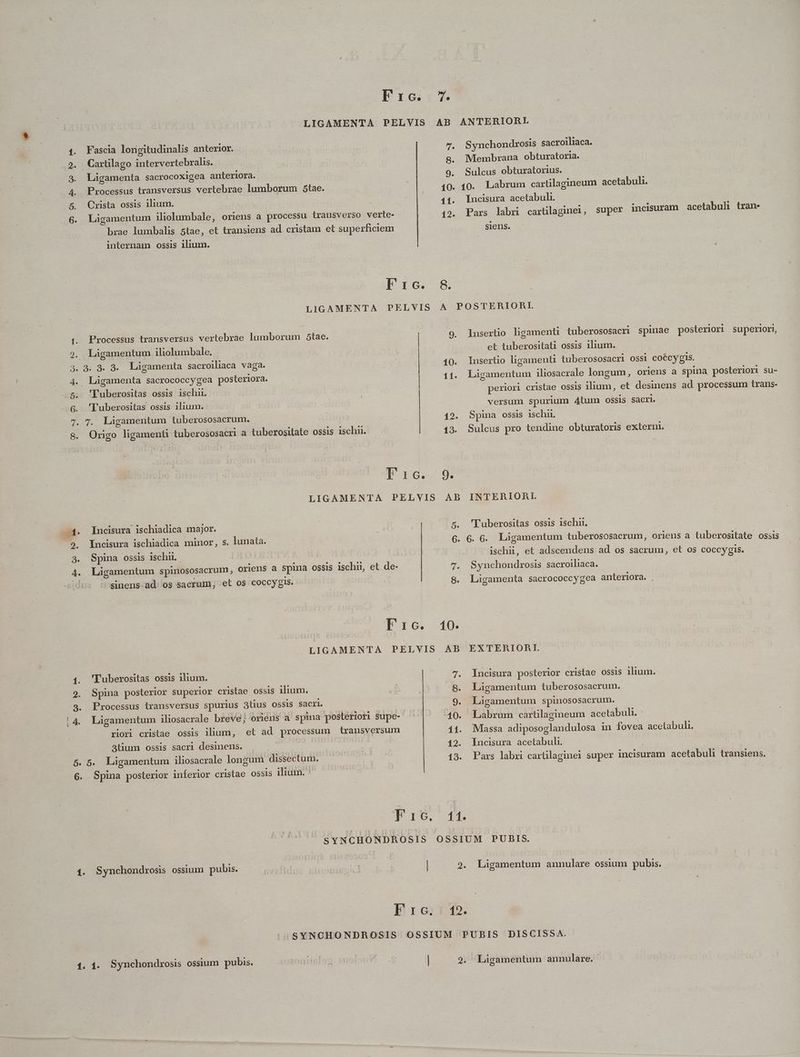p o6oRove MN o Bg Cartilago intervertebralis. Ligamenta sacrocoxigea anteriora. Processus transversus vertebrae lumborum 5tae. brae lumbalis 5tae, et transiens ad cristam et superficiem internam ossis ilium. 8. 9. Synchondrosis sacroiliaca. Membrana obturatoria. 12. Incisura acetabuh. Pars labri cartilaginet, super incisuram acetabulhn tran Processus transversus vertebrae lumborum 5tae. So Ligamenta sacrococcygea posteriora. 'l'uberositas ossis isch. | '['uberositas ossis ilium. o vl 'Tuberositas ossis ilium. n. Spina posterior superior cristae ossis ilium. 8. Processus transversus spurius 3tius OSSIS Sacri. | 9. Ligamentum iliosacrale breve] oriens a spina posteriori supe- 10. riori cristae ossis ilium, et ad processum transversum 11. 3tium ossis sacri desinens. | ! 12. 5. 5. Liügamentum iliosacrale longum dissectum. 13. 6. Spina posterior inferior cristae ossis ilium. ^ Fi6. 11. Soa Qo [CREN Origo ligamenti tuberososacri a tuberositate ossis isch. 9. 10. 1 1. lusertio ligamenti tuberososacri spinae posteriori superiori, et tuberositati ossis ilium. Insertio ligamenü tuberososacri ossi coécygis. Ligamentum iliosacrale longum, oriens a spina posteriori su- periori cristae ossis ilium, et desinens ad processum trans- versum spurium 4tum OSSIS Sacri Spina ossis ischi. Sulcus pro tendine obturatoris externi. Incisura ischiadica major. Incisura ischiadica minor, s. lunata. Spina ossis ischu.. 'Tuberositas ossis ischii. Ligamentum spinososacrum, oriens a spina ossis ischii, et de- 5. sinens.ad. os sacrum; et os coccygis. 9. Fro. 10. ischii, et adscendens ad os sacrum, et OS coccygis. Synchondrosis sacroiliaca. | Ligamenta sacrococcygea anteriora. . EXTERIORI. Incisura posterior cristae ossis ilium. Ligamentum tuberososacrum. | Ligamentum spinososacrum. Labrum cartilagineum acetabul. : Massa adiposoglandulosa in fovea acetabuli. Incisura acetabuli. | Pars labri cartilaginei super incisuram acetabuli transiens. Ligamentum annulare ossium pubis. Ligamentum annulare.