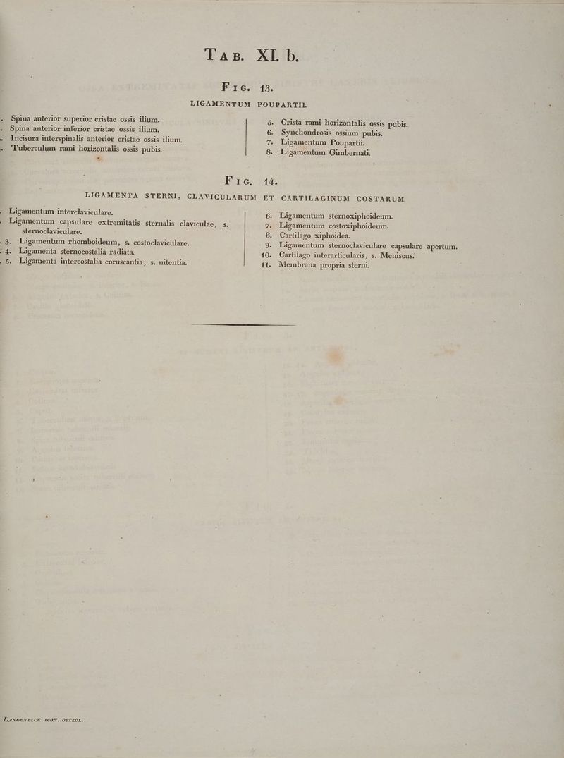 las. XL b. Frc. 13. LIGAMENTUM POUPARTII 5. Crista rami horizontalis ossis pubis. 6. Synchondrosis ossium pubis. 7. Lagamentum Pouparti. Spina anterior superior cristae ossis ilium. Spina anterior inferior cristae ossis ilium. Incisura imterspinalis anterior cristae ossis ilium. Tuberculum rami horizontalis ossis pubis. 8. Lagamentum Gimbernati. * ! Fre. 14. LIGAMENTA STERNI, CLAVICULARUM ET CARTILAGINUM COSTARUM. | Ligamentum interclaviculare. 6. Lagamentum sternoxiphoideum. Ligamentum capsulare extremitatis sternalis claviculae, s. 7. Lagamentum costoxiphoideum. sternoclaviculare. | 9. Carülago xiphoidea. 3. Ligamentum rhomboideum, s. costoclaviculare. .9. Laàgamentum sternoclaviculare capsulare apertum. (4. Ligamenta sternocostalia radiata. 10. Cartilago interarticularis, s. Meniscus: . 56. Ligamenta intercostalia coruscantia, s. nitentia. 11. Membrana propria sterni
