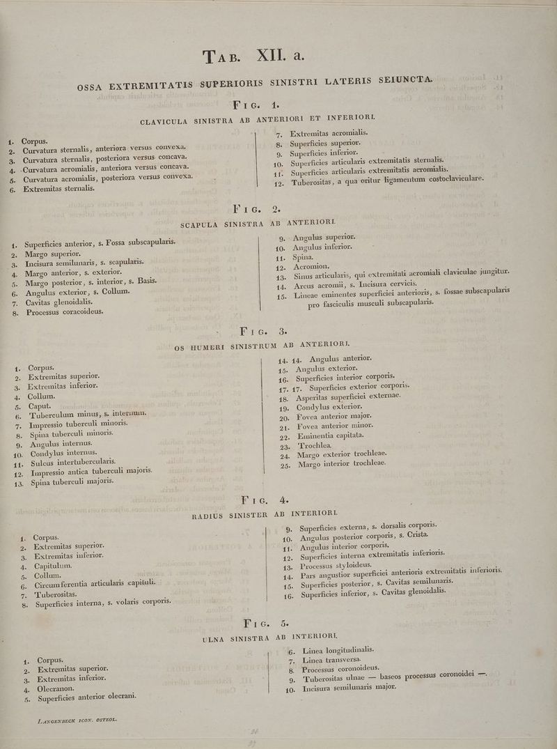 2. à. 4. 5. 6. cR EC m dr i cUm NS. Ex pA RC eA. Re Quote pe Co me Uo c 3ooefpovwe SUE tlm FP r:6. 1; Curvatura sternahs, posteriora versus- concava. Curvatura acromialis, posteriora versus convexa. Extremitas sternalis. Superficies anterior, $. Fossa subscapularis. Margo superior. Incisura semilunaris, s. scapularis. Margo anterior, s. exterior. Margo posterior, s. interior, s. Dasis. Cavitas glenoidalis. Processus coracoideus. ^OS HUMERI Extremitas superior. Extremitas inferior. Collum. Caput. 'l'uberculum minus, s. interimun. Impressio tuberculi minoris. Spina tuberculi minoris. Condylus internus. — Sulcus intertubercularis. Impressio antica tuberculi majoris. Spina tuberculi majoris. Corpus. Exiremitas inferior. Capitulum. Collum. iil Circumferentia articularis capituli. | 'l'uberositas. Superficies interna, s. volaris corporis. E rc. IX: 9. Extremitas acromialis. Superficies superior. Superficies inferior. | | Superficies articularis extremitalis sternalis. Superficies articularis extremitatis acromialis. ANTERIORI. Angulus inferior. Spina. Acromion. Sinus articularis, qui extremitali acromiali claviculae jungitur. Arcus acromii, s. lncisura cervicis. pro fasciculis musculi subscapularis. FP :r6. T1. 14. 15. 16. 17. 18. 19. 20. 21. 22. 29- 24. 25. 4. 9. 10. 11. 12. 13- 14. 16. 5. 14. Angulus anterior. Angulus exterlor. Superficies interior corporis. 17. Superficies exterior corporis. Asperitas superficiei externae. Condylus exterior. Fovea anterior major. Fovea anterior minor. Faninentia capitata. 'Trochlea. Margo exterior trochleae. Margo interior trochleae. Superficies externa, s. dorsalis corporis. Angulus posterior corporis, S. Crista. - Angulus interior corporis. Superficies interna extremitatis inferioris. Processus styloideus. Superficies posterior, S. Cavitas semilunaris. Superficies inferior, s. Cavitas glenoidalis. Corpus. Extremitas superior. Extremitas inferior. Olecranon. Superficies anterior olecrani. LANGENBECK ICON. OSTEOL. oo2né 10. Linea longitudinalis. Linea transversa. Processus coronoideus. 'l'uberositas ulnae — baseos processus cOronoi Incisura semilunaris major. |