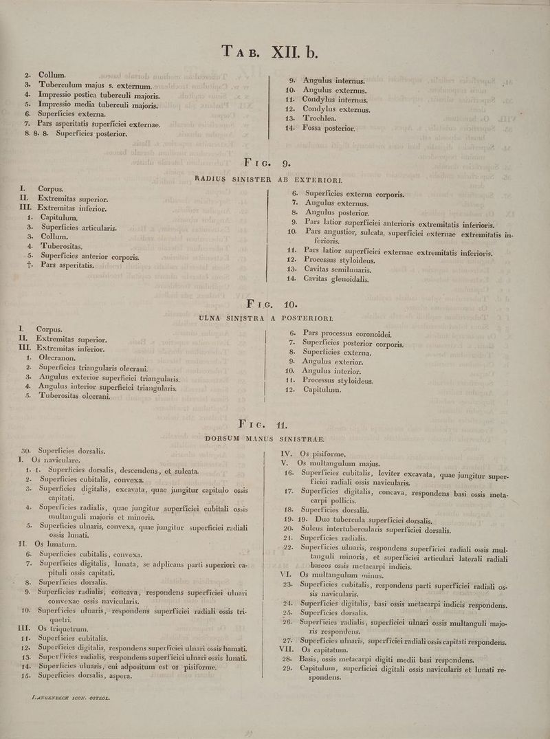 wode. De E 30. Collum. : eTob 'Tuberculum majus s. externum. Impressio postica tuberculi majoris. Impressio media tuberculi majoris. Superficies externa. Pars asperitatis superficiei externae. 9. 10. 11. 12. 13. 14. 9. Corpus. Extremitas superior. Extremitas inferior. Capitulum. Superficies articularis. Collum. luberositas. Superficies anterior corporis. Pars asperitatis. i 6. f 10. Superficies externa corporis. Angulus externus. Angulus posterior. Pars latior superficiei anterioris extremitatis inferioris. Pars angustior, sulcàta, superficiei externae extremitatis in- ferioris. Pars latior superficiei externae extremitatis anfélioiis! Processus styloideus. Cavitas semilunaris, Cavitas glenoidalis. Corpus. E:xtremitas superior. Extremitas inferior. Olecranon. Superficies triangularis olecraui. Angulus exterior superficiei triangularis. Angulus interior superficiei tienglltisis 'T|'uberositas olecrani. ; Superficies dorsalis. E Al. 1. Superficies dorsalis, descendens, et. sulcata. Superficies cubitalis, convexa. Superficies digitalis, excavata, quae jungitur capitulo ossis capitati. | Superficies radialis, quae jungitur superficiei cubitali . ossis multanguli majoris et minoris. Superficies ulnaris, convexa, quae jungitur superficiel radiali ossis lunati. Os lunatum. Superficies cubitalis, convexa. Superficies digitalis, lunata, se adplicans parti superiori ca- pituli ossis capitati. Superficies dorsalis. | | Superficies radialis, concava, respondens superficiei ulnari convexae ossis navicularis. | ! Superficies ulnaris, respondens superficiei radiali ossis tri- quetri. Os triquetrum. Superficies cubitalis. Super ficles valiodis, éspondens superficiei ulnart ossis lunati. Superficies ulnaáris ,; cui adpositum est os pisiforme, Superficies doubt aspera. LANGENBECK ICON. OSTEOL. 6 7. 8. 9 10. j 11. 12. 11. Pars processus coronoidei. Superficies posterior COrporis. Superficies externa. Angulus exterior. Angulus interior. Processus Sty loideus. Capitulum. 16. iUe 18. 19. 20. 21. Do. X Superficies cubitalis, leviter CXGBVAES quae jungitur Super- ficiei radiali ossis navicularis. Superficies digitalis, concava, respondens basi ossis meta- carpi pollicis. Superficies dorsalis. Sulcus intertubercularis superficiei dorsalis. Superficies radialis. Superficies ulnaris, respondens superficiei radiali ossis mul- tanguli minoris, et superficiei articulari laterali radiali baseos. ossis metacarpi indicis. Os multangulum minus. Superficies cubitalis, respondens parti SUIpEPERUNT radiali os- sis navicularis. Superficies digitalis, basi ossis metacarpi indicis HR deib. Superficies d. Superficies radialis, superficiei ulnari ossis multanguli majo- gt respondens. Superficies ulnaris, superficiei radiali ossis capitati respondens. Os capitatum. Dasis, ossis metacarpi digiti medii basi respondens. Capitulum, superficiei digitali ossis navicularis et lunati re- spondens.