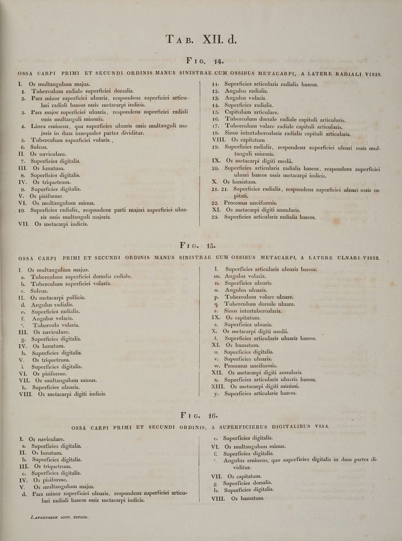 IUUD TRRPTTIUSNIE TR T IEEE NUI. CRM S PREMIT TE T TAANCTHNMEETTONOUNNERUN NUTS Tan. XII. d. Fic. 44. 0884 CARPI PRIMI ET SECUNDI ORDINIS MANUS SINISTRAE CUM OSSIBUS METACARPI, A LATERE RADIALI nn 7 b dg AUN NL An C RTTTPMEPPRTPEONHESSCRONHGNTSRUPMHEU 2 TNFRRMCSRM TN NOR MNTNENS e ASIE 1. 'luberculum radiale sperm dorsalis. 2. Pars minor superficiei ulnaris, respondens superficiei articu- lari radiali baseos ossis metacarpi indicis. 3. Pars major superficiei ulnaris, respondens superficiei radiali ossis multanguli minoris. | 4. Linea eminens, qua superficies ulnaris ossis multanguli ma- joris in duas inaequales partes dividitur. 5. 'luberculum superficiei volaris. , 6. Sulcus. IL. Os naviculare. 7. Superficies digitalis. ]liL Os lunatum. S. Superficies digitalis. IV. Os triquetrum. 9. Superficies digitalis. V. Os pisiforme. Vl. Os multangulum minus. 10. Superficies radialis, respondens part majori superficiei ulna- ris ossis multanguli majoris. VIL Os metacarpi indicis. I. Os multangulum majus. 'T'uberculum superficiei dorsalis radiale. b. 'Tuberculum superficiei volaris. c. Sulcus. | 1I. Os metacarpi pollicis. d. Angulus radialis. e. Superficies radialis. . Angulus volaris. * — 'Pubercula volaria. III. Os naviculare. Superficies digitalis. IV. Os lunatum. h. Superficies digitalis. » i1. Superficies digitalis. VI. Os pisiforme. k. Superficies ulnaris. VIIL Os metacarpi digiti indicis. Y. Os naviculare. a. Superficies digitalis. II. Os lunatum. b. Superficies digitalis. III. Os tnrquetrum. c. Superficies digitahis. V. . Os multangulum majus. d. Pars minor superficiei ulnaris, respondens superficiei articu- LANGENBEGK 1CON. OSTEOL. — —— M ————— n € —BsáÜ qi — M — — M —— Superficies articularis radialis baseos. 12. Angulus radialis. 13. Angulus volaris. 14. Superficies radialis. 15. Capitulum articulare. 16. 'lüberculum dorsale radiale capituli articularis. 17. 'luberculum volare radiale capituli articularis. 18. Sinus intertubercularis radialis capituli articularis. VIII. Os capitatum 19. Superficies radialis, tanguli minoris. IX. Os metacarpi digiti medii. 20. Superficies articularis radialis baseos, respondens superficiei ulnari baseos ossis metacarpi indicis. X. Os hamatum. 21. 21. Superficies radialis, respondens superficiei ulnari ossis ca- pitati. 29. Processus unciformis. XI. Os metacarpi digiti annularis. 28. Superficies articularis radialis baseos. respondens superficiei ulnari ossis mul- ]l. Superficies articularis ulnaris baseos. m. Angulus volaris. n Superficies ulnaris. o. Angulus ulnaris. p. 'Tuberculum volare ulnare. .q. 'Tuberculum dorsale. ulnare. r. Sinus intertubercularis. A. Os capitatum. s. Superficies ulnaris. t. Superficies articularis ulnaris baseos. u. Superficies digitalis. v. Superficies ulnaris. w. Processus unciformis. XII. Os metacarpi digiti annularis. X. Superficies articularis ulnaris baseos, XIII Os metacarpi digiti minimi. y. Superficies articularis baseos. A SUPERFICIEBUS DIGITALIBUS VISA. e. Superficies digitalis. VI. Os multangulum minus. f. Superficies digitalis. * Angulus eminens, quo superficies digitalis in. duas partes di- viditur. | VII. Os capitatum. g. Superficies dorsalis. h. Superficies digitalis.