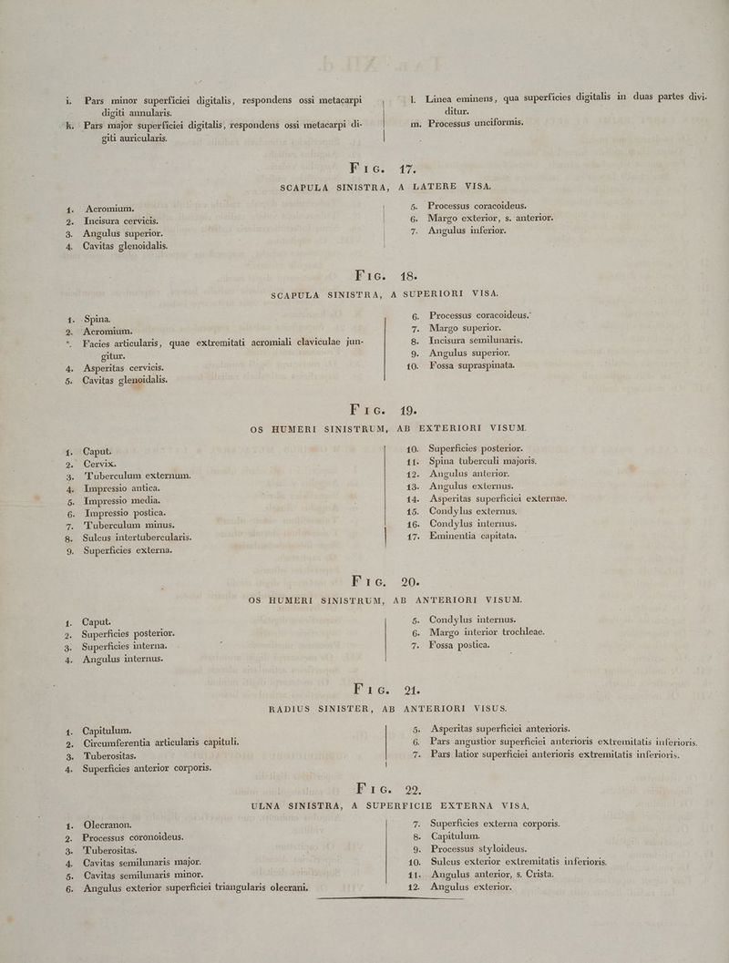 ze D E digiti annularis. Ck. giti auricularis. Acromium. Incisura cervicis. Angulus superior. Cavitas glenoidalis. 1. .Spina. 9. Acromium. ? gitur. 4. Asperitas cervicis. 5. Cavitas glenoidalis. | 1. Caput 9. Cervix. 3. Luberculum externum. 4. Impressio antica. 5. impressio media. .6. Impressio posüca. 7. 'Fuberculum minus. 8. Sulcus intertubercularis. 9. Superficies externa. 1. Caput. 2. Superficies posterior. 3. Superficies interna. 4. Angulus internus. 1. Capitulum. 2. Circumferentia articularis capituli. 3. Tuberostas. — nitd 4. Superficies anterior corporis. 1. Olecranon. 9. Processus coronoideus. 3. 'Fuberositas. 4. Cavitas semilunaris major. 5. Cavitas semilunaris minor. 6. ^|] Linea eminens, qua superficies digitalis in duas partes divi. m. Processus unciformuis. PU e 47. SCAPULA SINISTRA, A LATERE VISA. 5. Processus coracoideus. | 6. Margo exterior, s. anterior. | 7. Angulus inferior. qd ric. 18. SCAPULA SINISTRA, A SUPERIORI VISA. Processus coracoideus. Margo superior. Incisura semilunaris. Angulus superior. 10. Fossa supraspinata. wo qe vu e Pic. 419. OS HUMERI SINISTRUM, AB EXTERIORI VISUM. 10. Superficies posterior. 11. Spina tuberculi majoris. 12. Angulus anterior. 13. Angulus externus. 14. Asperitas superficiei externae, 15. Condylus externus. 16. Condylus internus. 17. Eminentia capitata. | Eie 20. OS HUMERI SINISTRUM, AB ANTERIORI VISUM. 5. Condylus mternus. — 6. Margo interior trochleae. 7. Fossa postica. Pie RADIUS SINISTER, AB ANTERIORI VISUS. 5. Asperitas superficiei anterioris. | 6. Pars angustior superficiei anterioris extremitatis inferioris. - 7. Pars latior superficiei anterioris extremitatis inferioris. Í : xe Ere. 22. ULNA SINISTRA, A SUPERFICIE EXTERNA VISA, 7. Superficies externa corporis. 8. Capitulum. 9. Processus styloideus. | 10. Sulcus exterior extiremitatis inferioris. 11. Angulus anterior, s. Crista. Angulus exterior.