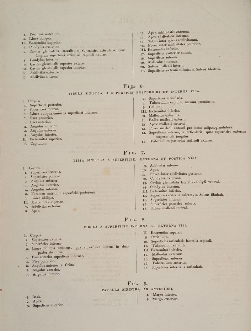 Foramen nutritium. Apex adclivitatis externae. | Apex adclivitatis internae. Sulcus inter apices adclivitatum. Fovea inter adclivitates posterior. Extremitas inferior. | Superficies posterior sulcata. Superficies interna. | Malleolus internus. Sulcus malleoli interni. externa sulcata, s. Sulcus fibularis. Corpus. ds 13. 5. Linea obliqua. 14. ]I. Extremitas superior. 15. 6. Condylus externus. 16. 7. QOavitas glenoidalis lateralis, s. Superficies articularis, quae TII. jungitur superficiei arlüiculari. capituli fibulae. 17. 8. Condylus internus. 18. 9. Cavitas glenoidalis superior externa. 19. 10. Cavitas glenoidalis superior interior. É 20. 11. Adclivitas externa. 91 129. Adclivitas interna. Fig. 6. l. Corpus. | s 4. Superficies posterior. 8. 9. Superficies interna. 9. *. Linea obliqua eminens superficiei iuternae. IL ** Pars posterior. 10 T. Pars anterior. 11. 3. Angulus anterior. 12. 4. Angulus exterior. 13. 5. Angulus interior. 14. .]L Extremitas superior. 6. Capitulum. —— 15. Dac TIBIA SINISTRA A SUPERFICIE, 9. Superficies externa. | 10. Superficies postica. . 11. Angulus anterior. 12. Angulus exterior. | 13. Angulus interior. | 1 4. Foramen nutritium superficiei posterioris. 111. Linea obliqua. 15. Extremitas superior. 16. Adclivitas exterior. 17. Apex. 18. PODES a8 FIBULA A SUPERFICIE INTERNA Corpus. Ep TI. Superficies externa. | 9. Superficies interna. oui 10. Linea obliqua eminens, qua superhcies interna in duas 11. | partes dividitur. — — 11L. Pars anterior superficiei internae. 12. Pars posterior. | 13. Angulus anterior, s. Crista. 44. Angulus exterior. 15. Angulus interior. i Fic. | PATELLA SINISTRA AB Basis. | 4. Apex. 5. : Superficies anterior Superficies articularis. ''uberculum capituli, sursum prominens. Collum. Radix malleoli externi. Apex malleoli externi, Fovea malleoli externi pro massa adiposoglandulosa. Superficies interna, s. articularis, quae superficiei externae corporis tali jungitur. 'Tuberculum posterius malleoli extern. Adclivitas interior. Apex. -— E Fovea inter adclivitates posterior. Condylus externus. | Cavitas glenoidalis lateralis condyli externi. Condylus mternus. Extremitas inferior. Superficies externa sulcata, s. Sulcus fibularis. Superficies anterior. | Superficies posterior, sulcata. Sulcus malleoli interni. ET EXTERNA VISA. Extremitas superior. Capitulum. Superficies articularis lateralis capituli. 'l'uberculum capituli. Extremitas inferior. Malleolus externus. Superficies anterior. 'l'uberculum anterius. Superficies interna S. arüucularis. Margo interior. Margo exterior.