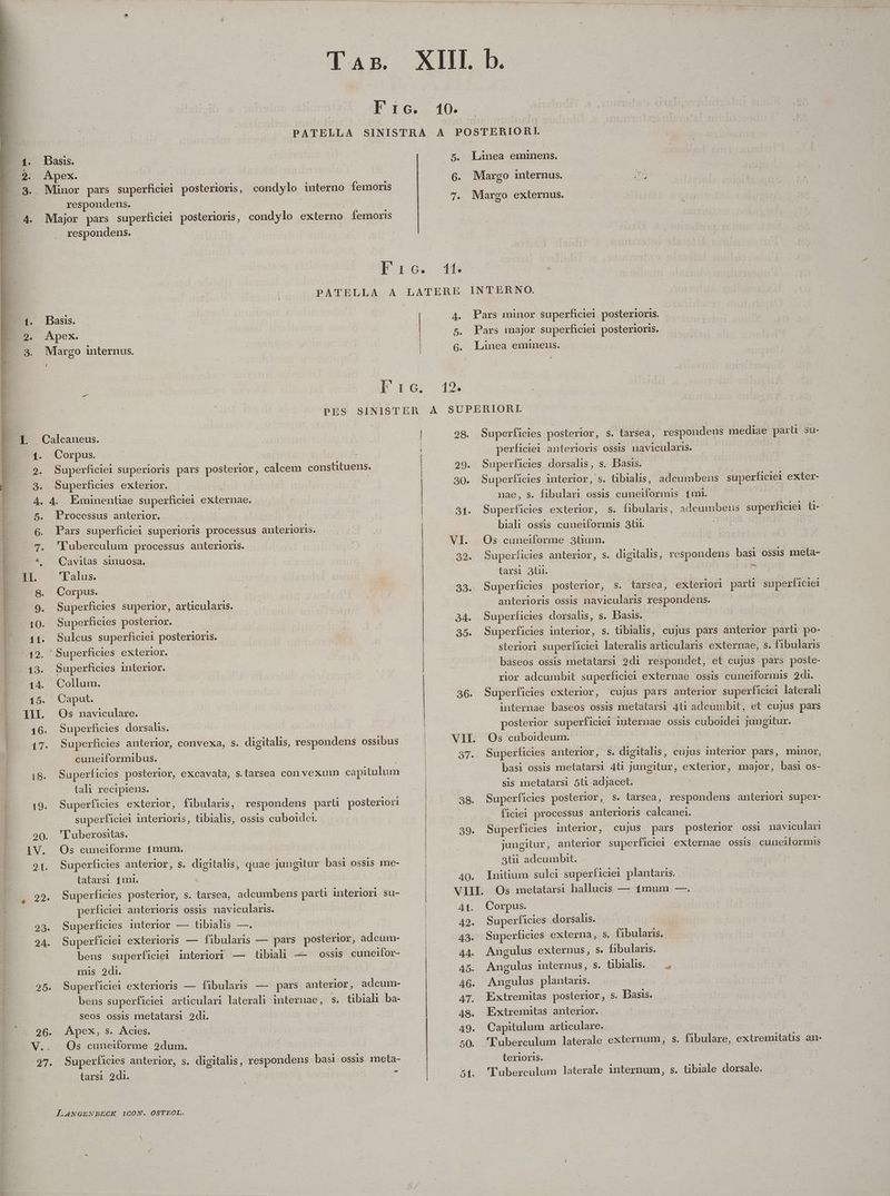 2. 3. zt 5 6 x1 I T AB. respondens. ' condylo externo femoris respondens. Superficiei superioris pars posterior, calcem constituens. Superficies exterior. Processus anterior. Pars superficiei superioris processus anterioris. 'Tuberculum processus anterioris. Cavitas sinuosa. 'l'alus. Corpus. Superficies superior, articulaxis. Superficies posterior. Sulcus superficiei posterioris. Superficies interior. Collum. Caput. Os naviculare. Superficies dorsalis. Superficies anterior, convexa, $. digitalis, respondens ossibus cuneiformibus. | | Superficies posterior, excavata, s.tarsea con vexum capitulum tali recipiens. Superficies exterior, fibulaus, respondens parü posteriori superficiei interioris, tibialis, ossis cuboidei. — 'Tuberositas. Os cuneiforme 1mum. Superficies anterior, s. digitalis, quae jungitur basi ossis me- tatarsi fmi. Superficies posterior, s. tarsea, adcumbens part interiori su- perficiei anterioris ossis navicularis. | Superficies interior — tibialis —. Superficiei exterioris — fibularis — pars posterior, adcum- bens superficiei interiori — tibiah — ossis cuneifor- mis 2di. Superficiei exterioris — fibularis — pars anterior, adcum- bens superficiei arliculari laterali internae, s. tibiali ba- seos ossis metatarsi 2di. Apex, s. Acies. Os cuneiforme 2dum. Superficies anterior, s. digitalis, respondens basi ossis meta- tarsi 2di. | 2 uU ———9 —— — 10. 11. 4. 5. 6. 12. Linea eminens. Margo internus. E Margo externus. Pars minor superficiei posterioris. Pars major superficiei posterioris. Linea eminens. 28. 29. 30. 31. 34. 35. 36. VII. 38. 39. - 40. Superficies posterior, s. tarsea, respondens mediae part su- perficiei anterioris ossis navicularis. | Superficies dorsalis, s. Basis. | Superficies interior, s. tibialis, adcumbeus superficiel exter- nae, s. fibulari ossis cuneiformis fmi. Superficies exterior, s. fibularis, adeumbens superficiei ti- biali ossis cuneiformis 3tu. | Os cuneiforme 3tium. Superficies anterior, s. digitalis, respondens basi ossis meta- tarsi 3t. | | e Superficies posterior, s. tarsea, exteriori part superficiei | anterioris ossis navicularis respondens. Superficies dorsalis, s. Basis. Superficies interior, s. tibialis, cujus pars anterior parüi po- steriori superficiei lateralis articularis externae, s. fibularis baseos ossis metatarsi 2di respondet, et cujus pars poste- rior adcumbit superficiei externae ossis cuneiformis 2di. Superficies exterior, cujus pars anterior superficiei laterali internae baseos ossis metatarsi 4ti adcumbit, et cujus pars posterior superficiei igternae ossis cuboidei jungitur. Os cuboideum. Superficies anterior, s. digitalis, cujus interior pars, minor, basi ossis metatarsi 4ti jungitur, exterior, major, basi os- sis metatarsi 5ti adjacet. | : Superficies posterior, s. tarsea, respondens anteriori super- ficiei processus anterioris calcanei. gs Superficies interior, cujus pars posterior ossi naviculari jungitur, anterlor superficiei externae ossis cuneiformis atii adcumbit. | Initium sulci superficiei plantaris. 41. 42. 43- 44. 495. 46. 4T. 48. 49. 50. Corpus. | Superficies dorsalis. Superficies externa, s. fibularis. Angulus externus, s. fibularis. Angulus internus, s. übials. Angulus plantaris. Extremitas posterior, s. Basis. Extremitas anterior. Capitulum articulare. l'uberculum laterale externum, s. fibulare, extremitaüs an- terioris. 'l'uberculum laterale internum, s. tibiale dorsale.