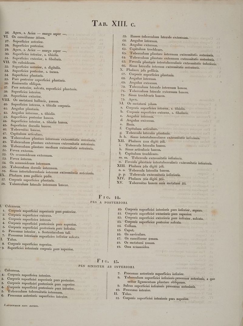 ^ Sa CREE d ssad eget — att aum n mo Br ade hon ipu ai Do alu, a ga a Tas. XIII c. 26. Apex, s. Acies — margo asper —. — 59. Daseos tuberculum laterale externum. E VI. Os cuneiforme 3tium. | | | | 60. Angulus internus. u TETSAL E or. Superficies anterior. | | 61. Angulus externus. 28. Superficies posterior. i . 62. Capitulum trochleare, ule 29. Apex, s. Acies — margo asper —, CT 63. 'Lluberculum plantare internum extremitatis anterioris. 30. Superficies interior, s. tibialis. 64. 'luberculum plantare externum extremitatis. anterioris. 31. Superficies exterior, s. fibularis. | | 65. .Poveola plantaris intertubercularis extremitatis inferioris. VIL. Os cuboideum. | 66. Simus lateralis internus extremitatis anterioris. - E 32. Superficies anterior, s. digitalis. X. Phalaunx da pollicis. .88. Superficies posterior, s. tarsea. 67. Corporis superficies plantaris. 94. Superficies plantaris. | 68.. Angulus internus. | 35. Pars posterior superficiei plantaris. : | 69. Angulus externus, - .836. PEminentia obliqua. . 70. 'lüberculum laterale internum baseos, — 37. Pars anterior, sulcata, superficiei plantaris. 71. 'luberculum laterale externum baseos. 98. Superficies interior. 72. Sinus trochlearis baseos. . 89. Superficies exterior. | | 78. Apex. . VIII. Os metatarsi hallucis, 4mum. : Xl. Os metatarsi 2dum. Corporis superficies interna, s. tibialis. Corporis superhcies externa, s. fibularis. 40. Superficies interna, s. tibialis corporis. a 41. Angulus plantaris. b . 42. Angulus internus, s. tibialis. c. Angulus internus. 43. Superficies posterior baseos. | d. Angulus externus. .44. Superficies interior, s. tibialis baseos, e. Basis. | 45. Superficies dorsalis bascos. | f. Capitulum articulare. .46. luberositas baseos. | deni €. 'lubercula lateralia plantaria. | 47. Capitulum articulare. | h. h. Sinus intertuberculares extremitalis inferioris. 48. 'luberculum plantare internum exiremitalis anlerioris. XII. Phalanx 4ma digiti 2di. Lir i 49. luberculum plantare externum exlremitatis anterioris. | L 'lubercula lateralia baseos. 50. luberculum plantare medium exlremitatis anterioris. k. Sinus articularis baseos. .$1. Povea externa. ! : l. Capitulum trochleare. 52. Os sesamoideum externum. m. m. '[lubercula extremitatis inferioris. 583. Fovea interna. ! n. FPoveola plantaris intertubercularis extremitatis inferioris. 54. Os sesamoideum internum. : XIIL Phalanx 2da digiti 2di. | 55. 'luberculum dorsale internum. o. O0. 'lübercula lateralia baseos. 56. Simus intertubercularis inlernus extiremitalis anterioris. p.p. — luübercula extremitatis inferioris. IX. Phalanx 4ma pollicis pedis. | | XIV. Phalanx 3tia digiti 3tii. | 57. Corporis superficies plantaris. | XV. 'l'uberositas baseos- ossis metatarsi 5ti. 68. 'luberculum laterale internum baseos. | : 1 Fr1c. 44. PES A POSTERIORL [L.. Calcaneus. 10. . Corporis superficiei interioris pars inferior, aspera. I. Talus. 8. Corporis superficies Superior. '*9. Superficiei interioris corporis pàrs superior, 18. Os metatarsi 4mum. 19. Ossa sesamoidea. 1- Corporis superficiei Superioris pars posterior, | 11. Corporis superficiei exterioris pars superior. 2. Corporis superficies externa. | 12. Corporis superficiei exterioris pars inferior, sulcata. . 9. Corporis superficies interna. 13. Corporis superficies posterior sulcata. 4. Corporis superficiei posterioris pars superior. | 14. Collum. 5. Corporis superficiei posterioris pars inferior. 15. Caput. . 6. Processus interior, s. Sustentaculum tali 16. Os naviculare. 7. Processus interioris superficies inferior sulcata. 17. Os cuneiforme 4mum. | | I 16, 15. | | PES SINISTER AB INTERIORI Calcaneus. 7. Processus anterioris superficies inferior. P 44. Corporis superficies interior. | 8. luberculum superficiei inferioris processus anterioris, a quo 2. Corporis superficiei superioris pars posterior. oritur ligamentum plantare obliquum. P pad 9. Corporis superficiei posterioris pars superior. 9. Sulcus superficiei inferioris processus anterioris. 4. Corporis superficiei posterioris pars inferior. . ( 10. Processus interior. 5. 'luberculum tuberositatis internum. | | II. T'alus. 6. Processus anterioris superficies interior, 11. Corporis superficiei interioris pars superior.