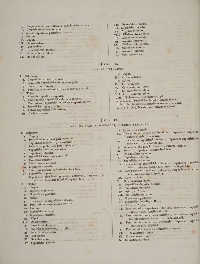 13. Corporis superficies superior. igi 14. Sulcus superficiei posterioris corporis. 15. Collum. 16. Caput. III. |. Os: nàviculare. 17. 'Luberositas. | IV. .Os cuneiforme 1mum. V. | Os cuneiforme 2dum. VI. Os cuboideum. I. Calcaneus. t. Corporis superficies exterior. 2. Eminentia superficiei exterioris corporis. 3. 'TLuberculum minus. 4. Processus anterioris superficies superior, excavata. II. 'lTalus. e | 5. Corporis superficies superior. | 6. Pars superior superficiei exlerloris corporis. . 7. Pars inferior superficiei exterioris corporis, sulcata. 8. Superficies superior coll. .9. Sulcus superficiei inferioris colh. 10. Cavitas sinuosa. ]. Calcaneus. 1. Corpus. LT | | 2. Superficiei superioris pars posterior. 3: Superficiei superioris pars anterior. zu Superficiel posterioris pars superior. 85. Superficies interior, excavala. 6. Superficies exterior. n: Superficie exterioris eminentia. 9. Processus anterior. 9. Sinus tarseus calcanet. 40. Superficies. anterior. .41. Processus mterior, S. Sustentaculum tali. 42. Superficies superior. 5£. 006] | [. Superficies glenoidalis processus anterioris, respondens su- perficie glenoidah inferiori capituli tali. : IL Talus. 13. Corpus. 14 Superficies superior. - 15. Superficies posterior. 16. Sulcus. 17. Pars superior superficiei externae. (8. Pars inferior superficiei externae. 19. Collum. 20. Superficies superior. 21. Superficies exterior. | 29. Caput IH. Os naviculare. 23. Superficies. dorsalis. .- is. 94. Superficies posterior, excavala. . 25. Superficies cea rua ada 296. 'Luberositas. IV. Os cuboideum., ... ...... 27. Superficies posterior. | | 16. | 1- 11. 1 2. IV. V. VI. VII. a. ad. Os metatars 1mum. Superficies dorsalis. Angulus internus. Phalanx £ma pollicis. Superficies dorsalis. Angulus internus. Phalanx 2da pollicis. Superficies dorsalis. Angulus internus. Ossa sesamoidea. Caput. Os cuboideum. Sulcus. | Os naviculare. Os cuneiforme 1mum. Os cuneiforme 2dum. Os cuneiforme 3tium. l'uberositas ossis metatarsi 5ü. a.a. a. Superficies dorsales ossium metatarsi. 17. 28. 29. 30. VII. 44. c. C. Anguli exteriores ossium metatarsi. na m Superficies dorsalis. Pars posterior superficiei interioris, respondens superficiei exteriori ossis navicularis. . pyfoduiao Hi Pars anterior superficiei interioris, respondens superficiel ex: ternae ossis cuneiformis -3tii. Eminentia obliqua, in superficie externa incipiens. Sulcus in superficie externa incipiens. Os cuneiforme 1mum. Superficies interior. Superficies posterior. | Pars anterior superficiei exterioris, respondens superficie laterali internae baseos ossis metatarsi digiti 2di. Pars posterior superficiei exterioris, respondens superficie interiori ossis cuneiformis 2di | Apex, s. Ácies. Os cuneiforme 2dum. Superficies dorsalis, s. Basis. Superficies posterior. Apex, s. ÁAcies. Superficies posterior. Superficies dorsalis, s. Basis. - Apex, s. Acies. | Pars posterior superficiei interioris, respondens superficie exteriori ossis cuneiformis 2di. x | Pars anterior superficiei interioris, respondens superfici? laterali exteriori baseos ossis metatarsi 2di. interiori ossis cuboidei. 47. Pars anterior superficiei exterioris, aspera. VIII. Os metatarsi 1mum. * IX. Os metatarsi 2dum.