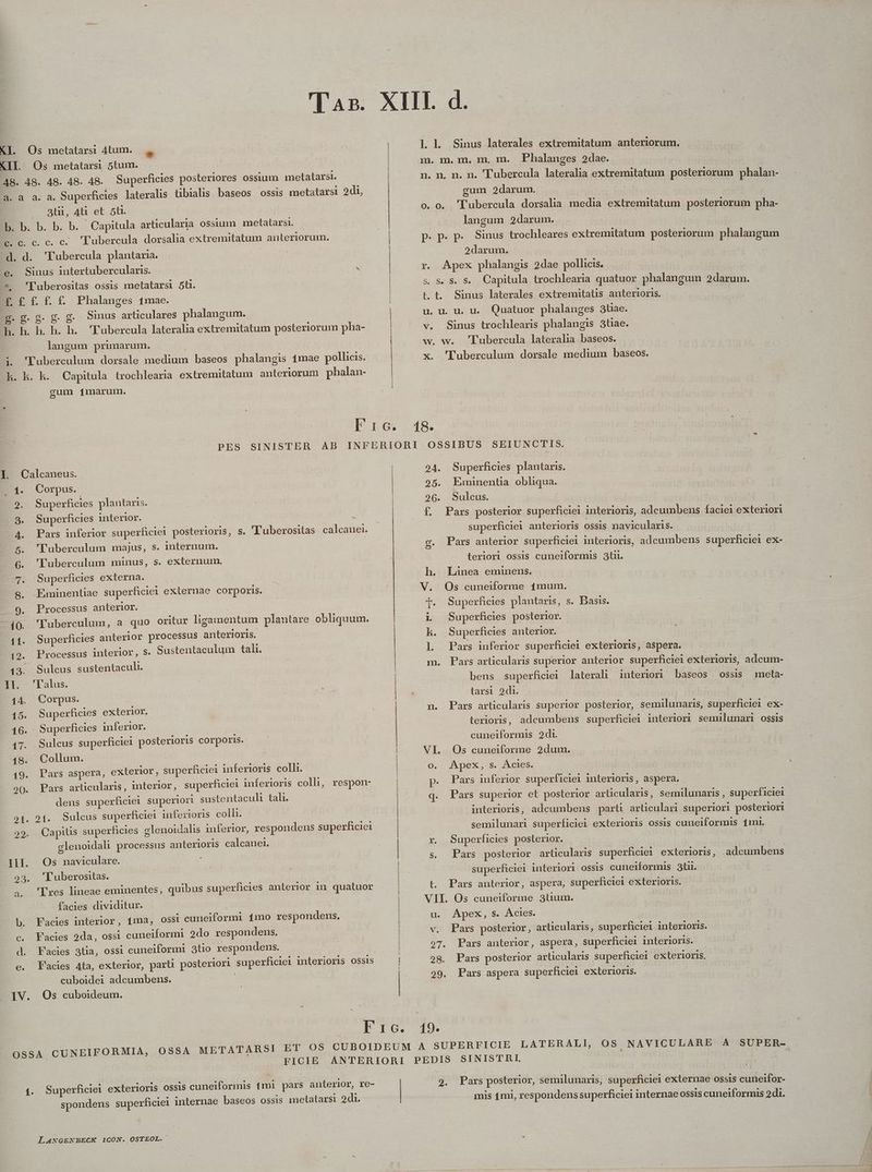 qom KI. Os metatarsi 4tum. XII. Os metatarsi 5tum. - A8. 48. A8. 48. 48. Superficies posteriores ossium metatarsi. NES a.a. Superficies lateralis tibialis baseos ossis metatarsi 2di, | 8tii, 4t et 5t. | b. b. b. b. b. Capitula articularia ossium metatarsi. Bc. c. c. c. Tubercula dorsalia extremitatum anteriorum. d. d. 'Fubercula plantaria. e. Sinus intertubercularis. |  * 'Puberositas ossis metatarsi 5ü. £ £ £ £ f£. Phalanges 1mae. g. g. g. €. g. Sinus arliculares phalangum. h. h. h. hb. h. 'Tubercula lateralia extremitatum posteriorum pha- langum primarum. | i. 'Puberculum dorsale medium baseos phalangis 1mae pollicis. kh. kh. kh. Capitula trochlearia extremitatum anteriorum phalan- gum 1marum,. |l. L Sinus laterales extremitatum anteriorum. m. m. m. m. m. Phalanges 2dae. n. n. n. n. 'Tubercula lateralia extremitatum posteriorum phalan- gum 2darum. o. o. 'Lubercula dorsalia media extremitatum posteriorum pha- langum 2darum. p. p. p. Sinus trochleares extrenitatum posteriorum phalangum 2darum. r. Apex pbhalangis 2dae pollicis. s. S. $. S. Capitula trochlearia quatuor phalangum 2darum. t. t. Sinus laterales extremitatis anterioris. | u. u. u. u. Quatuor phalanges 3tae. v. Sinus trochlearis phalangis 3tiae. w. w. 'Lubercula lateralia baseos. x. 'Tuberculum dorsale medium baseos. 18- [. Calcaneus. ..4. Corpus. 9. Superficies plantaris. 3. Superficies interior. ; A4. Pars inferior superficiei posterioris, s. l'uberositas calcanei. 5. 'TPuberculum majus, s. internum. | 6. 'Puberculum minus, s. externum. 7. Superficies externa. 9. Eminentiae superficiei exlernae corporis. 9. Processus anterior. | | - 40. 'Fuberculum, a. quo oritur ligamentum plantare obliquum. 11. Superficies anterior processus anterioris. 12. Processus interior, S. Sustentaculum tali. 43. Sulcus sustentaculi. II. 'Falus. 14. Corpus. 15. Superficies exterior, 16. Superficies inferior. 17. Sulcus superficiei posterioris corporis. 18. Collum. 19. Pars aspera, exterior, superficiei inferioris colli. 90. Pars articularis, interior, superficiei inferioris colli, respon- dens superficiei superiori sustentaculi tali. E514. 9f.. oulcus superficiei inferioris colli. 29. QCapiüs superficies glenoidalis inferior, respondens superficiei : glenoidah processus anterioris calcanei. 11I. Os naviculare. - 93, 'Luberositas. a. Eres lineae eminentes, quibus superficies anterior in quatuor facies dividitur. Facies interior, 1ma, OSSl cuneiformi 1mo respondens. c.. Facies 2da, ossi cuneiformi 2do respondens. d. Facies 3tia, ossi cuneiformi 3tio respondens. | e. Facies 4ta, exterior, parti posteriori superficie interioris ossis cuboidei adcumbens. . YV. Os cuboideum. 24. Superficies plantaris. 25. Emimnentia obliqua. 26. Sulcus. f. Pars posterior superficiel interioris, adcumbens faciei exteriori superficiei anterioris ossis navicularis. c. Pars anterior superficiel interioris, adcumbens superficiei ex- teriori ossis cuneiformis 3tii. h. Linea eminens. V. Os cuneiforme 14mum. —1l . Superficies plantaris, s. Basis. i Superficies posterior. k. Superficies anterior. |l. Pars inferior superficiel exterioris, aspera. m. Pars articularis superior anterior superficiei exterioris, adcum- bens superficiei laterali interiori baseos ossis meta- larsi 2di. | n. Pars articularis superior posterior, semilunaris, superficiei ex- terioris, adcumbens superficiei interiori semülunari ossis cuneiformis 2di. VI. Os cuneiforme 2dum. o. . Apex, s. Ácies. p. Pars inferior superficiei interioris , aspera. q. Pars superior et posterior articularis, semilunaris , superficiei interioris, adcumbens parti articulari superiori posteriori semilunan superficiei exterioris ossis cuneiformis 1mi. r. Superficies posterior. | .s. Pars posterior articularis superficiei exterioris, adcumbens superficiei interiori ossis cuneiformis 3t. t. Pars anterior, aspera, superficiei exterioris. VII. Os cuneiforme 3tium. u. Apex, S. Ácies. | v. Pars posterior, articularis, superficiei interioris. 97. Pars anterior, aspera, superficiei interioris. 28. Pars posterior articularis superficiei exterioris. 29. Pars aspera superficiei exterioris. 4. Superficiei exterioris ossis cuneiformis tmi pars anterior, re- spondens superficiei internae baseos ossis metatarsi 2di. LANGENBECK 1CON. OSTEOL. 9. Pars posterior, semilunaris, superficiei externae ossis cuneifor- mis 1mi, respondens superficiei internae ossis cuneiformis 2di. AJ LT