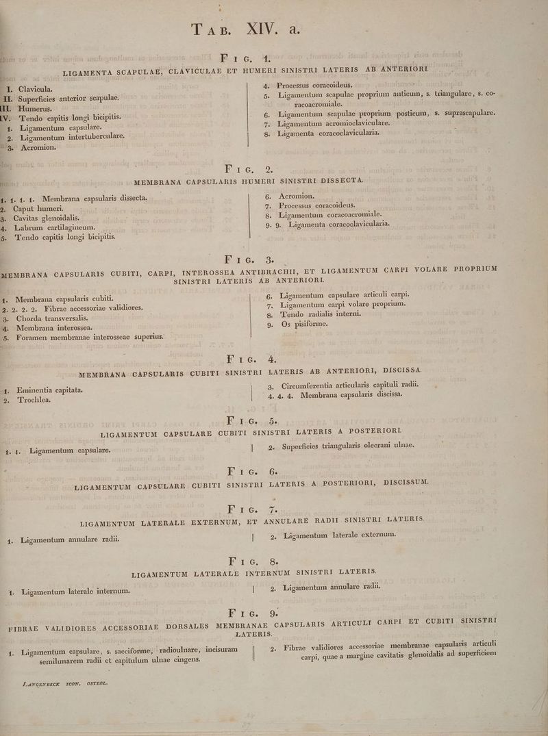 , . LIGAMENTA SCAPULAE; OLAVIOULAE ET HUMERI SINISTRI LATERIS AB ANTERIORI I. Clavicula. | He 4. Processus coracoideus. : Hu. Superficies anterior scapulae. | 5. Ligamentum scapulae proprium anticum, s. tiangulare ; 3. 0- [I]. Humerus. rp] racoacromiale. | IV. 'Pendo capitis longi bicipitis. . 6. Làgamentum scapulae proprium posticu um, S. suprascapulare. 1. Ligamentum capsulare. | 7. Ligamentum acromioclaviculare. | - 2. Ligamentum intertuberculare. 8. Ligamenta coracoclavicularia. 1 ^38. Acromion. | E iro Inn G .^MEMBRANA CAPSULARIS HUMERI SINISTRI DISSECT A. 1. 1. 1. 1. Membrana capsularis dissecta. | 6. Acromion. 9. Caput humen. | | 7. Processus coracoideus. 8. Cavitas glenoidalis. 8. Ligamentum coracoacromiale. 4. Labrum carülagimeum. 9. 9. Ligamenta cor 'acoclavicularia. 5. 'Llendo capitis longi bicipitis. jac. 3. MEMBRANA CAPSULARIS CU BITI, CARPI, INTEROSSEA ANTIBRACHII, ET LIGAMENTUM CARPI VOLARE PROPRIUM SINISTRI LATERIS AB ANTERIORI. | 1. Membrana capsularis cubiti. 2. 9. 9. 2. Fibrae accessoriae validiores. 3. Chorda transversalis. Wr o£ 4. Membrana interossea. | 5. Foramen membranae interosseae superius. Ligamentum capsulare articuli carpi. Ligamentum carpi volare proprium. 'endo radialis interm. Os pisiforme. oeouo E16. A MEMBRANA CAPSULARIS CUBITI SINISTRI LATERIS AB ANTERIORI, DISCISSA. 1. Limimentia capitata. 3. Circumferentia articularis capituli radii. 9. 'lrochlea. 4. 4. 4. Membrana capsularis discissa. DNA D LIGAMENTUM CAPSULARE CUBITI SINISTRI LATERIS À POSTERIORI 1. 4. Làgamentum capsulare. Rei rue | 2. Super fficies triangularis olecrani ulnae. Pro LIGAMENTUM CAPSULARE CUBITI SINISTRI LATERIS A POSTERIORI, DISCISSUM. IU x4. 208. LIGAMENTUM LATERALE EXTERNUM, ET ANNULARE RADII.SINISTRI LATERIS. 1. Ligamentum annulare radi. | 2. Ligamentum laterale externum. FE16...8, LIGAMENTUM LATERALE INTERNUM SINISTRI LATERIS. .1. Ligamentum laterale internum. : | 9. Ligamentum annulare radii, Fro. 9. | FIBRAE VABIMIORES ACCESSORIAE DORSALES MEMBRANAE CAPSULARIS ARTICULI CARPI ET CUBITI. SINISTRI gon | | 1. Ligamentum capsulare, s. saccifodiMen .radioulnare, incisuram 2. Fibrae dies accessoriae membranae capsularis articuli semilunarem radu et capitum ulnae cingens. | carpi, quae a margine cavitatis glenoidalis ad superficiem