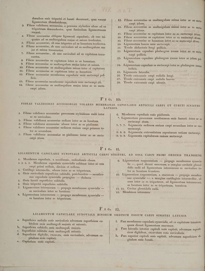 D Ó. en f£ 2. A 3. 4. gm e. dorsalem ossis triquetri et lunati decurrunt, quas vocant ligamentum rhomboideum. | | | Fibrae validiores accessoriae, a processu styloideo ulnae ad os triquetrum descendentes, quas funiculum ligamentosum vocant. ! quetro ad os multangulum majus et minus tendentes. librae accessoriae, ab osse triquetro ad os hamatum tendentes, Fibrae accessoriae, ab osse naviculari ad. os multangulum ma- jus et minus transeuntes. | Fibrae accessoriae, ab osse naviculari ad oS capitatum trans- euntes. Fibrae accessoriae os capitatum inter ac os hamatum. Fibrae accessoriae os multangulum majus: inter et minus. Fibrae accessoriae os multangulum minus inter et capitatum. F'ibrae accessoriae os capitatum inter ac hamatum. | librae accessoriae membranae capsularis ossis metacarpi pol- licis. x s Fibrae accessoriae membranae capsularis ossis metacarpi 5ti. Fibrae accessoriae os multangulum majus inter ac os meta- carpi 2dum. RE C. Fibrae validiores accessoriae processum styloideum radii inter ac os naviculare. | Fibrae validiores accessoriae radium inter ac os lunatum. Fibrae validiores accessoriae ulnam inter ac os pisiforme. Fibrae validiores accessoriae ordinem ossium carpi priorem in- ler ac secundum. Fibrae validiores accessoriae os pisiforme. intér' ac os ineta- carpi 5tum. P r c. Membrana capsularis, s. sacciformis, radioulnaris clausa. carpi primi ordinis, discissa et reflexa. Cartlago intermedia, ulnam inter ac os triquetrum. Ossis navicularis superficies cubitalis, perichondrio — membzra- nae capsularis synovialis propagine — obducta. Ossis lunati superficies cubitalis. Ossis triquetri superficies cubitalis. Ligamentum interosseum — propago membranae synovialis — os naviculare inter ac lunatuim. Tu Eae. Ligamentum interosseum — propago membranae synovialis — os lunatum inter ac iriquetrum. [280 E 15. Fibrae accessoriae os multangulum minus inter ac os met, | Cpl 2dURh rib. LIPIENSEREUE] 16. Fibzae accessoriae os multangulum minus inter ac os meta. carpi 3tium. lsivai) 3 17. Fibrae accessoriae os capitatum inter ác os metacarpi. 3tium, 18. Fibrae accessoriae os capitatum inter ac os metacarpi 4tum, 19. Fibrae accessoriae os hamatum inter ac'os metacarpl 4tum,. 20. Ligamentum baseos ossis metacarpi. *. | 21. 'lendo abductoris longi pollicis. | Lrlead (i 22. Lagamentum capsulare phalangem 1mam inter.ac os meta. carpi pollicis. | 23. Lagamentum capsulare phalangem 1mam inter ac 2dam pol. licis. - | 24. Ligamentum capsulare os metacarpi inter ac phalangem 4mag indicis. - | ' 25. Lagamenta lateralia.. | 26. 'lendo extensoris carpi radialis longi. 27. 'Vendo extensoris carpi radialis brevis. 28. 'Fendo extensoris carpi ulnaris. 10. ET CUBITI SINISTRI 6. Membrana capsularis ossis pisiformis, *. Ligamentum processum unciformem ossis haimati inter ac o |. . metacarpi 5tum. | Làgamenta ordinem ossium carpi secundum inter ac ossa da fe die | metacarpi. 8. 8. 8. Ligamenta extremitatum superiorum ossium metacarpi. 9. 9. 9. Ligamenta capitulorum ossium metacarpi. 11. AD OSSA CARPI PRIMI ORDINIS TRANSIENS. 9. Ligamentum suspensorium — propago membranae synovia- lis —, quod. dicunt. mucosum, a margine cavitatis glenoi- dalis radii ad hgamentum interosseum os naviculare in- ter ac lunatum transiens. 10. Lagamentum suspensorium, s. mucosum — propago membra- | uae synovialis —, a margine cartilaginis intermediae , ul nam inter ac os triquetrum, ad ligamentum interosseum, os lunatum inter ac os iriquetrum, transiens. 11. 11. Cavitas glenoidalis radii. 12. Membrana interossea. 12. Superficies radialis ossis navicularis adversum superficiem cu- bitalem ossis multanguli majoris et minoris. Superficies cubitalis ossis multanguhD majoris. Superficies cubitalis ossis multanguli minoris. | Puperficies digitalis, excavata, ossis navicularis, adversum ca- pitulum ossis. capitati, Lov | Capitulum ossis. capitati. £. Pars membranae capsularis synovialis, ad os capitatuur transiens, | quam dicunt ligamentum mucosum. g. Fars lateralis interior capituli ossis capitati, adversum superfr | ciem digitalem, excávatam ossis navicularis. h. Pars superior capituli ossis capitali, adversum superficiem dr gitalem ossis. lunati.. :