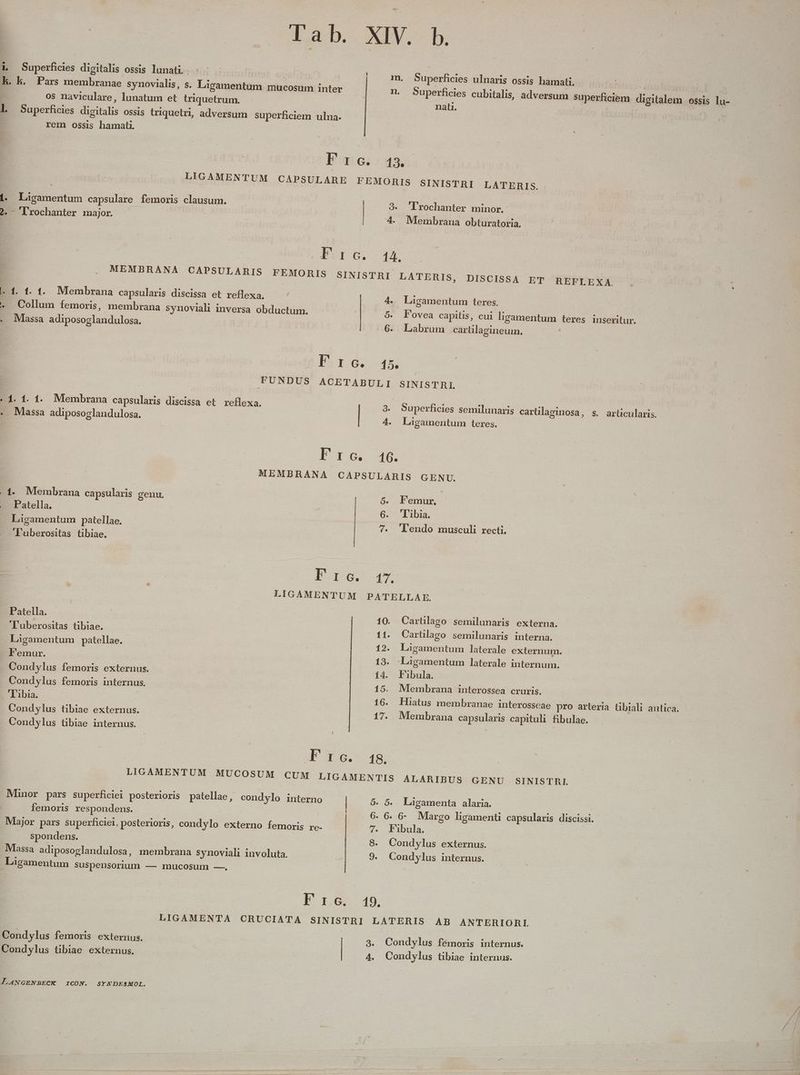 . EL £ab. XIV. b m. Superficies ulnaris ossis hamati, - distro cubitalis, adversum superficiem digitalem ossis ? Euao: 4x LIGAMENTUM CAPSULARE FEMORIS SINISTRI LATERIS. 3. 'lrochanter minor. 4. Membrana obturatoria, CMETG.. LE Patella. Patella. Temur. lL'ibia. 9. Fovea capitis, cui ligamentum teres inseritur. 6. Labrum cartilagineum. | Por 4s FUNDUS ACETABULI SINISTRI 3. Superficies semilunaris carülaginosa, s. articularis. 4. Lagamentum teres. MEMBRANA CAPSULARIS GENU, 5. Femur. 6. 'Libia. 7. 'lendo musculi recti. Eorss 1e LIGAMENTUM PATELLAE. 10. Carülago semilunaris externa. 11. Cartülago semilunaris interna. 12. Lagamentum laterale externum. 13. -Ligamentum laterale internum. i4. Fibula. 15. Membrana interossea cruris. 16. Hiatus membranae interosseae pro arteria tibiali antica. 17. Membrana capsularis capituli fibulae. [] ET Gr f9. LIGAMENTUM MUCOSUM CUM LIGAMENTIS ALARIBUS GENU SINISTHRI. Minor pars superficiei posterioris patellae, condylo interno | 6. 5. Laügamenta alaria. femoris respondens. | 6. 6. 6- Margo ligamenti capsularis discissi. Major pars superficiei, posterioris, condylo externo femoris re- -. 7. Fibula. spondens. 8. Condylus externus. Massa adiposoglandulosa, membrana synoviali involuta. Lr 9. Condylus internus. Ligamentum Suspensorium — mucosum —., | Ene 19. J.ANGENBECK ICON. SYNDESMOL. LIGAMENTA CRUCIATA SINISTRI LATERIS AB ANTERIORI. 3. Condylus femoxis internus. 4. Condylus tibiae internus. lu-