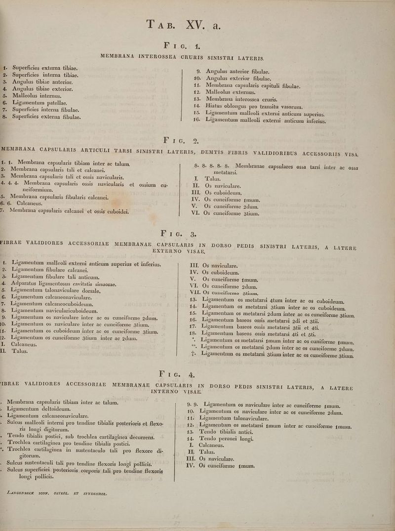 E Le: | MEMBRANA INTEROSSEA CRURIS SINISTRI LATERIS. -4. Superficies externa tibiae. | 9. Superficies interna tibiae. Angulus tibiae anterior. 4. Angulus tibiae exterior. 5. Malleolus internus. 6. Laigamentum patellae. 7. Superficies interna fibulae. .8. Superficies externa fibulae. 9. Angulus anterior fibulae. 10. Angulus exterior fibulae. | 11. Membrana capsularis capituli fibulae. 12. Mlalleolus externus. 13. Membrana interossea cruris. 14. Hiatus oblongus pro transitu. vasorum. 15. Ligamentum malleoli externi anticum superius. 16. Laigamentum malleoli externi anticum inferius. T rg -* 1. 1. Membrana capsularis tibiam inter ac talum. 8. 8. 8. 8. 8. Membranae capsulares ossa tarsi iuter ac ossa 29. Membrana capsularis tali et calcanei. metatarsi. 3. Membrana capsularis tali et ossis navicularis. L -lalos 4. 4. 4. Membrana capsularis ossis navicularis et ossium cu- Il. Os naviculare. | neiformium. ! IIL Os cuboideum., 5. Membrana capsularis fibularis calcanei. IV... Os cuneiforme 14mum. 6. 6. Calcaneus. | V. Os cuneiforme 2dum. 7. Membrana capsulàris calcanei et ossis cuboidei. VI. Os cuneiforme 3tium. ET: 5 FIBRAE VALIDIORES ACCESSORIAE MEMBRANAE CAPSULARIS IN DORSO PEDIS SINISTRI LATERIS, A JLATERE | | EXTERNO VISAE, Ligamentum malleoli externi anticum superius et inferius. Ligamentum fibulare calcanei. d Ligamentum fibulare tali anticum. 1 IIL Os naviculare. 2 Ó -4. Adparatus ligamentosus cavitatis sinuosae. ó 6 IV. Os cuboideum. V. Os cuneiforme 14mum. VI. Os cuneiforme 2dum. V LI. Os Cuiiciformo 29tliurm, 13. Ligamentum os metatarsi 4tum inter ac os cuboideum. 14. Lagamentum os metatarsi atium inter ac os cuboideum. Ligamentum t1alonaviculare dorsale, Ligamentum calcaneonaviculare. 7. Làgamentum calcaneocuboideum. 8. Ligamentum navicularicuboideum. 15. Ligamentum os metatarsi 2dum inter ac os cuneiforme 3tium. 9. Laàgamentum os naviculare inter ac os cuneiforme 2dum. 16. Ligamentum baseos ossis metatarsi 2di et atii. | (0. Ligamentum os naviculare inter ac cuneiforme 3lium. 17. Ligamentum baseos ossis metatarsi 3tii et 4ti, 4. Ligamentum os cuboideum inter ac os cuneiforme 3tium. | 18. Ligamentum baseos ossis metatarsi 4ti et 5ti. | 12. Lagamentum os cuneiforme 3tium inter ac 2dum. ^ Làgamentum os metatarsi 1mum inter ac os cuniforme 1mum. 1. Calcaneus. er ^ Ligamentum os metatarsi 2dum inter ac os cuneiforme 2dum.. EL Fálus. | : ]- Laügamentum os metatarsi 3tium inter ac os cuneiforme 3tium. I^rt6.^ A. IBRAE VALIDIORES ACCESSORIAE MEMBRANAE CAPSULARIS IN DORSO PEDIS SINISTBRI LATERIS, A LATERE | €— INTERNO VISAE. Membrana capsularis tibiam inter ac talum. | 9. 9. Ligamentum os naviculare inter ac cuneiforme mum. p . Ligamentum deltoideum. 10. Liügamentum os naviculare inter ac os cuneiforme 2dum. » Ligamentum calcaneonaviculare. 11. Lagamentum talonaviculare. - -Suleus malleoli interni pro tendine tibialis posterioris et. flexo- 12. Ligamentum os metatarsi 4mum inter ac cuneiforme 4mum. rs longi digitorum. 13. 'lendo tibialis antici. . endo tibialis postici, sub. trochlea cartilaginea decurrens. 14. 'l'endo peronei longi. - 'Frochlea caxtilaginea pro tendine tibialis postici. I. Calcaneus. *, 'Trochlea caxtilaginea in sustentaculo tali pro flexore di- IL Falus. gitorum. III. Os naviculare. Sulcus sustentaculi tali pro tendine flexoris longi pollicis. longi polhcis. LANGENZECK 1CON, OSTEOL. ET SrYNDESMOL. Os cuneiforme 4mum.