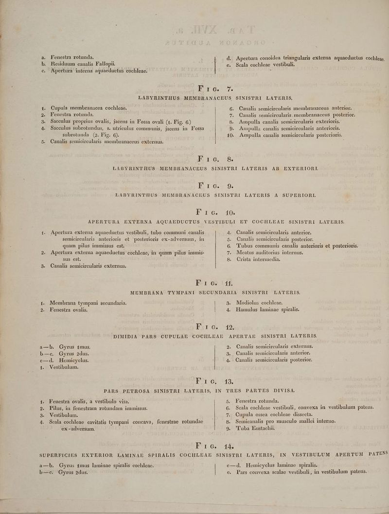 a. Fenestra rotunda. : | d. Apertura conoidea triangularis externa aquaeductus cochleae, b. Residuum canalis F allopi. | | | €. Scala cochleae vestibuli, eM Apertura interna aquaeductus cochleae. ! | | 3 | IFrG 7. LABYRINTHUS MEMBRANACEUS SINISTRI LATERIS, 1. Cupula membranacea cochleae. ! 3 .6. Canalis semicircularis membranaceus. anterior. 29. Fenestra rotunda. | | 7. Canalis semicircularis. membranaceus posterior. 3. Sacculus proprius ovalis, jacens in Fossa ovali (1. Fig. 6) .8. Ampulla canalis semicircularis exterioris. 4. Sacculus subrotundus, s. utriculus commnnis, jacens in Fossa 9. Ampulla canalis semicircularis anterioris. subrotunda (2. Fig. 6). - 10. Ampulla canalis semicircularis posterioris. 5. Canalis semicircularis membranaceus externus. F |o. 54 LABYRINTHUS MEMBRANACEUS SINISTRI LATERIS AB EXTERIORI. I-1 6.- 9. LABYRINTHUS MEMBRANACEUS SINISTRI LATERIS A SUPERIORI. APERTURA EXTERNA AQUAEDUCTUS VESTIBULI ET COCHLEAE SINISTRI LATERIS. 1. Apertura externa aquaeductus vestibuli, tubo communi canalis 4. Canalis semicircularis anterior. semicircularis anterioris et posterioris ex-adversum, in 5. Canalis semicircularis posterior. | quam pilus immissus est. | 6. 'lubus communis canalis anterioris et posterioris. | | 2. Apertura externa aquaeductus cochleae, in quam pilus immis- 7. Mleatus auditorius internus. sus est. | 8. Crista intermedia. 3. Canalis semicircularis externus. D*r eo 115. MEMBRANA TYMPANI SECUNDARIA SINISTRI LATERIS. t. Membrana tympani secundaria. | 3. Mlodiolus cochleae. 2. Fenestra ovalis. | | 4. Hamulus laminae spiralis. Lir. 1$ DIMIDIA PARS CUPULAE COCHLEAE APERTAE SINISTRI LATERIS. a—b. Gyrus tmus. 9. Canalis semicircularis externus. b—c. Gyrus 2dus. 3. Canalis semicircularis anterior. c—d. Hemicyclus. | 4. Canalis semicircularis posterior. 1. Vestibulum. Pe 543. PARS PETROSA SINISTRI LATERIS, IN TRES PARTES DIVISA. 1. Fenestra ovalis, a vestibulo visa. 5. Fenestra rotunda. 2. Pilus, in fenestram rotundam immissus. 6. Scala cochleae vestibuli, convexa in. vestibulum patens. 3. Vestibulum. 7. Cupula ossea cochleae dissecta. 9 9 4. Scala cochleae cavitatis tympani concava, fenestrae rotundae. . Semicanalis pro musculo mallei interno. ex - adversum, . 'Tuba Eustachn. Fr ói 14. : SUPERFICIES EXTERIOR LAMINAE SPIRALIS COCHLEAE ut LATERIS, IN VESTIBULUM APERTUM PATENS a—b. Gyrus 1mus laminae spiralis cochleae. POM Hemticyclus laminae spiralis. b—c. Gyrus 2dus.- e. Pars convexa scalae vestibuli, in vestibulum patens. arsi eu MEI er