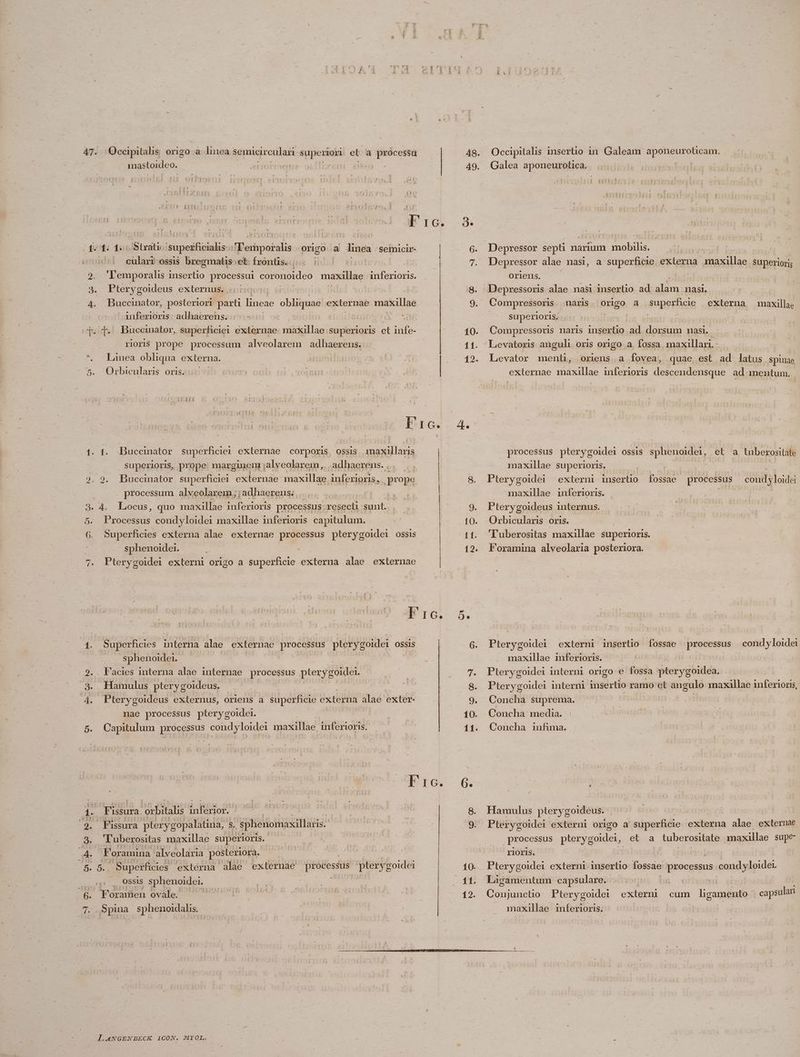 47. Occipitalis origo a Iinea semicirculari superiori et a MOM iastoideo. pia cp eu Ee | ES 1. 1: | JStesitioi supeificialis ise aul: McST a linea semicir- cularr-ossi$ bregmatis^ et: frontis.:;:.- 2110] 2. 'lemporalis insertio PAN coronoideo maxillae inferioris. d. Pterygoideus externus. suiit; os | | | 4. Buccinator, posteriori parti lineae obliquae externae maxillae anferioris adhaerens. T | [. T. Buccimator, superficiei externae daitelion superioris et infe- rioris prope processum alveolarem adhaerens. *. -Lanea obliqua externa. | 5.. Orbicularis oris. ris $5 RÀ E superficie externae corporis, ossis. maxallaris adhaerens. .. 1. t. Buccinator superioris, prope marginem ; .alveolarem, processum alveolarem;;adhaerens. . s . 4. Locus, quo maxillae S peuolts processus: Yesech sunt. a Pad condyloidei maxillae inferioris. capitulum. G. Superficies externa alae externae processus pterygoidei ossis sphenoidei. | A. Pterygoidei externi origo a superficie externa alae externae 1. Superficies interna alae externac processus pterygoidei OSSIS sphenoidei. | 2. F'acies interna alae internae processus pterygoidei. 8. Hamulus ptery goideus. | 4. Pterygoideus externus, oriens a superficie externa alae exter- nae processus pterygoidei. | | 5. Capitulum processus condyloidei maxillae inferioris. E atit ico CSV UN Püssura. pterygopalatina, | s. sphenomaxillaris. | 'luberositas maxillae superioris. ; Foramina alveolaria: posteriora, « 5. Superficies. externa alae externae processus pterygoidei » . OSsis sphenoidei. e Foramen ovale. tad 7. Spina sphenoidalis. 48. 4. 11. 12. Occipitalis insertio in Galeam aponeurolicam, Galea aponeurotica. [esl Depressor sept narium racist. | Depressor alae nasi, a superficie. externa generum superioris oriens. ha Depressoris alae nasi insertio ad Pet 11asl. naris Origo a superio externa maxillae Compressors superioris. Compressoris naris insertio ad dorsum nas, Leevatoris anguli oris origo a fossa maxillari. - Levator oriens. a fovea, quae, est ad latus . spinae externae maxillae inferioris descendensque ad mentum. menti, processus pterygoidei ossis sphenoidei, et a tuberositate maxillae superioris, Pterygoidei externi insertio fossae processus maxillae inferioris. Pterygoideus internus. Orbicularis oris. 'Tuberositas maxillae superioris. Foramina alveolaria posteriora. cond y loidei Pterygoidei condyloidei maxillae inferioris. | Pterygoidei interni origo e fossa pterygoidea. Pterygoidei interni insertio ramo ct angulo maxillae inferioris, externi inserlio fossae processus Concha suprema. Concha: media. Concha infima. Hamulus pterygoideus. Pterygoidei externi origo a isdyexllio- externa alae extemae processus pterygoidei, et a tuberositate maxillae supe- rioris. | Pterygoidei externi insertio fossae. processus condyloide. Ligamentum capsulare. j ; Conjunctio Pterygoidet maxillae inferioris. extern cum lizaraéinfo capsulan