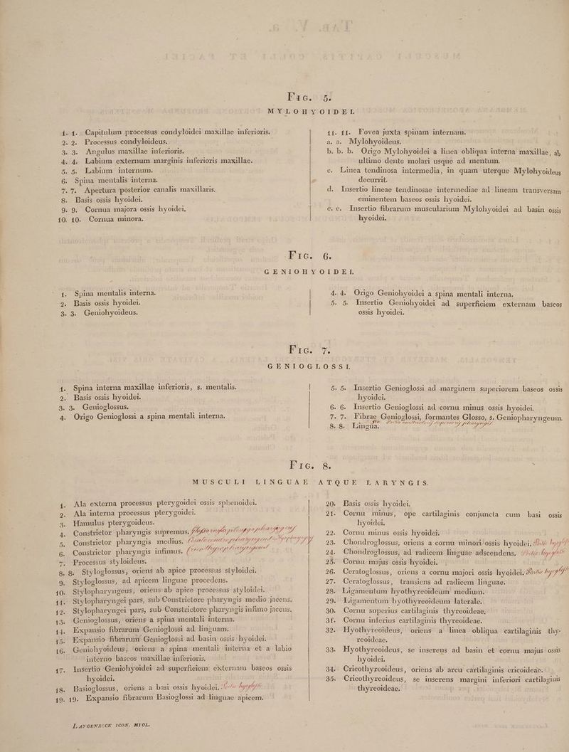 to lr:c. 1. Capitulum processus condyloidei maxillae inferioris. 29. Processus condyloideus. 3. Angulus maxillae inferioris. 5. Labium | Spina mentalis interna. 7. Apertura posterior canalis maxillaris. Basis ossis hyoidei. 9, Cornua majora ossis hyoidei. 10. Cornua minora. internum. Irc 11. 11. Poveàa juxta spinam internam. a. a. Mylohyoideus. | b. b. b. Origo Mylohyoidei a linea obliqua interna maxillae , 4j c. Linea tendinosa intermedia, in quam uterque Mylohyoideu; decurrit. | . lInsertio lineae tendinosae intermediae ad lineam transversam eminentem baseos ossis hyoidei. : e. Inserto fibrarum muscularium Mylohyoidei ad basin ossis hy oidei. rca C [qv 6. Spina mentalis interna. | Basis ossis hyoidei. | 2. Geniohyoideus. Fre. 4.4. Origo Geniohyoidei a. spina mentali interna. 5. 5. lusertio Geniohyoidei ad superficiem externam baseos ossis hyoidei. Basis ossis hyoidei. 4. quate Mes RESECE 17- 18. 19. Origo Genioglossi a spina mental interna. Insertio Genioglossi ad marginem superiorem baseos ossis hyoidei. 6. lusertio Genioglossi ad cornu minus ossis hyoidei. 7. 7. Fibrae Genioglossi, formantes Glosso, s. Geniopharyngeum. 8 jl P Qo:/90 Com fYvccher c Jegpneo ve A E 7 Lingüa. 2 Pdl uiu uel MOETSOC-U IT LING.USMIE Ala externa processus pterygoidei ossis sphenoidei. Ala interna processus pterygoidei. Hamulus pterygoideus. | pun EY : a rte | IK acq en Constrictor pharyngis supremus. faga ovi aphto put ug p aT NT Z . . . j 9 . $ 2172 27 Wa 972, 42472727 22 2; Constzrictor pharyngis medius. 44 enel ne font C Cia A41 77. 2 iE rr 172272227 2222: Constrictor pharyngis infunus. (Arm ATAMAOSTHTTE Styloglossus, ad apicem linguae procedens. Stylopharyngeus, oriens ab apice processus styloide:. Stylopharyngei pars, sub Constrictore pharyngis medio jacens. Stylopharyngei pars, sub Constrictore pharyngis infimo jacens. Genioglossus, oriens a spina mentali interna. Expansio fibrarum Genioglossi ad. linguam. Expansio fibrarum Genioglossi ad basin ossis. hyoidei. interno bàaseos maxillae inferioris. Insertio Geniohyoidei ad superficiem externam baseos ossis idei. ral hy oide | co uaria de Dasioglossus, oriens a basi ossis hyoidei. Je ^y^ 19. Expansio fibrarum Basioglossi ad. limguao apicem. LA4wGENBECK 1CON. MYOL. ATQUE LARYNGIS. 20. Basis ossis hyoidei. 21. Cornu minus, ope carülaginis conjuncta cum basi ossis hyoider. 22. Cornu munus ossis hyoider. 23. Chondroglossus, oriens a cornu. minori ossis hyoidei, I2 hcg hf 24. Chondroglossus, ad radicem linguae adscendens. 4/04 fap ge 25. Cornu majus ossis hyoidei. | * 26. Ceratoglossus, oriens a cornu majori ossis hyoidei. Jo/77 Ayr 27. Ceratoelossus, lransiens ad radicem linguae. 5 28. Ligamentum hyothyreoideum medium. 29. Ligamentum hyothyreoideum laterale. 30. Cornu superius cartilaginis thyreoideae., 3f. Cornu inferius cartilaginis thyreoideae. 32. Hyothyreoideus, oriens a linea obliqua cartilaginis thy- reoideae. 33. Hyothyreoideus, se inserens ad basin et cornu majus ossis hyoidei. 34. Cricothyreoideus, oriens ab areu carüilaginis cricoideac. 35. Cricothyreoideus, se iuserens margini inferiori cartilaginis thyreoideae.