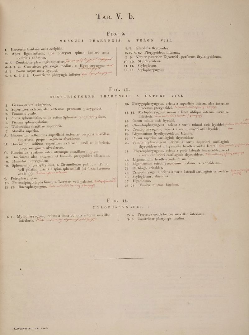 Fic. 9. MUSCULI. PHARYNGIS, A TERGO VISI. 1. Processus basilaris ossis occipitis. 7. 7. Glandula thyreoidea. 2. Apex ligamentosus, quo pharynx spinae basilam ossis 8. 8. 8. 8. Pterygoideus internus. | . occipitis adfigitur. | xs | | DO Puconter posicsor- Dh ue f ; e e. . : 4227 T y» gÓ 2 fe 7477 D 4 : P 1gaslurici , per orans st loh oideum. 8. 3. Constrictor pharyngis superior. ////7 Jg /Á i ii s ja 10. 10. Stylohyoideus. TA 4. 4. 4. 4. Constrictor pharyngis medius, s. Myopharyngeus. (^^^ 11. 11. Styloglossus. 5. 5. Cornu majus ossis hyoidei. dT io Me 15. 42. Stylophar ngeus . peu NE PAM ue Mm 1 ole ede 6.6. 6.6. 6. 6. Constrictor pharyugis inferior. rd s CUM a d rA , d Fic. 1€). CONSTRICTORES. RHARYNGIS À LATERE YISt 1. Fissura orbitalis inferior. 13. Pterygopharyngeus, oriens a superficie interna alae internae 2. Superficies externa alae externae processus. pterygoidei. processus pterygoidei. Bota cow clouf fupeuovif piana 3. Foramen ovale. 14. 14. Mylopharyngeus, oriens a linea obliqua interna maxillae 4. Spina sphenoidalis, unde oritur Sphenosalpingostaphy linus. inferioris. feo cmibuclowf fupeiosif phaupngdg 5. MKissura sphenopalatüna. 15. Cornu minus ossis hyoidei. Cphea : ; LN J E 6. 'Tuberositas maxillae superioris. Chondropharyngeus, Oriens a cornu minori OSSis hyoidei. (eg ilte condbucleul Vrtex 7. Mlaxilla superior. 17. Ceratopharyngeus, oriens a cornu majori ossis hyoidei. ade A. Buccinator, adhaerens superficiei exteruae corporis maxillae 18. Ligamentum hyothyreoideum laterale. | superioris, prope marginem alveolarem. B. Buccinator, adfixus superficiei externae maxillae inferioris, prope marginem alveolarem. C. Buccinator, spatium inter utramque maxillam implens. s. Buccinator alae externae et hamulo pterygoideo adhacrcus. 19. Cornu superius carlilaginis thyreoideae. 20. Syndesmopharyngeus, oriens a cornu superiori cartilaginis E thyreoideae et a ligamento hyothyreoideo laterali. foli cam elena rif p 9f. 'Thyreopharyngeus, oriens a parte lateral lineae obliquae et | a cornu inferiori cartilaginis thyreoideae. 4o conífucfef aep gau 22. Laàgamentum hyothyreoideum medium. 9. Hamulus pterygoideus. 23. Ligamentum cricothyreoideum medium, s. conoideum. 10. Sphenosalpingostaphy linus, s. Circumflexus palati, s. 'l'ensor veli palatini, oriens a spina sphenoidali (4) juxta foramen ovale (3). Genef halo! C fein DA: Cartülago cricoidea. 25. QCricopharyngeus, oriens a parte laterali carüilaginis cricoideae. f» anttudov[a e I e TO m D) * [. Petropharyngeus. | A d 26. Styloglossus, dissectus. 4 f. Petrosalpingostaphylinus, s. Levator veli palatum. Soistaplaylinus ante 27. Hyoglossus. 2] , t, , y *. L] [197 4195 Buccopharyngeus. Arbi ui ua vuqunconr phis 28. 98. 'lunica mucosa faucium. Pro. 4i MYLOPHARAYNGHEUS. 1. 1. Mylopharyngeus, oriens a linea obliqua interna maxillae | 9. 9. Processus condyloideus maxillae inferioris. ^ oe 2 US ES opem MEC, d . : : inferioris. (47 crt aerea tug x odis d ep np 3. 3. Constrictror pharyugis medius.