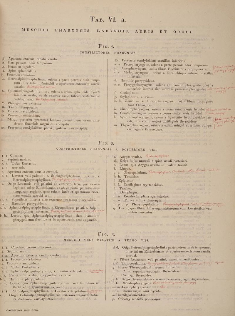 MUSCULI PHARYNGIS, Fro. CONSTRICTORES 1. Apertura externa canalis carotici. 2. Pars petrosa ossis temporum. 3. PLPoramen Jugulare. 4. Spina sphenoidalis. ]. Foramen spinosum. 5. Fetrosalpingostaphylinus, oriens a parte petrosa ossis tempo- rum inter tubam Eustachii et aperturam externam canalis carotici. TEE fLapoha linus (rte Uus '6. Sphenosalpingostaphylinus, oriens a spina sphenoidali juxta foramen ovale, et ab externa facie tubae Eustachianae cartilagineae. fti] uy TUITIP: exlenaus, . B onus externus. :8.- 'l'endo Temporalis. 9. Processus styloideus. 10: Processus mastoideus. 11. Margo posterior processus. basilaris, constituens | riorem foraminis magni ossis occipitis. 12. Processus condyloideus partis jugularis ossis occipitis. oram ante- Pic. CONSTRICTORES PHARYNGIS E 1. Clioanae. | | 2. Septum narium. | 3. 3. Luba Exustachir 4. 4. Auricula. 5. Apertura externa canalis carotici. 6. 6. Levator veli palatini, s - Salpingostaphy linus iu auME- S. T E sospes dandis: decftephulumuf Gem. 7. Origo Levatoris veh palaüni ab exteriori. facie partis carti- lagineae tubae Eustachianae, et ab. ea parts petrosae ossis temporum regione, quae tubam inter et aperturam exter- nam canalis carotici est. 18. 8. Superficies interna alae externae processus pterygoidet. 9. 9. Hamulus pterygoideus. à. a. Sphenosalpingostaphylinus, s. CircumHexus palati, s. Salpin- gostaphylinus | externus. (ftc fla ULT HDI Tenders uel on le b. b. Locus, | quo Sphenosalpingostaphy linus pterygoideum flectitur et in aponeurosin sese expandit. 2272: circa. hamulum l'16. MUSGULI . VELI 1. Conchae narium inferiores. Septum narium. .89.. Apertura externa canalis carolici. 4. Processus styloideus. ' Processus mastoideus. 6. Tuba Exustachiana. . 7. Sphenosalpingostaphy linus, .a. Facies interna alae pterygoideae externae. Lb. Hamulus pterygoideus. E BEocns, quo Meo ds circa poe se | flectit et 1n: aponeurosin;. expandit... | $8. &amp;. Petrosalpingostaphylinus, s. Levator veli sake eph gp fovad Origo Petrosalpingostaph ylini ab exteriori rc tubüe Eustachianae cartilagineae. :5557 | Áo LJ . — 8 d QUE COUR s. T'ensor veli palatini. ^; phani e xie idi a G. C. LANGENBECK ICON. MYOL. AURnI1IS ET. OCUDLT PHARYNGIS. 13. Processus condyloideus maxillae inferioris. — - a. a. Petropharyngeus, oriens a parte petrosa ossis Eee ! b. Buccopharyngeus, cujus fibrae Buccinatoris propagines sunt. c. c. Mylopharyngeus, oriens a linea obliqua intérna maxillae y^ inferioris, | d. . Hamulüs pterygoideus. x e, e. Plerygopharyngeus, oriens ab hamulo pterygoideo, et a superhcie interna alae internae processus pterygoidei. rie confluciou] Peg f. Geniozlossus. | erts g. Styloglossus, abscissus. | h. h. Genio — s. Glossopharyngeus, cujus fibrae propaáguues sunt Genioglossi. kh. Ceratopharyngeus, oriens a cornu majori ossis hyoidei. yriedit phanpnge! ral, et a cornu majori élgeflh gts thyreoideae. MT m. 'hyreopharyngeus, oriens a corüu minori, et a linea obliqua ) dern carülaginis thyreoideae. A POSTERIORE , VISI. 2 j E C. Azygos uvulae. D Lao Stahl nu d.. Origo hujus musculi a spina nasali posteriori. e. Locus, quo Azygos uvulae in uvulam transit. Lingua. | : bx g. g. Glostaga latin 6 loffo dapheru erf M teta ree fett co rt h. h. 'l'onsillae. | | 1 ^ Epiglottis. h. h. Cartülagines arytaenoideae. l1. Lrxcnea m. Oesophagus. u. n. Constrictor pliaryngis inferior. o. 0. 'lunica intima pharyngis. p. pP. p. p. Pharyngopalatinus. P hanngodffepha]lrind. 2s q. Locus, quo fibrae. Pharyngopalatinorum cum Ltnci eb veli palatini miscentur. ^ P. / ee Cecc??7 ^t Jte g4e00602 get P eso. JI —C68 £4 A TERGO VISLI d.d. Origo Petrosalpingostaphylini a parte petrosa ossis temporum, inter tubam Eustachianam et aperturam. externam canalis carotici. | | | c. Fibrae Levatorum veli palatini, arcuatum Ml ie ££. 'hyreopalatinus, dkesyro prm feror lr entm gen Quos MA Fapunem g. Fibrae Thy reopalatini, arcum formantes. h. h. Cornu superius cartilaginis thyreoideae. Cartilago thyreoidea. Origo Thyxreopalatini a cornu superiori carüilaginis thyreoideae bkn oum (oso condtiicfowf vnide^ phauungej Ceratopharyngeus. Up Edem :; n. n. Cornu majus ossis hyoidei. - Qarülago eficoideà. - p. Cxricoarytaenóidei posteriores m p EE