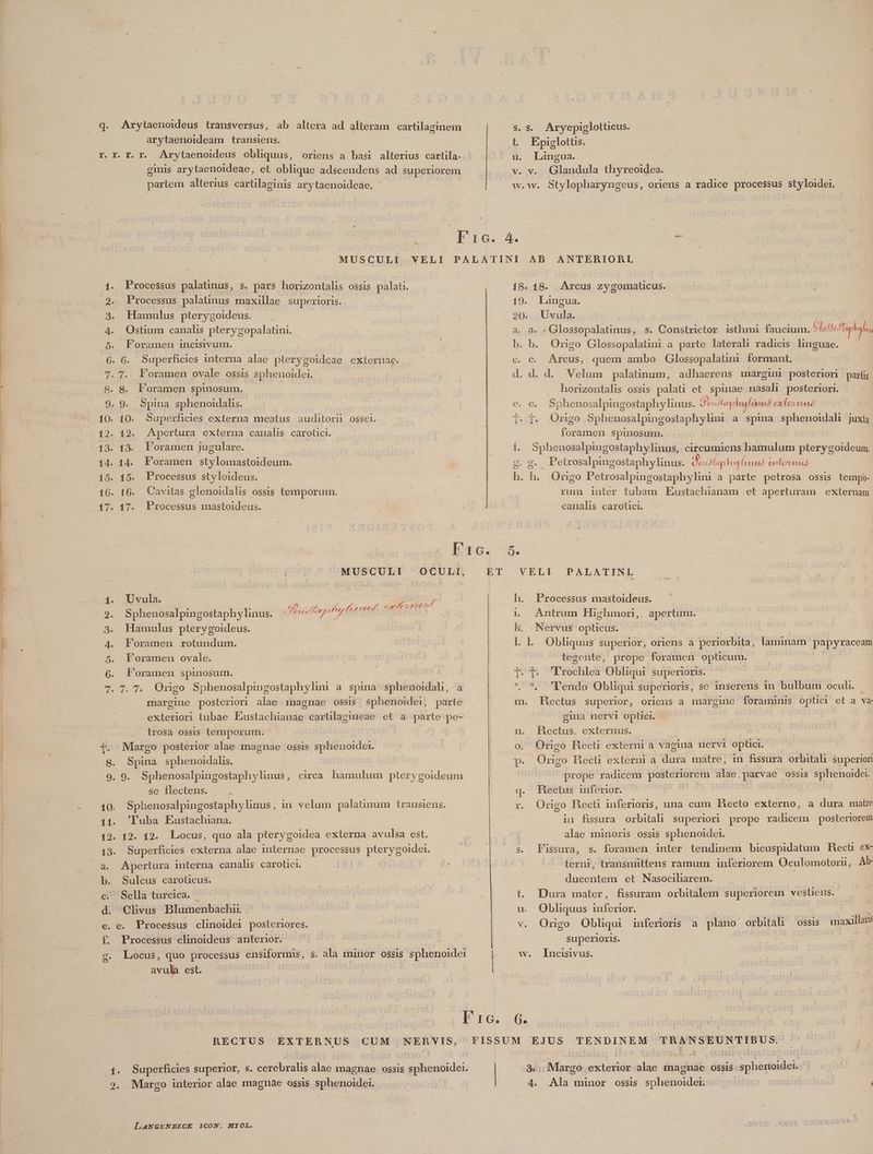 r. Arytaenoideus transversus, ab altera ad alteram E arytaenoideam transiens. r. T. r. Arytaenoideus obliquus, oriens a basi alterius cartila- ginis arytaenoideae, et oblique adscendens ad superiorem partem alterius cartilaginis arytaenoideae. S. S. Aryepiglotticus. L Epiglotts. u. Langua. w.w. Stylopharyngeus, oriens a radice processus styloidei. - 1. Processus palatinus, s. pars horizontalis ossis pala. 2. Processus palatinus maxillae superioris. 3. Hamulus pterygoideus. 4. Ostium canalis pterygopalatini. 5. Foramen incisivum. : 6. 6. Superficies interna alae pterygoideae externae. 7. T. Foramen ovale ossis sphenoidei. MUSCULI OCULI, mh e qu ds Foramen rotundum. Foramen ovale. Foramen spinosum. 7. T. Origo Sphenosalpingostaphylim a spina sphenoidah, a margine posteriori alae magnae ossis sphenoidei, parte exteriori tubae Eustachianae carlilagimmeae et a parte pe- lrosa ossis temporum. Margo posterior alae magnae ossis sphenoidei. se flectens. Gm c ^0gà m0 g.9 Apertura interna canalis carotici. Sulcus caroticus. Sella turcica. — Clivus Blumenbachi. e. Processus clinoidei posteriores. Processus clinoideus anterior. Locus, quo processus ensiformus, s. ala minor ossis sphenoidei avula est. RECTUS EXTERNUS CUM NERVIS, 3. . Margo interior alae magnae ossis sphenoidei. LANGENBECK 1CON. MIOL. 18. 18. Arcus zygomaticus. 19. Langua. 20. Uvula. d: . Glossopalatinus, s. Constructor isthmi Baciofaret (itf los b. b. Origo Glossopalatini a parte laterali radicis linguae. c. discs: quem ambo Glossopalauni formant, | d. d. Velum palatinum, adhaerens margini posteriori partis horizontalis ossis palati et spinae nasali posteriori. e. e. Sphenosalpingostaphy linus. Geuslapluglánuó ex leurs l- |. Origo Sphenosalpingostaphylun a spina sphenoidali juxta firdodc d spinosum. f. Sphenosalpingostaphylinus, circumiens hamulum pterygoideum, 2. g- Petrosalpingostaphylinus. Pesisfap hug erud uerus h. h. Origo Petrosalpingostaphylini a parte petrosa ossis tempo- rum inter tubam Eustachianam et aperturam externam canalis carotici. ED h. Processus mastoideus. i, Antrum Highmor,. apertum. kh. Nervus opticus. l.l. Obliquus superior, oriens a periorbita, laminam. papyraceam tegente, prope foramen opücum. Tl. T. Frochlea Obliqui superioris. * * 'l'endo Obliqui superioris, se inserens in bulbum oculi. m. Hectus superior, oriens a margine foramunis oplici et a va gina nervi optici. n. Lectus. externus. 0. Origo Hecli externi a vagiua nervi optici. p. Origo Hecti externi a dura matre, in fissura orbitali superior prope radicem ux alae,parvae ossis sphenoidei. q. Rectus inferior. r. Origo Hecti inferioris, una cum Decto externo, a dura matre in fissura orbital: superiori prope dido posteriorem alae minoris ossis sphenoidei. s. Fissura, s. foramen inter tendinem bicuspidatum Hecü ex terni, transmittens ramum inferiorem Oculomotoru, Ab- ducentem et Nasociliarem. t. Dura mater, fissuram orbitalem superiorem vestiens. u. Obliquus inferior. | | v. Origo Obliqui inferioris a plano orbitah ossis maxillaris superioris. w. Incisivus. 6. Ó Margo exterior TEE magnae OSS1S- iso hiudaiiee 4. Ala minor ossis sphenoidei. :