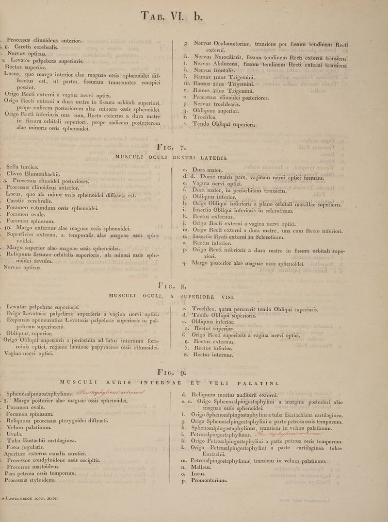 . Processus clinoideus anterior. ». 6. Carotis cerebralis. . Nervus opticus. a. Levator palpebrae superioris. hectus Superior. Locus, quo margo interior alae magnae ossis sphenoidei dif- fractus est, ut partes, fissuram transeuntes conspici possint. | Origo Hecti externi a vagina nervi optici. Origo Hecti externi a dura matre in fissura orbitali superiori, prope radicem posteriorem alae minoris ossis sphenoidei. Origo Hecti inferioris una. cum. Recto externo a dura matre in fissura orbitali superlorl, prope radicem posteriorem alae minoris ossis sphenoidei. transiens per fissum tendinein Becti externi. | *1e80 21 iod. 983: Hecti externi transiens. . Processus clinoidei posteriores. T . lrochlea. 'lendo Obliqui Superioris. . Sella turcica. . Clivus Blumenbachii. . 9$. .Processus clinoidei posteriores. . Processus clinoideus anterior. Locus, quo ala minor ossis sphenoidei diffracta est. . Carotis cerebralis. . Foramen rotundum ossis sphenoidei. , Foramen ovale. . Foramen spinosum. . 10. Margo externus alae magnae ossis sphenoidei. . Superficies externa, s. temporalis. alae magnae ossis sphe- | noidei. - Margo superior alae magnae ossis sphenoidei. .. Reliquum fissurae orbitalis superioris, ala iminori ossis sphe- noidei revulsa. 1 Nervus opticus. C . Dura mater. € : Vagina nervi Ooptici. .. Obliquus inferior, Insertio Obliqui inferioris in scleroticam. , hectus inferior. rlOrl. . Margo posterior alae magnae ossis sphenoidei, MUSCULI. SUPERIORE VISL . Levator palpebrae superioris: .. Origo Levatoris palpebrae superioris a vagina nervi optici. . Expansio aponeurotica Levatoris palpebrae superioris mi pal- pebram superiorem. .. Obliquus, superior. | Orgo Obliqui superioris a periorbita ad latus internum fora- minis oplici, regione laminae papyraceae ossis ethmoidei. Vagina nervi optici. N USC DIL- AURIS Sphenosalpingostaphylinus. 2M ei Muy Febre. ar optan . 2. Margo posterior alae magnae ossis sphenoidei, . Poramen ovale. .. Poramen spinosum. H9 . Heliquum processus pterygoidei diffracti. .. Velum palatinum. « Uvula. . Tuba Eustachnu cartilaginea. . Fossa jugularis. Apertura externa canalis carotici. . Processus condyloideus ossis occipitis. . Processus mastoideus. ! Pars petrosa ossis temporum. Processus styloideus. a LA4NGENBECK ICON. MYOL. M d . 'lendo Obliqui superioris. 5.. lectus superior. 6. Hectus externus. d ET Xy LOL PALATINI. : Heliquum meatus auditori externi. magnae ossis sphenoidei. | ! Origo Sphenosalpingostaphy lini atuba Eustachiana cartilaginea. . Sphenosalpingostaphylinus, dranisips in velum palatinum. | Petrosalpingostaphylinus. «Jeep lp nl ttn ... Origo Petrosalpingostaphylini a parte petrosa ossis temporum. l.. Origo Petresalpingostaphylini a parte cartilaginea tubae Eustachii. m. Petrosalpingostaphylinus, transiens 1n. velum. palatinum. n. Mllleus. Q, Inous.