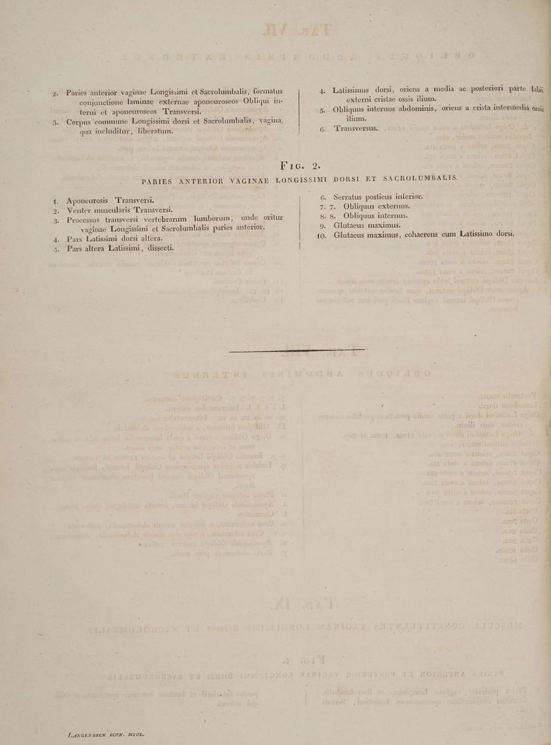 SO P. fes Q* terni et aponeuroseos 'lransversi. qua includitur, liberatum. * A. Latissimus dorsi, oriens a media ac. posteriori parte. labii - externi cristae ossis ilium. cl d ilium. G. 'Yránsversus. — A poneurosis 'D ransversi. Processus transversi vertebrarum | lumborum, Pars Latissimi dorsi altera. Pars altera Latissimi, dissecü. 6. Serratus posticus inferior. 7. 7. QObliquus externus. » 8. Obliquus internus. 9. Glutaeus maximus. 10. Glutaeus maximus, cohaerens cum Laatissumo dorsi.