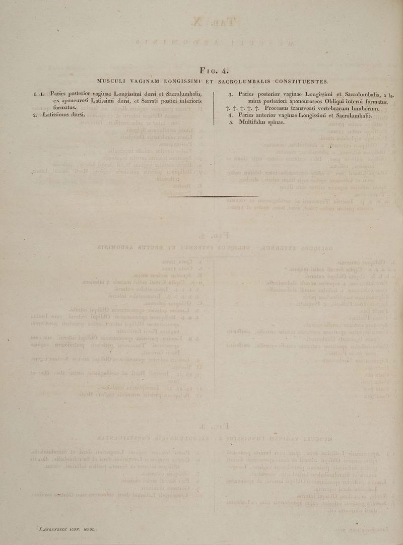 MUSCULI VAGINAM LONGISSIMI ET SACROLUMBALIS CONSTITUENTES. Y 1. f. Paries posterior vagiuae Loongissimi dorsi et Sacrolumbalis, — — 3. Panes posterior vaginae Longissimi et Sacrolumbalis, a la. ex aponeurosi Liatissimi dorsi, et Serrati postici inferioris | mina posteriori aponeuroseos Obliqui interni formatus, formatus. unl ! | T- T. Te T2 TOO Processus transversi vertebrarum lumborum. 2, Laüssumus dorsi —.-— to if : : | 4. Paries anterior vaginae Longissimi et Sacrolumbalis. | 5. Mlultifidus spinae.