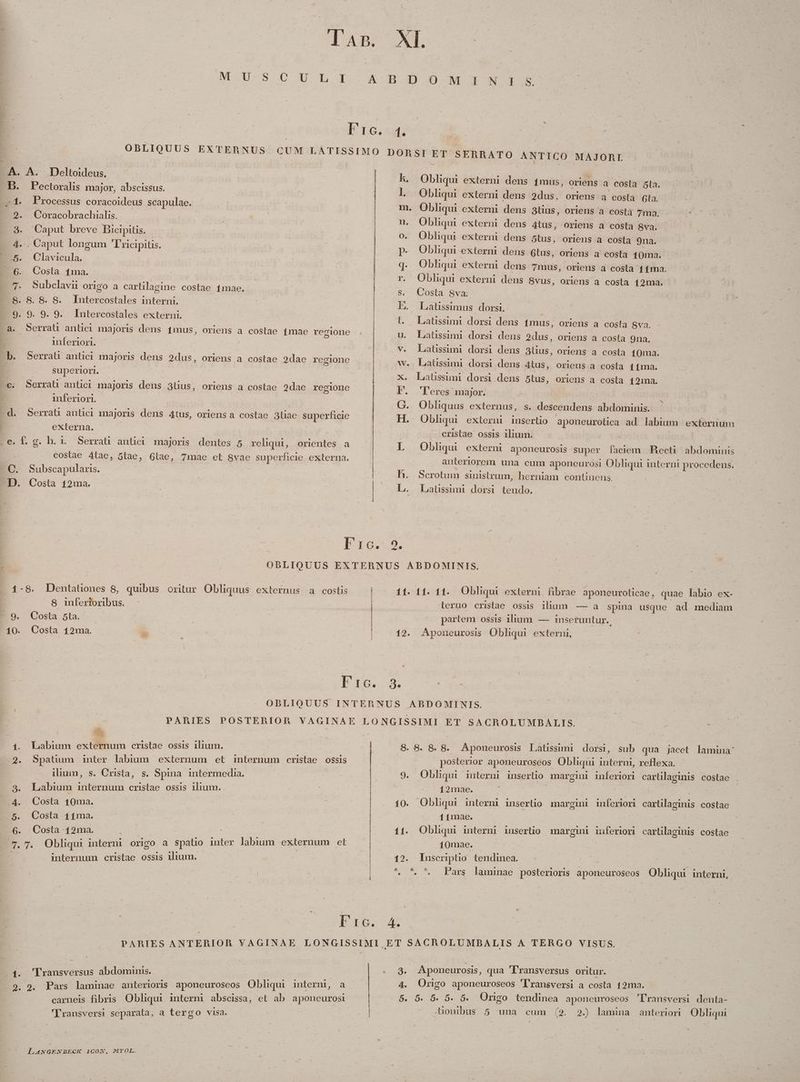 Tas. XI. NU-S C U L A BIO0-M ^ I 36.54. OBLIQUUS EXTERNUS CUM LATISSIMO DORSI ET SERBATO ANTICO MAJORI - A. A. Deltoideus. h. Obliqui externi dens imus, oriens a costa 5la. .B. Pectoralis major, abscissus. | l. Obliqui externi dens 2dus, orieus a costa 6ta. 1. Processus coracoideus scapulae. m. Obliqui externi dens 3tius, oriens a costa 7ma, 2. Coracobrachialis. | n. Obliqui externi dens 4tus, oriens a costa 8va. 3. Caput breve Bicipitis. | | | o. Obliqui externi dens 5tus, oriens a costa 9na. 4.-. Caput longum 'T'ricipitis. EC5. Clavicula. —6. Costa 1ma. 7. Subclavi origo a carlilagine costae 1mae. - 8.8.8.8. Intercostales interni. P 5. 9. 9. 9. Tutereostales externi. p. Obliqui externi dens Glus, oriens a costa 40ma. q. Obliqui externi dens 7mus, oriens a costa 11ma. r Obhqui externi dens 8vus, oriens a costa 12ma. , S. Costa Sva: c LE. ^ Laüssimus dorsi. : | t — Laüssimi dorsi dens 1mus, oriens a costa 8va. | inferiori. V. Latisdirni ue dens E. oriens a ebd iDuer b. Serrat antici majoris dens 2dus, oriens a costae 2dae re gione bs w. Latissimi dorsi dens 4tus, oriens a costa 41ma. superiori. X. Lalssuni dorsi dens 5tus, oriens a costa 12ma. c. Serrali antici majoris dens 3lus, oriens a costae 2dae recione F. 'Teres major. inferiori. G. Obliquus externus, s. descendens abdominis. d. Serrat antici majoris dens Atus, oriens a costae 3liae superficie H. Obliqui externi inserlio aponeurotlica ad labium externum externa. cristae ossis ilium. ,e fg. hr Serrat anüci majoris dentes 5 reliqui, orientes a 1. Obliqui eXterni aponeurosis super faciem RBecti abdominis costae 4tae, 5tae, Glae, 7mae et 8vae superficie externa. anteriorem una cum aponeurosi Obliqui interni procedens. C. Subscapularis. | h. Scrotum sinistrum, herniam continens. D. Costa 12ma. | | L. Laüssimi dorsi tendo. T 16... OBLIQUUS EXTEBNUS ABDOMINIS. 1-8. Dentationes 8, quibus oritur Obliquus externus a costis 11. 11. 11. Obliqui externi fibrae aponeuroticae, quae labio ex- | S infertoribus. - teruo critae ossis ilium —- a spina usque ad mediam - 9. Costa 5ta. | | partem ossis ilium. — inseruntur. 10. Costa 12ma. : | 12. Aponeurosis Obliqui externi, laxe A ODLIQUUS INTERNUS ABDOMINIS. PARIES POSTERIOR VAGINAE LONGISSIMI ET SACROLUMDBALIS. 1. Labium externum cristae ossis ilium. l 8.8. 8. 8. Aponeurosis Latissimi. dorsi, sub qua jacet lamina 2. Spatium inter labium externum et internum cristae ossis posterior aponeuroseos Obliqui interni, reflexa. ilium, s. Crista, s. Spina. intermedia. | | 9. Oblqui interni inserlio margini inferiori cartilagipis costae . 2 3 ? C | 3. Labium internum cristae ossis ilium. | 12mae. INU E -4. Costa 40ma. ! | 10. Obliqui interni insertio margini inferiori carti asinis costae E Costa (11na. 11mae. 6. Costa 12ma, : | 11. Obliqui interni iusertio margini iuferiori carülaginis costae 7. T. Obliqui interni origo a spatio inter labium externum et 10mae. internum cristae ossis ilium. 12. Iluscriptio tendinea. 9 LM | ^ *. *^ Pars laminae posterioris aponeuroseos Obliqui interni, Ic 4 PARIES ANTERIOR VAGINAE LONGISSIMI ET SACROLUMBALIS A TERGO VISUS. oom ins cdb domi ade 3. Aponeurosis, qua 'Pransversus oritur. [s 4. ransversu . E 29. Pars laminae anterioris aponeuroseos ndr mter, a 4. Orgo aponeuroseos 'l'ransversi a costa 1 2ma. carneis fibris. Obliqui. imterni abscissa, et ab as bcotiota 7C. 0s 0. 5- D... Üngo. tendinea aponeuroseos Trausversi denta- 'Iranusversi separata, a tergo visa | onibus 5 una cum (2. 2) lamina anteriori Obliqui ransversi separata, |