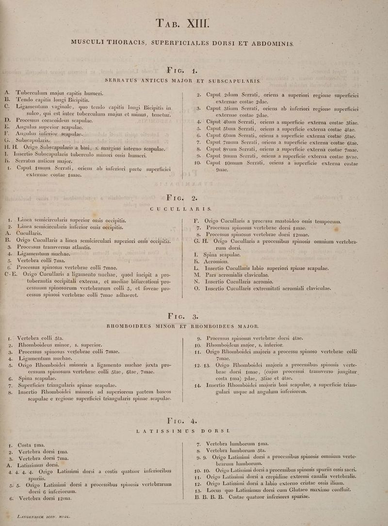 FE rc. 1. —A. 'Puberculum majus capitis humeri. pp. lendo capitis longi Bicipitis. . C. . Ligamentum vaginale, quo tendo capitis longi Bicipitis in sulco, qui est inter tuberculum majus et minus, tenetur. Processus coracoideus scapulae. Augulus superior scapulae. EF. Angulus inferior .scapulae. G.. Subscapulanis4 |, nrbs H. H. Origo Subscapularis a bod, s; margine interno scapulae. LT. Ri Subscapularis iubes minori OSSIS humeri. h. Serratus anlicus major. 4. Caput 1munm Serrati, oriens ab inferiori parte superficiei exlernae costae 1mae. DT po P a Lc Ro I IU RH Rr EAD te Fro. C d XUI LL ECL bolilicireularis Superior ossis occipitis. | 2. lanea semicircularis inferior ossis Occipilis. Cucullaris. B. Onrngo Cucullaris a linea semicirculari superiori OSsI$ Occipilis. 3. Processus transversus atlantis. | 4. Lagamentum mnuchae. | 5. Wertebra colli 7a. 6. Processus spinosus vertebrae colli 7mae. C. E. Ongo Cucullaris a ligamento nuchae, quod incipit a pro- | et pe bifurcationi pro- cessuum spinosorum vertebrarum colli 5, et foveae pro- cessus spinosi vertebrae colli 7mae adhaeret. tuberantia oéapite externa, ^ Frc. 2. Caput 2dum Serrati, oriens a superiori regione. superficiei externae costae 2dae. | 3. Caput 3tum Serrati, oriens ab inferiori regione superficiel: externae costae 92dae. .. Caput 4tum Serrati,. oriens a superficie exten costae s . Caput 5tum Serrati, 4 5 oriens a superficie externa costae 41ae. 6. Caput 6tum Serrati, oriens a superficie externa costae 5tae. 7. Caput 7mum Serraü, oriens a superficie externa costae 6tae. 8. Caput 8vum Serrali, oriens a superficie externa costae 7mae. Q 9. Caput 9num Serrat, oriens a superficie externa costae $vae. 10. Caput 10mum Serrati, oriens a superhcie externa costae Onae. 2. A 15 F. Origo Cucullaris a processu mastoideo ossis temporum. 7. Processus spinosus vertebrae dorsi 14mae. - E 8. Processus spinosus vertebrae dorsi 42mae. : G. H. Origo Cucullaris a. processibus spinosis ommium vertebra- rum dorsi. I. Spia scapulae. h. Acromion. Insertio Cucullaris labio. superiori spinae scapulae. Pars acromialis claviculae. . Insertio Cucullaris acromio. N O. Insertio Cucullaris extremitati acromiali claviculae. 3. RBhomboideus minor, s. superior. Qo tem 3. Processus spinosus vertebrae colli 7mae. 4. Laàgamentum nuchae. * 5. Origo Hhomboidei mmioris a ligamento nuchae juxta pro- cessum spinosum vertebrae colli 5tae, 6. Spina scapulae. 6tae, 7mae. 7. Superficies triangularis spinae scapulae. | 8. Inserto Hhomboidei munoris ad superiorem partem | baseos Vertebra colli sta: | scapulae e regione superficiei triangularis spinae .Scapulae. L| Ifc. 9. Processus spinosus vertebrae dorsi 4tae. 10. Hhomboideus major, s. inferior. 11. Origo Hlhiomboidei majoris a processu spinoso vertebrae collr 7mae. um : 12. 13. Origo HRhomboidei majoris a. processibus spinosis verte- 1mae, (cujus processul trausverso jungitur. costa 1ma) 2dae, 3tie et Átae. 14. Insertio Bad dA majoris basi scapulae, a superficie trian- gulari usque ad angulum inferiorem. brae dorsi 1. Costa 1ma. * 9. Wertebra dors 4ma. - - 8. Wertebra dorsi 7ma. A. Latissimus dorsi. 4 4:4. Origo Litisimi dorsi a costis quatuor inferioribus spuriis. | 5. 5. Origo Latissml dorsi a processibus spinosis ento ba hen dorsi 6 inferiorum. 6. VWertebra dorsi 12a. Xt &amp; LANGENBECK 1CON. MYOL. 7. WNertebra lumborum 1ma. 8. Vertebra lumborum 5ta. 9. 9. Origo Latissimi dorsi a processibus spinosis omuium verte- brarum lumborum. 10. 10. Origo Latissimi dorsi a processibus spinosis spurüis ossis sacri. 11. Origo Latüssunmi dorsi a crepidine extremi canalis vertebralis. 12. Origo Latissimi dorsi a labio externo cristae ossis ilium. 13. Locus quo Latissumus dorsi cum Glutaeo maximo contfluit. B. B. B. B. Costae quatuor inferiores spuriae.