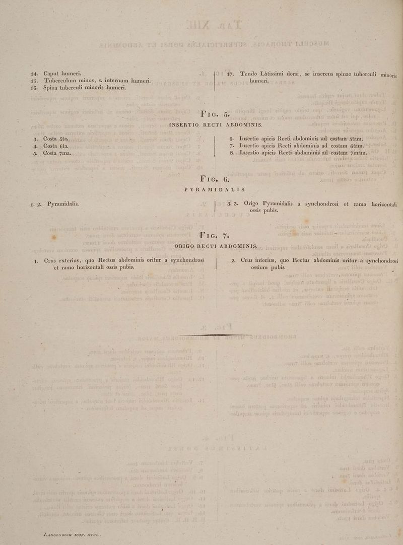 15. 'Iuberculum minus, s. internum humeri — humeri. | 16. Spiua tuberculi minoris humeri. p | : z PIC. 5 INSERTIO. RECTI ABDOMINIS. 3. Costa &amp;ta.. S ; Toe | 3 i p 6. Insertio apicis Recti abdominis ad costar 5tam. 4. «Costa. 6ta. pt d c 7. lusertio apicis Becti abdominis ad. costam 6tam. 5... Costa. /7ma.. | 8. lusertio apicis Hecti abdominis ad: costam 7mam. | | T3 PT / OP IO. 0. | PYRAMIDALIS. | 1. 2. Pyramidalis 3. 9. Origo Pyramidalis a synchondrosi et ramo horizontal ossis pubis. | | ORIGO RECTI ABDOMINIS.. . | EVibiwiss oni a. s 1. Crus exterius, quo BRectus abdominis oritur a. synchondrosi . 2. Crus interius, quo Hectus abdominis. oritur /a/ synchondrosi et ramo horizontali ossis pubis. | j - ouem ubi L4