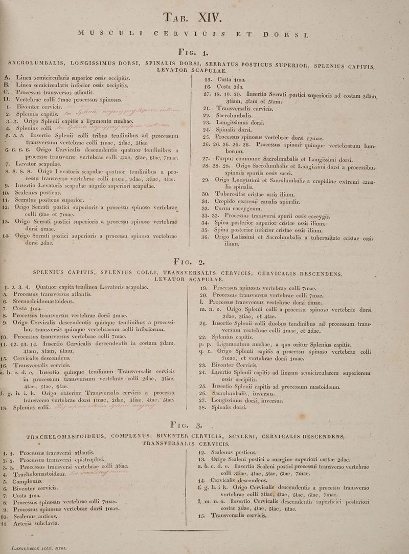 E da P lan. ATH o6 Lt C E XIV. B - ROV I-C I-89; E T. DOR ! Pu. 4. SPINALIS DORSI, SERRATUS POSTICUS SUPERIOR SP LENIUS CAPI LEYATOR SCAPULAE. E: do de 15. Costa 4ma. | SACROLUMBALIS, LONGISSIMUS DORSI, 4 A. Lanea semicircularis Superior ossis occipilis. B. Linea semicircularis inferior ossis occipitis. | 16. Costa 2da. | E uos t sus atlanti | | EC. sus transversus allantis. : ; p. 17. 18.19. 20. lnusertio Serrati postici superioris ad costam 2dam, - D. Vertebrae colli 7mae protccune Sos ne. 3tiam, 4tàam et 5tam. 1. . Biventer cervicis. ^ Du LE or or Rotiutsi rea e. 21. 'lransversalis cervicis. t KK P?PE. 276 ), 26/7 2f t5 QC E A. E. sSplenius capitis. /*- '7 ine Ad ( 229. Sacrolumbalis. ES3. 3. Origo Splemt capiüs a dress Hone: Á | 23. Longissimus dorsi. E 5plemus-colli 4 mI Ip D 24. Spinalis dorsi. ES 5. 5. Insertio Splenu colli filius tendinibus ad processum pP Processus spinosus vertebrae dorsi jou EB transversum vertebrae colli Leg 2dae,. 3liae. d 26. 256. 26.-.26. 26. Processus Ads quinque vertebrarum lum- -.6. 6. 6. 6. Origo Cervicalis descendentis quatuor tendinibus a borum. : E- processu trausverso vertebrae colh 4tae, 5tae, 6tae, 7maoe. 27. Corpus commune Sadsalimtdii: et Longissimi dorsi. : m, Levator scapulae, | 28. 28. 28. Origo Sacrolumbalis et Lougissimi dorsi a. processibus. E B. &amp; G8. 8. Origo Levatoris scapulae quatuor lendinibus a pro- Spinosis Spurits OSSIS Sacri. : cessu trausverso vertebrae colli £inae, 9dae, 3tiae, 4tac. 29. Origo Longissimi et Sacrolumbalis à crepidiue. extremi cana- | .9. Inusertio Levatoris scapulae angulo superiori scapulae. n mai. 0. Scaleuus posticus. 30. 'Luberositas cristae ossis ilium. 41. Serratus poslicus superior. 31. Crepido extremi canalis spinalis. 442. Origo Serrati postici superioris a processu spinoso verlebrae 32. Cornu coccygeum. ^ ; c» colli 6tae et 7mae. 33. 33. Processus transversi spurii ossis coccygis. ES. Origo Serra poslici superioris a processu spinoso vertebrae 34. Spina posterior superior cristae ossis ilium. domi diua : 35. Spina posterior inferior cristae ossis ilium. Origo Latissimi et Sacrolumbalis a tuberositate cristae OSSIS X .14. Omnigo Serrati postici superioris a processu spüioso vertebrae 36. dorsi 2dae. P | Pro, 9. SPLENIUS COLLI, TRANSVERSALIS CERVICIS, :' LEVATOR SCAPULAE. . 2. 3. 4. Quatuor capita tendimea. Levatoris scapulae. 19. Processus spinosus vertebrae colli 7mae. 20. Processus transversus vertebrae colli 7mae. SPLENIUS. CAPITIS, CERVICALIS DESCENDENS, -Processus transversus atlantis. Sternocleidomastoideus. ]l. Processus transversus vertebrae dorsi 4mae. Processus transversus vertebrae dorsi fmae. | Orngo Cervicalis descendentis. quinque tendinibus a processi- bus transversis quinque vertebrarum colli 1nferioruin. Alam, 5tam, 6tam. 15. Cervicalis descendens. 16. 'Transversalis cervicis. a. ib. c. d. e, lnsertio quinque i bond 'Dransversalis cervicis ^in processum trausversum vertebrae | colh 2dae, 3tiae. 2dae, 3tiae, et Atae. 21. lnserüo Splenii colli duobus tendinibus ad processum trans- versum vertebrae colli 4mae, et 2dae.- 22. Splenius capitis. p.p. Ligamentum nuchae, a quo oritur Splenius capitis, q. r. Orngo Splenu capitis a processu spinoso vertebrae colli et vertebrae dorsi 1mae. 23. Biventer Cervicis. 24. luserlio Splenii capitis ad lineam | semicircularem superiorem 7rdae., OSSIS occipitis. 25. Insertio Splenu capitis ad processum mastoideum. | Alae, -5tae, '6tae. f. g. h. i. k. Origo exterior. rausversalis cervicis a processu 26. Sacrolumbalis, inversus. s transverso vertebrae doxs 1mae, br 3uae, 4tae; 5tae. 27. Longissimus em inversus. 18. Splenius coll. PP ReC Cad MAEOPE CEU EPA 28. Spinalis dorsi. Ics | TRACHELOMASTOIDEUS, | COMPLEXUS, BIVENTER CERVICIS, SCALENI, CERVICALIS DESCENDENS, WI 2 | TRANSYERSALIS CERVICIS. | Processus transversi atlantis. 1. 1. 9. 9. Processus transversi epistrophoi. 3. 3. Processus transversi YOrK Dado € colli Brian. , fee Conuyel uuo 72 ju: * 4. 'Erachelomastoideus. 5. Complexus. 6. Biventer cervicis. .7.- Costa 11ma.  Processus spinosus vertebrae colli 7mao. .9. Processus Spinosus verlebrae dorsi 1mae. 11. Arteria subclavia. LANGENBECK 1CON, MYOL. 12. Scalenus posticus. 13. Origo Scaleni postici a margine superiori costae 2dae. deb. «. di e. Insertio Scaleni postici processui transverso vertebrae colli 3tiae, 4tae, 5tae, 6tae, 7mae. | 14. Cervicalis descendens. f. g. h. 1 k. Origo Cervicalis descendentis a processu lransverso vertebrae colli 3tae, 4tae , 5tae, 6tae, 7mae. l]l m.m o. Insertio, Cervicalis dosecadet superficiei posteriori | costae 2dae, 4tae, 5tae, . 6tae. |