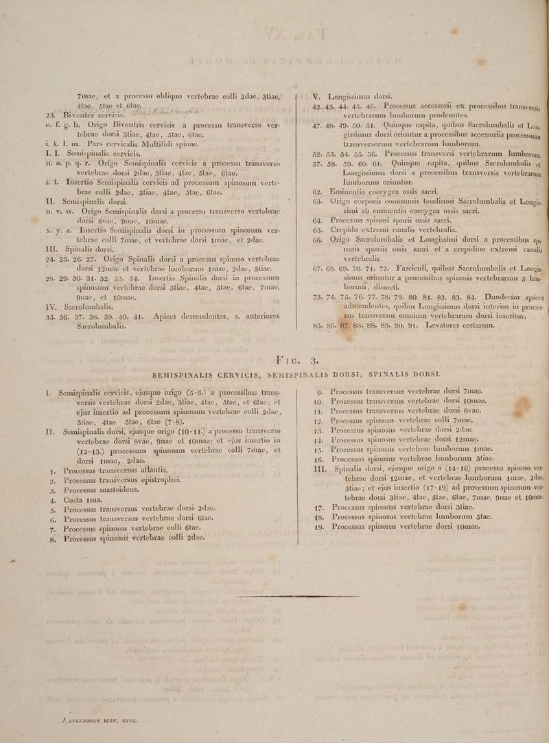 átae, Stae et Gtae, : 25. Biventer cervicis. (6/9$56f00eBÁ CMIHEDIOT e. É. g. h. Origo DBiventris cervicis a processu transverso ver- tebrae dorsi 3tiae, Atae, 5tae, 6tae. L k. l. m. Pars cervicalis Multifidi spinae. J. I. Semispinalis cervicis. vertebrae. puer 2dae, 3tiae, Atae, 5tae, 6tae. s. t. Iusertio Semispinalis cervicis ad. processum spinosum verte- brae colli 2dae, 3tiae, 4tae, 5tae, 6tae. ll. Semispinalis dorsi. dorsi 8vae, 9nae, 10mae. X. y. z. Insertio dU RE dorsi in processum spinosum ver- tebrae colli 7mae, et vertebrae dorsi 15Óae, et 2dae. 1II. Spinalis dorsi. 24. 25. 26. 27. Origo S gus dorsi a processu spinoso vertebrae dorsi 12mae et vertebrae lumborum 1mae, 2dae, 3tiae. 28. 29. 30. 31. 32. 33. 34. Inserüo Spimnalhs dorsi mi processum spinosum vertebrae dorsi 3tiae, 4tae, 5lae, 6tae, 71ae, 9nae, et 10mae. IV. Sacrolumbalis. 35. 36. 37. 38. 39..40. 41. Apices descendentes, s. anteriores Sacrolumbalis. V. Longissumus dorsi. ud 49..43. 44. 45. 46. Processus accessorü ex processibus Lransvergis - vertebrarum lumborum prodeuntes. gissimus dorsi oriuntur a processibus accessoriis processuum | iransversorum vertebrarum lumborum. 59. 58. 54. 55. 5G. Processus transversi vertlebrarum lumborum, 57. 58. 59. 60. 6t. Quinque .capita,. quibus |Sacrolumbalis a — Longissimus dorsi a processibus transversis vertebrarum lumborum oriuntur. EX : 62. Piuminentia coccygea OSSIS Sacri. ! 63. Origo corporis communis tendinosi Sacrolumbalis et Longi. sumi ab eminentia coccygea ossis sacri. 64. Processus spinosi Spurl OSsIS Sacri. 65. Crepido extremi canalis vertebralis. 66. Orngo Sacrolumbalis et Longissimi dorsi a processibus spi- DOSIS spuriis OSS1s sacri et a crepidine extremi canali vertebralis, | | 67. 68. 69. 70. 71. 72. Fasciculi, quibus Sacrolumbalis et Longis.- sunus oriuntur a processibus Pingus vertebrarum 5 lum- | borum, dissecti. 73. 74. 75. 76. 77. 78. 79. 80. 81. 82. 83. 84. Duodecim apices adscendentes, quibus Longissumus dorsi interius in proces- sus transversos omnium vertebrarum dorsi mseritux. 895. 96. sr. 869. 88. 89. 90. 9(. Levatores costarum. 3. L. Semispinalis cervicis, ejusque origo (5- 6. a. processibus trans- versis vertebrae dorsi 2dae, 3tiae, Atae, 5tae, et 6tae; et ejus inserlio ad. processum spinosum vertebrae coll 2dae, | 3üae, 4tae 5lae, 6tae (7-8). | II. Semispinalis dorsi, ejusque origo (10-11.) a processu transverso (12-13. processum spinosum verlebrae colli 7mae, ct dorsi 1mae,. 2dae. 1. Processus lransversus atlantis. 9. Processus transversus epistrophei. 4. Processus mastoideus. | 4. QCosta 1ma. 5 Processus transversus pov dorsi 2dae. .6. Processus transversus vertebrae dorsi Gtae. 7. Processus spinosus vertebrae colli 6tae. 8. Processus spinosus vertebrae colli 2dae. 9. Processus transversus vertebrae dorsi 7mae. (Q.. Processus transversus vertebrae dorsi 10mae. . 1 11. Processus transversus vertebrae dorsi 8vae.  12. Processus spinosus vertebrae colli 7mae. 13. Processus spinosus vertebrae dorsi 9dae. (4. Processus spinosus vertebrae dorsi 12mae. 15. Processus spinosus vertebrae lumborum 14mae. 16. Processus spinosus vertebrae lumborum 3tae. III. . Spinalis dorsi, ejusque origo a (14-16) processu spinoso ver tebrae dorsi 121mae, et vertebrae lumborum 41mae, 2dae, 3tiae; et ejus insertio. (17-19) ad processum spinosum ver | tebrae dorsi 3tiae, 4tae, 5tae, 6tae, 7mae, 9nae et 10mae | 17. Processus spinosus vertebrae dorsi 3tiae. 18. Processus spmosus vertebrae lumborum 5tae. 19. Processus spinosus vertebrae dorsi 10mae.