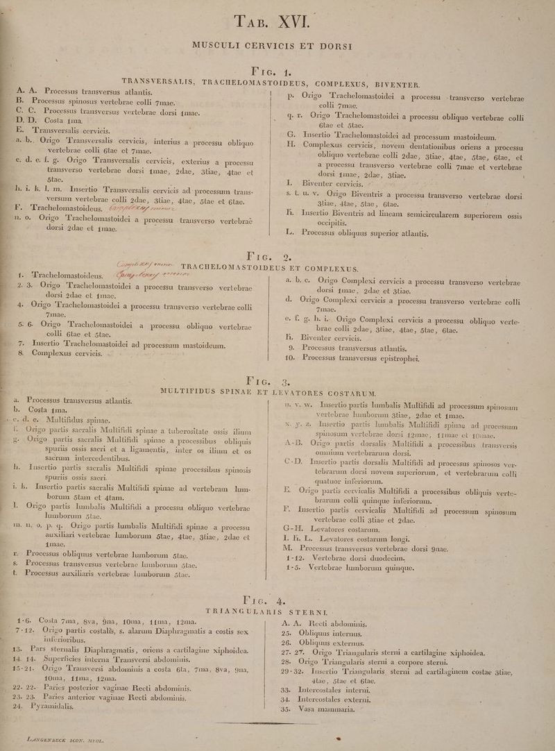TRANSYERSALIS, Processus transversus atlantis. E A. A. B C. Processus transversus vertebrae dorsi mac. D. Cosla 1ma, — ! (o T'ransversalis cervicis. | ' à. b., Origo 'Fransversalis cervicis, interius a processu obliquo vertebrae colli 6tae et 7mae. E ud. edo Origo 'lransversalis cervicis, exterius a processu transverso vertebrae dorsi 4mae, 2dae, 3tiae, 4tae et 5tae. | | | versum vertebrae colli 2dae, 3tiae, 4tae, 5tae et Glace. F. 'Irachelomastoideus. 49777 t oorr | nu. o. Origo 'lrachelomastoidei a processu .irausverso vertebrae dorsi 2dae et 4mae. . ( oper n9 À $??€7201  ; : E * 3 2C£?22.9— 1. 'Lrachelomastoideus. Cr M $2 cines 2. 9. Origo T'rachelomastoidei à processu transverso vertebrae dorsi 2dae et 4mae. 4. Ongo 'lrachelomastoidei a processu transverso vertebrae colli mae. 5. 6. Origo 'Frachelomastoidei a colli 6tae et 5tae. 7. Inserto 'lrachelomastoidei ad processum mastoideum. 8. Complexus cervicis. .- | processu obliquo vertebrae : | MULTIFIDUS SPINAE a. Processus transversus atlantis. b. Costa 1ma. É Üngo partis sacralis Multifidi $pinae a tuberosilate ossis ilium ^ g- Origo partis sacralis Multifidi spinae a processibus obliquis | spurus ossis sacri et a ligamentis, inter os ilium et os | sacrum | intercedentibus. h. Inserto partis sacralis. Multifidi spinae processibus spinosis Spurns ossis sacri 1 kh. Insertio partis sacralis Multif&amp;di spiiae ad vertebram lum- borum 5tam et 4tam. zd d Origo partis lumbalis Multifidi a processu obliquo vertebrae lumborum 5tae. ni n, 9, p. q. Origo parüs lumbalis Multifidi spinae a processu auxilhari vertebrae lumborum 5tae, A4tae, 83tiae, 2dae et 1mae. | r. Processus obliquus vertebrae lumborum 5tac. - s Processus transversus vertebrae lumborum 5lae. t Processus auxiliaris vertebrae lumborum 5tae. | XS SWECREOENO. ret DeC D D E e LL UN A S e SHE NOS EN e oe p. Origo 'rachelomastoidei a processu .transverso vertebrae colli 7mae. | q. r. Origo 'Trachelomastoidei a processu obliquo vertebrae colli 6tae et 5tae. | G. Iusertio 'Trachelomastoidei ad processum mastoideum.- H. .Complexus cervicis, novem. dentationibus oriens à processu obliquo vertebrae colli 2dae, 3tiae, 4tae, 5tae, 6tae, et a processu transverso vertebrae colli 7mae et vertebrae dorsi 1:3ae, 2dae, 3tiae. | : ! l. ]Biventer cervicis. ^. - | | s. b u. v. Qrigo Biventris a processu transverso vertebrae dorsi 3lae, 4tae, 5tae, Gtae. : / h. Insertio Biventris ad. lineam semicircularem Superiorem ossis occipitis. L. Processus obliquus superior atlantis. a. b. c... Origo Complexi cervicis a processu iransverso vertebrae dorsi 1:mae, 2dae et 3tiae. | d. Origo Complexi cervicis a processu transverso vertebrae colli 71nae. e. f. g. h. i- Origo Complexi cervicis a processu obliquo verte- brae colli 2dae, 3tiae, 4tae, 5tae, 6tae. h. Biventer cervicis. : 2h 9. . Processus lransversus atlantis. 10. Processus transversus epistrophei. uU. V. w. ) Insertio partis lumbalis Multi&amp;idi ad processum spinosum .. vertebrae lumborum 3tiae, 2dae et 4mae. Insertio partis. lumbalis. Multifidi spinae ad processum WP L4 spmnosum vertebrae dorsi 19mae, 11mae et 40inae. » -X B. — L . Origo partis dorsalis: Multifidi a processibus transversis omnium vertebrarum. dorsi. Pe | C-D. Insertio partis dorsalis Multifidi ad processus spinuosos ver- tebrarum dorsi novem superiorum, et vertebrarum colli quatuor inferiorum. | [M Origo partis cervicalis. Multifidi a processibus obliquis verte- | brarum colli quinque inferiorum. ; | FP. Insertio partis cervicals Multifidi ad processum spinosum vertebrae colli 3tiae et 2dae. G-IH. Levatores costarum. l. h. L. Levatores costarum longi. M. Processus transversus vertebrae dorsi 9nae. 1-12. Vertebrae dorsi duodecim. 1-5. Vertebrae lumborum quinque. S 1-6. Costa 7ma, Sva, 9na, 10ma, 1fma, f2ma. ..7-12. Origo partis costalis, s. alarum Diaphraginaüs a. costis sex inferioribus. | 43. Pars sternalis Diaphragmatis, oriens a carlilagine xiphoidea. /14. 14. Superficies interna 'Pransversi abdominis. 10ma, 11ma, 121na. 22. 22. Panies posterior vaginae Becti abdominis. 23. 23. Paries anterior vaginae Becti abdomiuis, 24. P yramidalis.: LANGENBECK 1CON. MYOL. A. A. Hect abdominis. 25. Oblquus internus. 26. Obliquus externus. 27. 27. Ongo 'l'riangularis sterni a cartilagine xiphoidea. 28. Origo 'l'riangularis sterni a corpore sterni. | 29-32. lusertio 'lriangularis sterni ad cartilagmem costae 3tiae, 4lae, 5tae et 6lae, 33. Intercostales interni. 34. Intercostales externi. — .