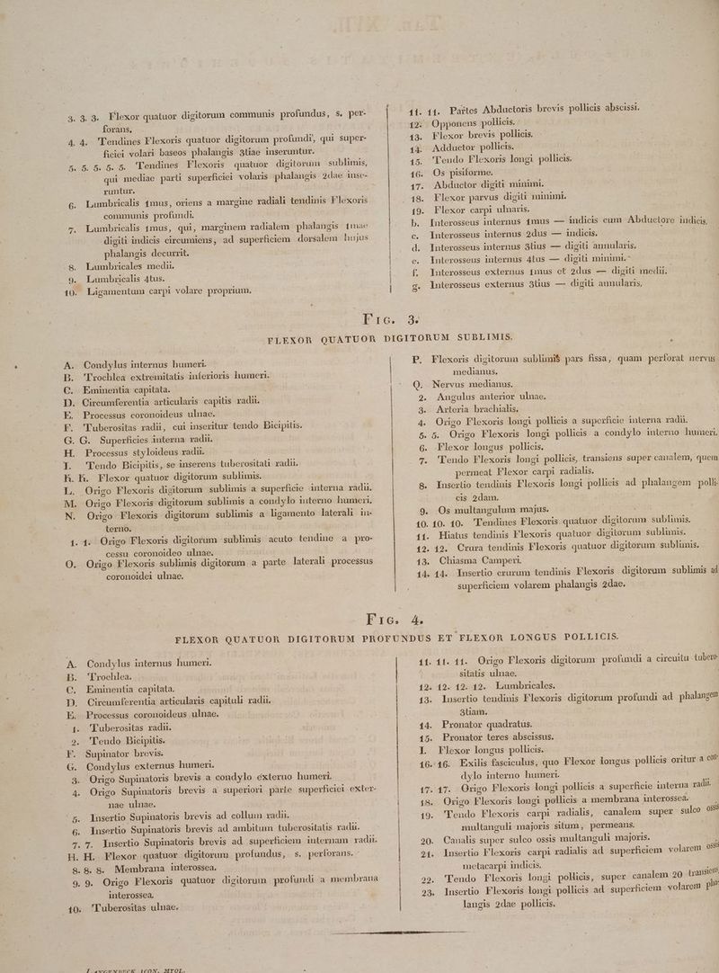 forans. ]. runtur. communis profundi. Lumbricalis 1mus, qui, marginem radialem digiti indicis circumiens, ad superficiem phalangis decurrit. Lumbricales medn. Lunmbrzicalis 4tus. Ligamentum carpi volare proprium. Condylus internus humeri. 'l'vochlea extremitatis inferioris humeri. Eminentia capitata. | Circumferentia articularis capitis radn. Processus coronoideus ulnae. phalangis 1mae dorsalem hujus pn —— Án DcDDECDDO Eg 19. b. b d. e. s g. Processus styloideus radi. terno. O. cessu coronoideo ulnae. coronoidei ulnae. Condylus internus humeri. '' rochlea. Eminentia capitata. Circumferentia articularis capituli radü. Processus coronoideus ulnae. 'Tuberositas radn. 'lTeudo Bicipitis. Supinator brevis. Condylus externus humeri. Origo Supinatoris brevis a condylo éxterno Origo Supinatoris brevis a superiori parte nae ulnae. Insertio Supinatoris brevis ad. collum xadn. P. Q. 2. 9. 4. 5. 6. T« 8. humeri. superficiei exter- . 40. interossea, 'l'uberositas ulnae. rm i Idi a I EO. t RI i t a. riter iier e inn d atit —— A —— 11. 12. 193. 14. 15. l. Opponens pollicis. | Flexor brevis pollicis. Adductor pollicis. 'leudo Flexoris longi pollicis. Os pisiforme. Abductor digiti minimi. Flexor parvus digiü miniml. Flexor carpi ulnaris. Interosseus internus 1mus — indicis cum Abductore iudicis, Interosseus internus 2dus — indicis. Interosseus internus 3lius — digiti annularis, Interosseus internus 4tus — digiti munumi.^ ÍInterosseus externus finus et 2dus — digiti medu. lnterosseus externus 3lüus — digiti aunularis, Flexoris digitorum sublimi$ pars fissa, quam perforat nervus medianus. | Nervus medianus. Angulus anterior ulnae. Arteria brachialis. Origo Flexoris longi pollicis a superficie interna radu. 5. Origo Flexoris longi pollieis a condylo interno humeri, Flexor longus pollicis, | 'Tendo Flexoris longi pollicis, transiens super canalem, quem permeat Flexor carpi radialis. Insertio tendinis Flexoris longi pollieis ad phalangem polli. cis 2dam. Os multangulum majus. EPUM Hiatus tendinis Flexoris quatuor digitorum sublumnis. 42. Crura tendinis Flexoris quatuor digitorum sublumis. Chiasma Campen. | | 14. Insertio crurum tendinis Flexoris digitorum sublimis ad superficiem volarem phalangis 2dae. ET FLEXOR LONGUS POLLICIS. 11. 11. Origo Flexoris digitorum profundi a circuitu - tubere sitauis ulnae. 19. 12. 12. Lumbricales. lusertio tendinis Flexoris digitorum profundi ad phalangem 3tiam. Pronator quadratus. Pronator teres abscissus. Flexor longus pollicis. 17. 15. 19. dylo interno humeri. | 17. Qrigo Plexoris longi pollicis a superficie interna radi. Origo Flexoris longi pollicis a membrana interossea. - 'endo Flexoris carpi radialis, canalem super sulco 08 multanguli majoris situm , permeans. | | Canalis super sulco ossis multanguli majoris. Insertio Flexoris carpi radialis ad superfieiem volarem 0$ ls Sls nietacarpi indicis. | 'Tendo Flexoris longi polücis, super canalem 20 trans Insertio Flexoris longi pollicis ad superficiem volarem p langis 2dae pollicis. nis
