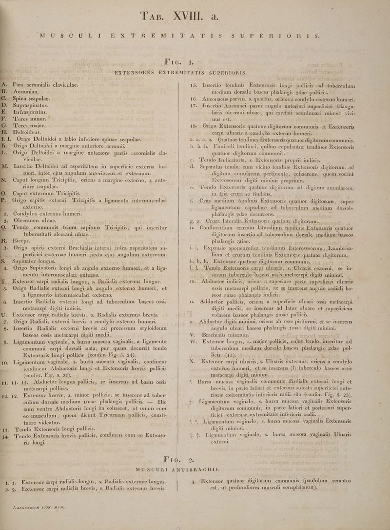 | ! 116.34. doq 19i asas EXTENSORES EXTREMITATIS sUPERIORIS. -2ufesd dota Pars acromialis claviculae. | 15. lnsertio tendinis Eixtensoris longi. polhiis ad -tuberculum Acromion. medium dorsale baseos phalangis 2dae. pollicis.  Spina scapulae. 16. Anconaeus parvus, s. quartus, oriens:a condylo externo humeri. Supraspinatus. | 17. lusertio Anconaei parvi angulo anteriori superficiei Liangu- Infraspinatus. | laris olecrani ulnae, qui cavitati. semilunari minori vici- F. Peres minor. | uus est. | iptorrodi q4 Q. leres major. | 18. Origo Extensoris quatuor digitorum communis et bxtensoris - Deltoideus. | carpi uluaris a condylo externo humeri : ir Origo iodtelda- a labio inferiore spinae scapulae. | à. a, à. a. Quatuor tendines E:xtensoris quatuor digitorum. communis. Origo Deltoidei a margine anteriore acromii. | b. b. b. Funiculi tendinei, quibus copulantur tendines Extensoris Origo Deltoidei a margine anteriore parüs acromaüalis cla- quatuor digitorum communis. 1 viculae. c. 'lendo Indicatoris, s. Exxtensoris proprii indicis. MM. Inserüo Deltoidei ad asperitatem in superficie externa hu- d. Separatus tendo, cum vicino tendine Extensoris digitorum, ad meri, inter ejus angulum anteriorem et externum. digitum. annularem perünente, cohaerens, quem. vocant Caput longum 'Frcipiüus, oriens a margine externo, s. ante- E xiensorcru digi: minimi proprium. | riore scapulae. Caput externum 'T'ricipitis. externo. Condylus externus humerr. Olecranon ulnae. | Tendo communis «trium capitum Lricipitis, qui tuberositati olecrani ulnae. Biceps. Er aator longus. mento intermu sculau externo. a ligamento intermusculari externo. E metacarpi digiti indicis. U. Extensor carpi radialis brevis, baseos ossis metacarpi digiti medii. et Extensoris longi pollicis (confer. Fig. 5. 24). 40. Ligamentum vaginale, bursa mucosa vaginalis, - (confer. lig. 5. ,2.1). 4 1. 11. 11. | metacarpi pollicis. 42. (2. Extensor brevis, * cum ventre Abductoris longi ita cohaeret, E. tuere videatur. 43. 'Tendo Extensoris longi pollicis. ris longi. t. USC 1: i P xr enedi carpi radialis longus, s. ÍLAANGENBECK 1CON. MYOL. L4 (endo Lxtensons quatuor digitorum ad digitum annuularem, ij tria crura:se findens. | f. Crus medium :/teudinis Extensoris quatuor Bethel super ligamentum capsulare ad tuberculum medium dorsale phalangis 2dae decurrens. : g. £. Crura lateralia E;xteusoris quatuor digitorum.. d h. Confluentium crurum lateralium. Tee red Extensoris quatuor digitorum insertio ad Ltabereulum : dorsale medium baseos ihacis 3tiae. ! Wie : | | 1. i Expanusio aponeurolica VERE cep. iod EE Launbrica- lium et crurum tendinis. Extensoris quatuor digitorum. k. Lh ks Extensor quatuor digitorum communis. | 1... 'l'endo Extensoris carpi ulnaris, se in- | .serens tuberculo- baseos. ossis metacarpi digiti | miniml. m. ^ Abdo indicis, Oriens a superiore parte supérficiei ulnaris OSS1S quee ce pollicis, ac se imserens augulo radial ba- Seos £mae phalangis indicis. d n. Adductor pollicis, oriens a superficie uluari ossis metacarpi digiti medii, se inserens ad latus ulnare et superficiem volarem baseos phalangis 1mae pollicis. o.. Abductor digiti minumi, oriens ab osse pisiformi, et se inserens angulo ulnari baseos po 1mae digiti minimi. S. Ulnaris. externi, Le pras internus. | T ther W. Extensor longus, s. major: AS em. cujus iom inseritur ad Gibasonddra ad dorsale baseos phalangis 2dae pol- (45)- WE enolxo: X. Extensor carpi ulnaris, s. inanis Cxlernus, orieus a condylo et se inserens (D: tuberculo baseos ossis licis exteruo humeri, metacarpi digiti minum. | * Bursa : mucosa vaginalis communis Hue ovde longi et brevis, in parte latiori et exteriori sulcata superficiei ante- rioris extremitatis inferioris radu sita (confer. Pig. 5. 23). [. Ligamentum vaginale, s. bursa mucosa vagimalis Extensoris digitorum communis, in parte latiori et posteriori aper füciei externae extremitatis inferioris radii. ; ^ *. Lagamentum vaginale, s. bursa mucosa vaginalis bIixtensoris digiti minuunt. t. Wo Eigamentum vaginale, s. bursa mucosa vagialis Ulnaris externi. | 3») : tm H 1 f. 3. Extensor quatuor digitorum communis (paululum | remotus est, ut profundiores musculi conspiciautur).