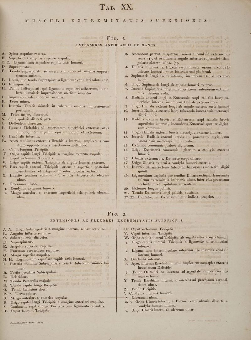 lAB. Fic. 1. A. Spina scapulae resecta. E. 'lendo Supraspinati, se inserens in tuberculi majoris impres- sionem anticam. EF. Locus, quo tendo Supraspinati a ligamento capsulari solutus est. Impressio media tuberculi majoris. 4. Iuserto 'Feretis minoris in tuberculi majoris impressionem posticam. Subscapularis dissecti pars. . inserüo Deltoidei ad asperitatem. superhciei externae ossis humeri, inter angulum ejus anteriorem et externum. berculi majoris impressionem mediam inseritur. H. Apex tendineus externus Brachiahs interni, amplectens cum altero opposiu lateris insertionem Deltoidei. Caput longum 'Ericipitis. Origo capitis longi Vricipitis a a margine externo scapulae. Caput externum 'lricipius. Origo capitis externi 'ricipitis ab angulo humeri externo. ossis humeri et a ligamento intermusculari externo. Iusertio tendinis communis 'lricipitis tuberositati olecrani ulnae. | Olecranon ulnae. . Condylus externus humeri. . Margo anterior, s. externus superficiei triangularis olecrani ulnae. Fic. 3. 16. 19. 20. 21. 22. p^ ES Anconaeus parvus, s. quartus, oriens a condylo externo hu- meri (1), et se inserens angulo anteriori sapepianei. trian- gulars olecrani ulnae (2). . | | Ulnaris internus, s. Flexor carpi ulnaris, oriens a condylo interno humeri, et se inserens ossi pisiformi. Supinatoris longi facies interna, incumbeus Radiali externo longo. Origo Supinatoris longi ab. angulo humeri externo. Insertio Supinatoris lanzi ad superficiem anteriorem extremi- taüs inferioris radii. : BHadialis externi longi, s. Extensoris carpi radialis longi su- perficies interna, incumbens Hadiali externo brevi Origo Radialis externi longi ab angulo externo ossis humeri. Iusertio Radialis externi longi tuberculo baseos ossis metacarpi digiti indicis. | hadials externi brevis, s. Extensoris carpi radialis brevis superficies interna, incumbens Extensori quatuor digito- rum communi. | Origo Hadialis externi brevis a.condylo externo humeri. Iusertio Hadialis externi brevis in processum | styloideum baseos ossis metacarp! digiti medi. Extensor communis quatuor digitorum. Origo Extensoris communis digitorum .a condylo externo humeri. | Ulnaris externus, s. Extensor carpi ulnaris. Origo Ulnaris externi a condylo humeri externo. Insertio Ulnaris externi tuberculo. baseos ossis melatatpi digiti quinti. Ligamentum vaginale pro tendine Ulnaris externi, transeunte sulcum extremitatis inferioris ulnae, inter. ejus aci omi styloideum et capitulum currentein. Extensor longus pollicis. lendo Extensoris longi pollicis, VU 22. lndicator, s. Extensor digiti indicis | proprius. - A. A. Origo Subscapularis a margine interno, s. basi scapulae. B. Angulus inferior scapulae. C. Subscapularis, dissectus. D. Supraspinatus. E. | Angulus superior scapulae. F. Processus coracoideus scapulae. . Margo superior scapulae. Insertio tendinis Subscapularis resecti tuberculo münori hu- meri. Rh. Portio pecularis Subscapularis. L. Deltoideus. RET M. 'Tendo Pectorahs majoris. N. 'Fendo capitis longi Bicipitis. O. 'lTendo Latüssuni dorsi. P. P. 'leres minor. Q. Margo anterior, s. exterior scapulae. H. Origo capitis longi 'Tricipitis a margine exteriori scapulae. S. Conjuncto capitis longi Tricipitis cum ligamento capsulari. LANGENBECK ICON. MYOL. U. V. W. 1. X. A. » . 5. 6. 7. Caput externum 'Fricipitis, Caput imternum 'lrucipitis. Origo capitis interni 'ricipitis ab angulo interno ossis humeri. sid capitis interni Tricipitis a ligamento intermusculari interno. | | : Ligamentum intermusculare internum , se inserens condylo interno humeri. Brachialis internus. Apex internus Brachialis interm, amplectens cum apice externo insertionem Deltoidei. Tendo Deltoidei, se inuserens ad asperitatem. superficiei huc meri externae. 'Tendo Brachialis interni, se inserens ad processum COrO1n)OI- deum ulnae. 'Tendo Bicipitis. Condylus internus humert Olecranon ulnae. | | 6. Origo Ulnaris interni, s. Flexoris carpi ulnaris, dissecti, a condylo humeri interno. Origo Ulnaris interni ab olecrano ülnae.