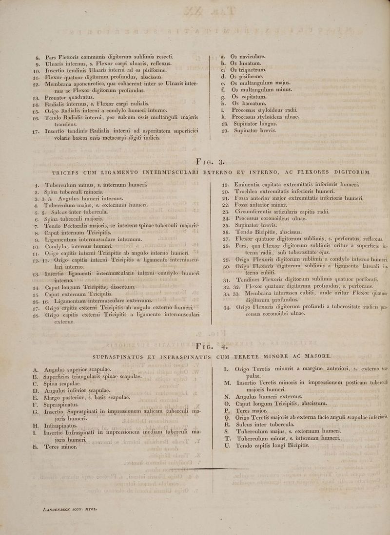 8. 9. 10. 11. 12. 195. 14. 15. 16. 17. o iocos Ke 10. zBOOUS Es * Pars Flexoris communis digitorum sublimis resecti. Ulnaris internus, s. Flexor carpi ulnaris, reflexus. Iusertio tendinis Ulnaris interni ad os pisiforme. Flexor quatuor digitorum profundus, abscissus. Membrana aponeurotica, qua cohaerent inter se Ulnaris inter- nus ac Flexor digitorum profuudus. | Pronator quadratus. Radialis internus, s. Flexor carpi radialis. Origo Radials interni a condylo humeri interno. transiens. volaris baseos ossis metacarpi digiti indicis. 'Tuberculum minus, s. internum humeri. Spina tuberculi minoris. | o. 9. 'Tuberculum majus, 5. Sulcus inter tubercula. Angulus humeri internus. s. externum humeri. Spina tuberculi majoris. Caput internum 'Tricipitis. Ligamentum intermusculare internum. Condylus internus humeri. | | lari unterno. -Anternoi- | Caput longum 'Ericipitis, dissectum. Caput exteruum 'Tricipius. 16. Ligamentum. intermusculare exte uma externo. —— Angulus superior scapulae. | Superficies triangularis spinae scapulae.- Spina scapulae. Supraspinatus. WA CHO en Iusertio. Supraspinau in impressionem auticam tuberculi ma- joris humeri. dia ES Infraspinatus. | | | | | Iusertio lufraspinati | m impressionem incdiam toberculi ma- joris humeri, 'Teres minor. [€3*: MYOL. kh. 18. 19. ot. 32 34. CUM Os naviculare. Os lunatum. Os triquetrum. Os pisiforme. Os multangulum majus. Os multangulum minus. Os capitatum. Os hamatum. | Processus styloideus radi. Processus styloideus ulnae. Supinator longus. Supinator brevis. AC FLEXORES DIGITORUM. Eminentia capitata extremitatis inferioris humeri. 'Irochlea extremitatis inferioris humeri. -—— Fossa anterior major extremitas inferioris humeri, F'ossa anterior minor. Circumferentia articularis capitis radii. Processus coronoideus ulnae. Supinator brevis. 'lendo Bicipitis, abscissus. Flexor quatuor digitorum sublimis , s. perforatus, reflexus. Pars, qua Flexor digitorum ET oritur a superficie in- terna radi, sub tuberositate ejus. Origo Flexoris digitorum sublimis a condylo interno humeri, Quia Flexoris digitorum € a Eo du laterali lu. terno cubiti. | : 'lendines Flexoris digitorum sublimis quatuor perforati, 39. Flexor quatuor digitorum profundus, s. perforans, digitorum profundus. Origo Flexoris digitorum profundi a tuberositate radicis pro- cessus coronoidei ulnae. TERETE MINORE AC MAJORE. Origo 'lTeretis minoris a margine anteriori, s. externo sce pulae. : Insertio Teretis minoris in. impressionem posticam tuberculi majoris humeri. | Angulus humeri externus. Caput longam Tricipitis, abscissum. Teres major. | Origo 'l'eretüs majoris ab externa facie anguli scapulae inferioris. sulcus inter tubercula. 'Tuberculum majus, s. externum humeri. Tuberculum minus, s. internum humeri, Tendo capitis longi Bicipius.