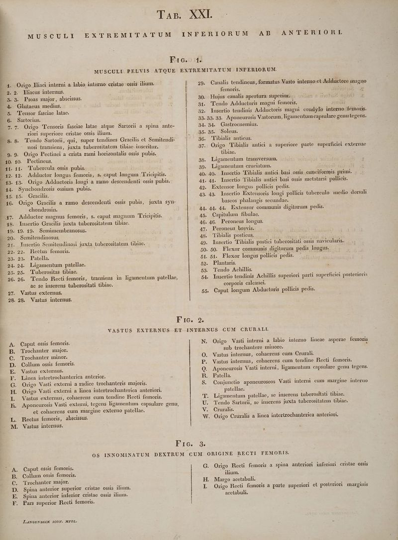 T SSETHT N SRENUDIRN MY - CS PY MSIEERT » h -eogoumBoos8P i. Aclicch ein dm MUSCULI EXTREMITATUM AB CAXNTEBTORL MUSCULI PELVIS ATQUE Origo lliaci interni a labio interno cristae ossis ilum. | 2. ]lliacus internus. trodehieo | 3. Psoas major, abscissus. | Glutaeus medius. 'Tensor fasciae latae. Sartorius. | 7. Origo 'lensoris fasciae latae atque Sartori a spina ante- riori superiore cristae ossis ilium. 8. 'l'endo Sartorn, qui, super tendines Gracilis et Semitendi- nosi transiens, juxta tuberositatem tibiae inseritur. | Synchondrosis ossium pubis. Gracilis. Origo Gracilis a ramo descendent ossis pubis, juxta syn- chondrosin. | Adductor magnus femoris, s. caput magnum Tricipiüs. Iusertio Gracilis juxta tuberositatem tibiae. Semitendinosus. Tusertio Semitendinosi juxta tuberositatem tibiae. hectus femoris. Patella. Ligamentum patellae. 'Tuberositas tibiae. | 'lTendo Recti femoris, transiens in ligamentum patellae, 'ac se inserens tuberositaü tibiae. Vastus externus. 29. Canalis tendineus, formatus Vasto interno.ct. Adductore ina gno femoris. | Subjólisdó 9 30. Hujus canalis apertura superionu. (500500 0 00056 31. 'lTendo Adductoris magni femoris. oc umi - 32. Insertio tendinis Adductoris magni coudylo interno Íémoris. 33.33. 33. Aponeurosis Vastorum, ligamentum capsulare genu tegens. 34. 34. Gastrocnemius. 35. 35. Soleus. 36. 'Libials anticus. | 37. Origo 'Fibialis antici a superiore parte superficiei externae | tibiae. | 38. Liàgamentum transversum, 39. Lágamentum cruciatum. SEPLÓREUST 9) 40. 40. Insertio 'Tibialis antici. basi ossis. .cunciformis primi. . A4.. Insertio Tibialis antici basi ossis metatarsi pollicis. Extensor longus pollicis pedis. . 43. Insertio Exxtensoris longi pollicis tuberculo medio dorsali baseos phalangis secundae. A4. 44. 44, Extensor communis digitorum pedis. 45 Capitulum fibulae. 46. 46. Peroneus longus. A7. Peroneus brevis. 48. Tibialis posticus. | EXT. ESSE ML. 49. Inusertio 'Tibialis postici taberositati ossis navicularis. 50. 50. Flexor commumis digitorum pedis longus. 51. 51. Flexor longus pollicis pedis. — gut 59. Plantaris. 53. Tendo Achillis. 54. Inserlio tendinis Achillis superiori part superficiei posterioris corporis calcanel. | 55. Caput longum Abductoris pollicis pedis. Caput ossis femoris. 'Trochanter major. . 'Trochanter minor. Collum ossis femoris. Vastus externus. Linea intertrochanterica anterior. Origo Vasti externi a radice trochanteris majoris. Origo Vasüi externi a linea intertrochanterica anteriori. Vastus externus, cohaerens cum tendine Bhecti femoris. Aponeurosis Vasti externi, tegens ligamentum capsulare genu, et cohaerens cum margine externo patellae. Bectus femoris, abscissus. Vastus internus. | Fre, N. Origo Vasü interni a labio interno lineae asperae feinoris sub trochantere minore. i Vastus internus, cohaerens cum Crurah. Vastus internus, cohaerens cum tendine Hecü femoris. Aponeurosis Vasti interni, ligamentum capsulare genu tegens. Patella. 90 n S. Conjunctio aponeuroseos Vasti interni cum margme inleruo patellae. 'T. Ligamentum patellae, se inserens tuberositaü tibiae. U. Tendo Sartori, se inserens juxta tuberositatem tibiae. V. Cruralis. T W. Origo Cruralis a linea interirochanterica anteriori. ? Caput ossis femoris. Collum ossis femoris. (Trochanter major. - Spina anterior superior cristae ossis ilium. Spina anterior inferior crislae ossis ilium. Pars superior Recti femoris. H LANGENBECK ICON. MYOL. G. Origo Hecti femoris a spina anteriori inferiori cristae ossis ilium. acetabuli. ;