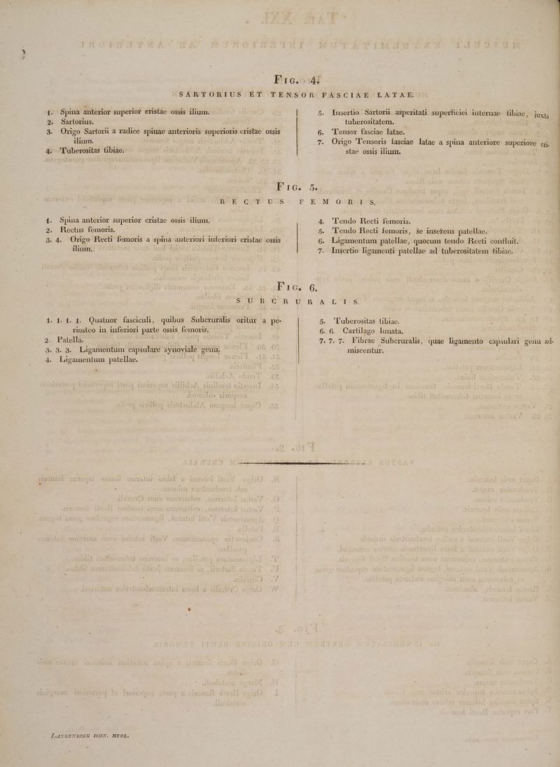 Fic. SARTORIUS ET TENSOR FASCIAE LATAE. 1. Spina anterior superior eristae ossis ilium. : | | 5. Iusertio Sartori asperitati superficiei internae übiae, juxtj 2. Sartorius. 2] tuberositatem. | | 3. Origo Sartori a radice spinae anterioris UNDE cristae. OSSIS 6. 'Lensor fasciae latae. | | | ilum. st 4 er103 | X 7. Ongo 'lensoris fasciae latae a spina anteriore superiore cri- 4. T'uberositas tibiae. [f PR | THO | stae ossis ilium. Pr. 5. ROUE QU) UUS o FOE M QifiESs. 1. Spina anterior superior cristae ossis ilium. | 4. 'lendo Hecü femoris. 2, Hhectus femoris. 5. 'lendo RHecti femoris, $e insefens patellae. 2.3. Origo Reecti femoris a spiua anteriori inferiori cristae ossis 6. Ligamentum pàátellae, quocum tendo Hecti confluit. ilium. LT 7. lusertio ligamenti patellae ad tuberositatem tibiae. : F'etiiioHfefB- elit ib ab aE 100 6. SERI CUR Uh o&amp;nTS i £i. 4. Quatuor fasciculi, quibus Subcruralis oritur a pe- | 5. 'luberositas tibiae. : riosteo in inferiori punto OSSIS. RA | 6. 6. Cartülago lunata. 2. Patella: | E 6^ 7. 7. 7. Vibrae Subcruralis, quae ligamento capsulari genu ad- de. d« d. Ligamentum cápsulare ipiüite genu. ue a Do ! miscentur. 4. Ligamenium patellae. LANGENBECK ICON. MYOL.