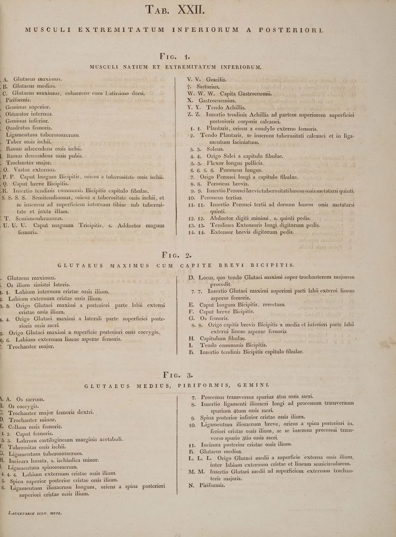 MUSCULI EX TREMITATUM Fic. 1. . A. Glutaeus maxunus. | | .B. Glutaeus medius. | €. Glutaeus maximus, cohaereus cum Latissimo dorsi. |(( Piriformis. | TM | Geminus superior. Obturator internus. Geminus inferior. Quadratus femoris. Ligamentum tuberososacrum. 'Tuber ossis ischii. . Ramus adscendens ossis ischii. [ Ramus descendens ossis pubis, 'Trochanter major. .O. Vastus externus. ,P. P. Caput longum Bicipitis, oriens a tuüberositate ossis ischii. . Q. Caput breve Bicipitis. a lusertio tendinis communis Bicipiüs capitulo fibulae. S. S. S. S. Semitendinosus, oriens a tuüberositate ossis ischii, et se insereus ad superficiem 1uternam tibiae sub tuberosi- late et juxta illam. ET. Semimembranosus. ,U. U. U. Caput magnum 'Fricipits, s. Adductor maguus. femoris. | | I1, GLUIAEUS CUM MAXIMUS . QGlutaeus maximus. . Os ilum sinistri lateris. 1. 4. Labium internum cristae ossis ilium. 9. Labium externum cristae ossis ilium. cun 3. 3. Origo Glutaei maximi a posterion parte labu externi cristae ossis ilium. 4. 4. Origo Glutaei maximi a lateral parte superficiei poste- YlOriS OSSIS Sacri. 5. Origo Glutaei maximi a superficie posteriori ossis coccygis. 6. 6. Labium externum lineae asperae femoris. X 'Erochanter major. - Fic. GLUTAEUS MEDIUS, A. A. Os sacrum. 3. Os coccygis. . 'Trochanter major femorns dextri. D. Trochanter minor. E. Collum ossis femoris. 1. 2. . Caput femoris. 3. 3. Labrum cartilagineum marginis acetabuli. l. 'l'uberositas ossis ischii. o. Ligamentum tuberososacrum. H. Incisura lunata, s. ischiadica minor. | Ligamentum spinososacrum. 4. 4. 4. Labium externum cristae oss iium. Spina superior posterior cristae ossis 1lium. Ligamentum iliosacrum longum, oriens a. superiori cristae ossis ilium. c» e spina posteriori Ji I LANGENBECK ICON. MYOL. V. V. - Gracilis. T. Sartorius, -— W. W. W. Capita Gastrocnemii. X. Gastrocnemius. | Y. Y. 'Fendo Achillis. Ufo: Z. 4. lnusertio tendinis Achillis partem superiorem posterioris corporis calcanei. 1. 1. Plantans, oriens a condylo externo femoris. 9. 'lendo Plantaris, se inserens tuberositati calcanei mentum laciniatum. | 2. Ae molens 4. 4. Origo Solei a capitulo fibulae. 5. 5. Flexor longus pollicis. 6. 6. 6. 6. Peroneus longus. ('/ 8 9 superficiei et in liga-- Origo Peronei longi a capitulo fibulae. . 8. Peroneus brevis. . 9. lIusertio Peronei brevistuberositati baseos ossis metatarsi quinti, 10. Peroneus tertius. 11. 11. lnusertio Peronei tertü ad dorsum baseos ossis metatarsi quinti. 9675 12. 12. Abductor digi minimi, s. quinti pedis. 13. 13. 'lendines Extensoris mem digitorum pedis. 14. 14. Extensor brevis digitorum pedis. 0. G X7PITT.E DRAEVYI-B5TICIEFTTIS D. Locus, quo tendo Glutaei maximi super trochanterem majorem procedit. 7. 7. lnsertüio Glutaei maximi superiori parti. labii externi lineae asperae femoris. Caput longum Bicipitis, resectum. Caput breve Bicipitis. Os femoris. . & Origo capitis brevis Bicipitis a media et inferiori parte labii externi lineae asperae femoris. H. Capitulum fibulae. I. 'lendo communis Bicipitis. KH. Insertio tendinis Bicipitis capitulo fibulae. GEMINL 7. . Processus transversus spurius 4tus OSsIS sacri. S. Iusertio ligament iliosacri longi ad processum transversum spurium 4tum OSSIS Sacri. 9. Spina posterior inferior cristae ossis ilium. 10. Ligamentum iliosacrum breve, oriens a spina posteriori in. feriori cristae ossis ilium, ac se inuserens processui trans- Verso spurio atio OSsis SacrL 11. Incisura posterior cristae ossis ilium. JH. Glutaeus medius. L, L. L. Origo Glutaei medii a superficie externa ossis. ilium, inter labium externum cristae et lineam semicircularem. - M. M. Inusertio Glutaei medii ad superhiciem externam trochan- teris majoris. N. Piriformis.