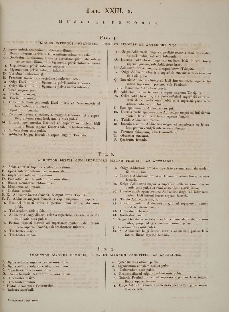 Bom LJ e Um co Lh P Spina anterior supérior cristae ossis ilium. Spina anterior inferior cristae ossis ilum. Superficies interna ossis ilium. Pars articularis, s. rostriformis ossis ilium. Hiatus membranae obturatoriae, Membrana .obturatoria. I. Adductor magnus femoris, s. caput magnum Tricipitis. Pecünei dissecti origo a pectine rami horizoutalis ossis pubis. T'ubereulum ossis pubis. | Adductoris longi dissecti origo a superficie externa rami de- Scendentis ossis pubis. Pectinei dissecti inserlio ad superiorem partem labii imterni lineae asperae femoris, sub trochantere minore. 'lrochanter major. 'Trochanter minor. / m, NO JU S C 85 L E | IG | ILIACUS INTERNUS, PECTINEUS, .S$pina anterior Superior cristae ossis ilium. 6. Iliacus internus, oriens a labio interno cristae ossis ilium. H Quadratus lumborum, oriens a posteriore parte labu iüterni O. cristae ossis ilium, et a ligamento pelvis antico superiori. Ligamentum pelvis anticum superius. k- i P. Licamentum pelvis anticum inferius. T^ Verlebra lumborum Ata. : Frocessus transversus vertebrae lumborum 5tac. Q. Origo lliaci interni a ligamento pelvis antico superiori. Origo lliaci interni a ligamento pelvis antico inferiori. 8. Psoae majoris pars. h. lrochanter major. 9. 'Trochanter minor. | lunsertio tendinis communis Iliaci interni et Psoac majoris ad trochanterem minorem. | S. Caput ossis femoris. 10. l'ecüneus, oriens a pecline, s. margine Superior, et a super- fhicie externa rami horizontalis ossis pubis. 11. Insertio aponeurotica Pecünei ad superiorem partem labii 12. interni lineae asperae femoris sub trochantere minore. 'Tuberculum ossis pubis. 13. Adductor longus femoris, s. caput longum Tricipitis. 3. : U. 7 11. 12. 13. 14. Origo Adductoris longi a superficie externa rami descenden- üs ossis pubis, sub ejus tuberculo. | lusertio | Adductoris longi ad mediam labi interni lineae asperae partem, sub Adductore brevi. | Adductor brevis femoris, s. caput breve 'lrcipitis. Origo Adductoris brevis a superficie externa rami descenden- üs ossis pubis. lusertio Adductoris brevis ad labii interni lineae. asperae fe- moris superiorem partem, sub Pectineo. ü 8. Foramina Adductoris brevis. Adductor magnus femoris, s. caput magnum 'Fricipitis. Origo Adductoris magni a parte inferiori superficiei externae | rami descendentis ossis pubis et a superiori parte rami adscendentis ossis ischii. Pars aponeurotica Adductoris magni. lusertio partis aponeuroticae Adductoris magni ad inferiorem partem labii interni lineae asperae femoris. Tendo Adductoris magni. Insertio tendinis Adductoris magni ad superiorem et latera- lem partem condyli interni ossis femoris. Foramen oblongum, vasa transmittens. Obturator externus. Quadratus femoris. / Origo Adductoris brevis a superficie externa rami descenden- üs ossis pubis. | : lusertio Adductoris brevis ad. labium internum lineae asperae Íemoris. : Origo Adductoris magni a superficie externa rami descen- dentis ossis pubis et rami adscendentis ossis ischii. Insertio partis aponeuroticae Adductoris magni ad inferiorem partem labii interni lineae asperae femoris. Tendo Adductoris magni. Insertio teudinis Adductoris magni ad superiorem partem condyli interim femoris. Obturator externus. Quadratus femoris. pubis, prope ad synchondrosin ossium pubis. 15. Je 15 Adductoris longi dissecti insertio ad. mediam partem labii iuterni lineae asperae femoris. Spina anterior superior cristae ossis ilum. Spina anterior inferior cristae ossis ilium. Superficies interna ossis ilium. Pars articularis, s. rostriformis ossis ilium. Trochanter major. Trochanter minor. Hiatus membranae. obturatoriae. lucisura acetabuli. : La4xNGEXNRHECK ICON. MYOr-. 1: 2. 3. 4. T'uberculum ossis pubis. Pectinei dissecti origo a pectine ossis pubis. | lusertio Pectinei dissecti ad superiorem partem labü interni . lineae asperae Íemoris. | : ; | Origo Adductoris longi a rami descendentis ossis pubis super- ficie externa. l